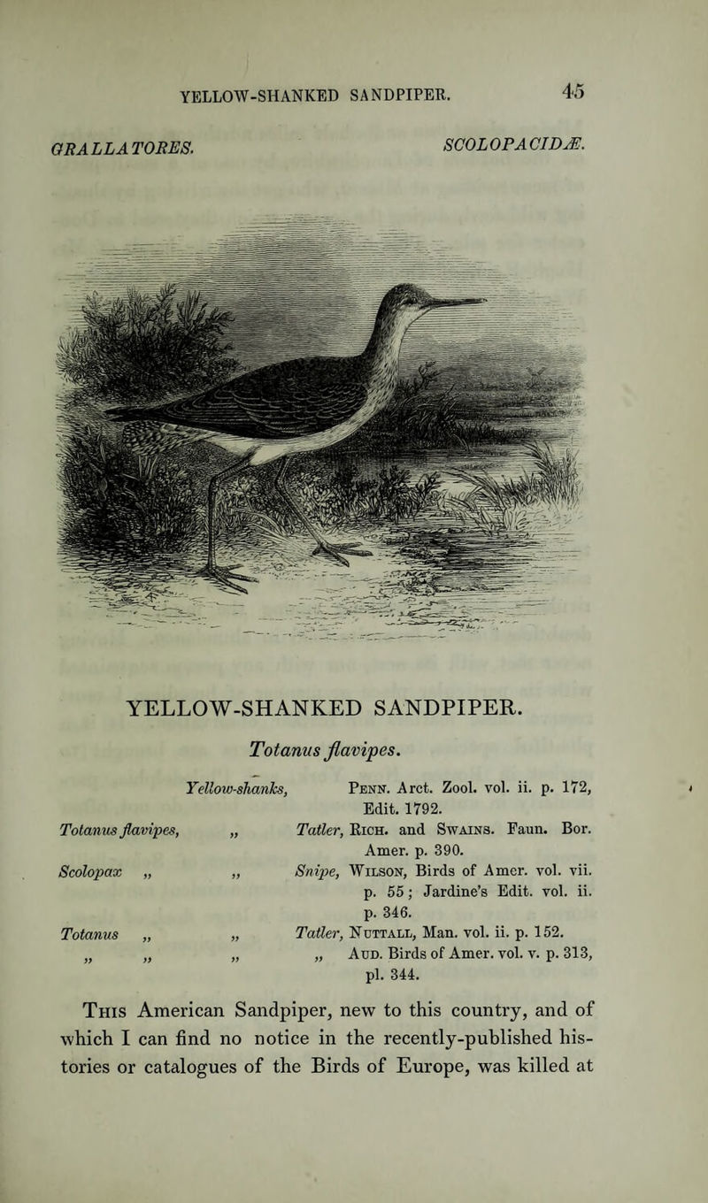 ORALLATORES. SCOLOPACIDjE. YELLOW-SHANKED SANDPIPER. Totanus flavipes. Yellow-shanks, Penn. Arct. Zool. vol. ii. p. 172, Edit. 1792. Totanus jlavipes, ty TaUer, Rich, and Swains. Faun. Bor. Amer. p. 390. Scolopax „ 9i Snipe, Wilson, Birds of Amer. vol. vii. p. 55; Jardine’s Edit. vol. ii. p. 346. Totanus „ yy Tatler, Nuttall, Man. vol. ii. p. 152. if >9 yy yy Aud. Birds of Amer. vol. v. p. 313, pi. 344. This American Sandpiper, new to this country, and of which I can find no notice in the recently-published his¬ tories or catalogues of the Birds of Europe, was killed at