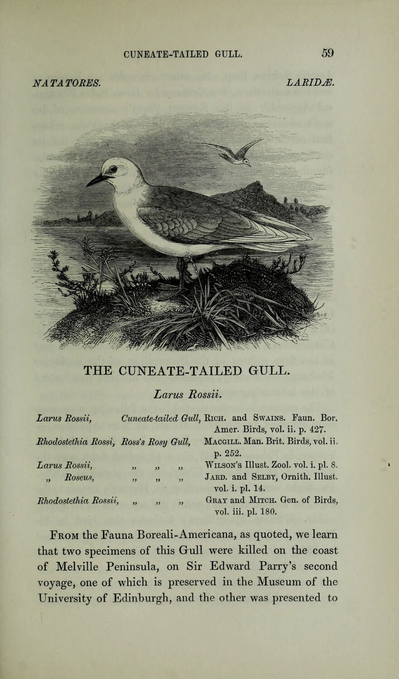 NATATORES. LARIDjE. THE CUNEATE-TAILED GULL. Larus Rossii. Larus Rossii. Cuneate-tailed Gull, Eich. and Swains. Faun. Bor. Rhodostethia Rossi, Ross’s Rosy Gull, Larus Rossii, „ „ „ „ Roscus, ,, ,, ,, Rhodostethia Rossii, „ „ „ Amer. Birds, vol. ii. p. 427. Macgill. Man. Brit. Birds, vol. ii. p. 252. Wilson’s Blust. Zool. vol. i. pi. 8. Jaed. and Selby, Ornith. Illust. vol. i. pi. 14. Geay and Mitch. Gen. of Birds, vol. iii. pi. 180. From the Fauna Boreali-Americana, as quoted, we learn that two specimens of this Gull were killed on the coast of Melville Peninsula, on Sir Edward Parry’s second voyage, one of which is preserved in the Museum of the University of Edinburgh, and the other was presented to