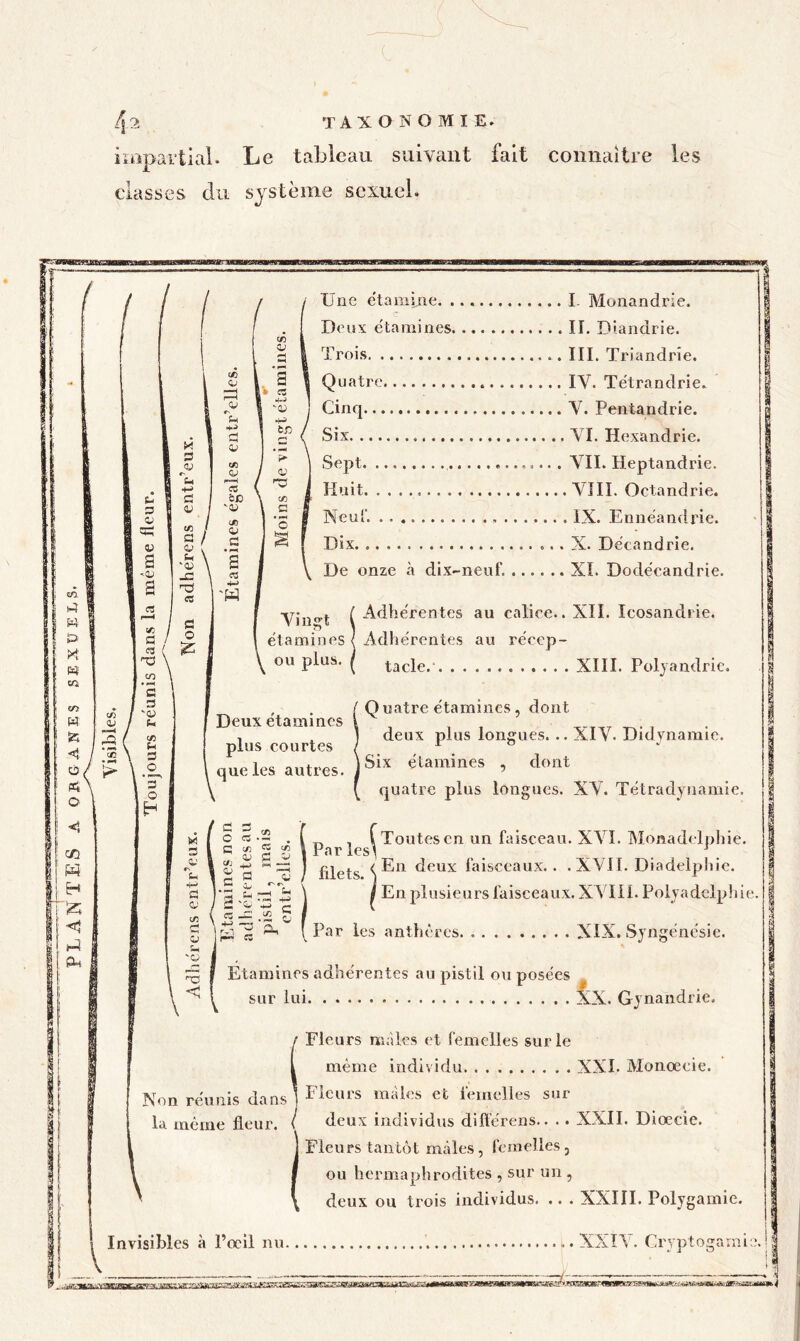 iinpartial. Le tableau suivant fait connaître les classes du système sexuel. Une étamine I. Monandrie. Deux étamines II. Diandrie. Trois III. Triandrîe. Quatre IV. Tétrandrie» Cinq. V. Pentandrie. Six VI. Hexandrie. Sept VII. Heptandrie. Huit VÎII. Octandrie. Neul'. IX. Ennéandrie. Dix X. Décandrie. De onze à dix-neuf. XI. Dodécandrie. Vingt étamines ou plus. Deux étamines plus courtes que les autres. Adhérentes au calice.. XII. îcosandiie. Adhérentes au récep- tacle.' XIII. Polyandrie, [ Q uatre étamines, dont deux plus longues. .. XIV. Didynamie. Six étamines , dont quatre plus longues. XV. Tétradynamie. „ , i Toutes en un faisceau. XVI. Monadelphie, Par les! \ filets deux faisceaux.. . XVII. Diadelphic. I En plusieurs faisceaux. XVUl. Polyadelphie. Par les anthères XIX. Syngénésie. Etamines adhérentes au pistil ou posées ^ sur lui XX. Gynandrie. Fleurs mâles et femelles sur le même individu. XXL Monœcie. Fleurs mâles et femelles sur deux individus diflcrens.. .. XXII. Diœcie. Fleurs tantôt mâles, femelles, ou hermaphrodites , sur un , deux ou trois individus. .. . XXIII. Polygamie. Invisibles à l’ocil nu XXIV. Cryptogamie 11 II n' ir iiin iwiir iwwi I ,