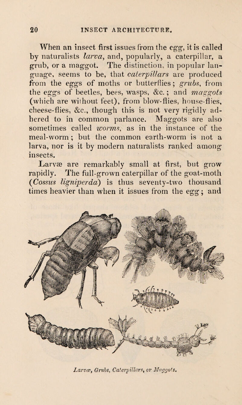 When an insect first issues from the eg’g', it is called by naturalists larva^ and, popularly, a caterpillar, a g-rub, or a maggot. The distinction, in popular lan¬ guage, seems to be, that caterpillars are produced from the eggs of moths or butterflies; grubs, from the eggs of beetles, bees, wasps, &c.; and maggots (which are without feet), from blow-flies, house-flies, cheese-flies, &c., though this is not very rigidly ad¬ hered to in common parlance. Maggots are also sometimes called worms, as in the instance of the meal-worm; but the common earth-worm is not a larva, nor is it by modern naturalists ranked among insects. Larvae are remarkably small at first, but grow rapidly. The full-grown caterpillar of the goat-moth (Cossus ligniperdd) is thus seventy-two thousand times heavier than when it issues from the egg; and Larva;, Grubs, Caterpillars, or Maggots,