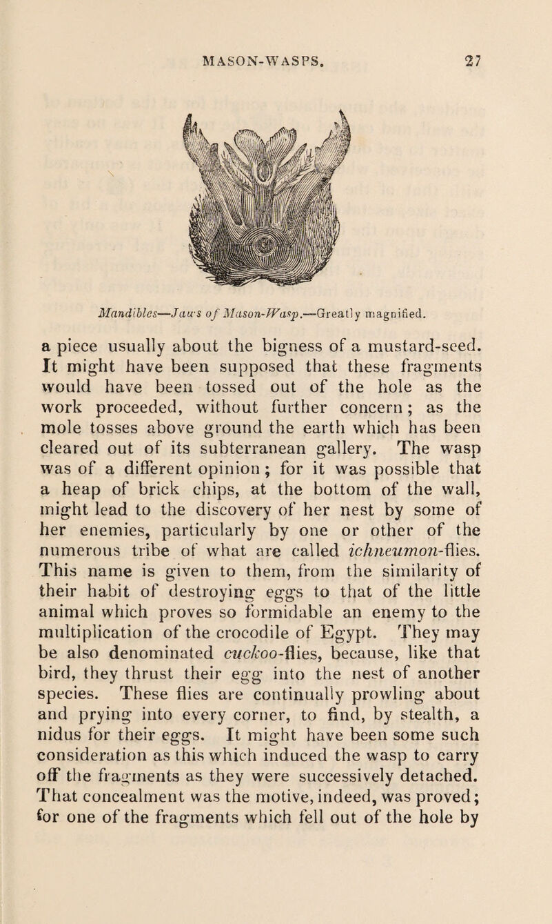 Mandibles—Jau-s o/Mason-Greatly magnified. a piece usually about the bigness of a mustard-seed. It might have been supposed that these fragments would have been tossed out of the hole as the work proceeded, without further concern; as the mole tosses above ground the earth which has been cleared out of its subterranean gallery. The wasp was of a different opinion; for it was possible that a heap of brick chips, at the bottom of the wail, might lead to the discovery of her nest by some of her enemies, particularly by one or other of the numerous tribe of what are called ichneumon-fiiQs. This name is given to them, from the similarity of their habit of destroying eggs to that of the little animal which proves so formidable an enemy to the multiplication of the crocodile of Egypt. They may be also denominated ci/c/roo-flies, because, like that bird, they thrust their egg into the nest of another species. These flies are continually prowling about and prying into every corner, to find, by stealth, a nidus for their eggs. It might have been some such consideration as this which induced the wasp to carry off the fragments as they were successively detached. That concealment was the motive, indeed, was proved; for one of the fragments which fell out of the hole by