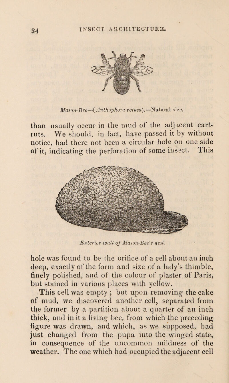 Mason-Bee—(^Anthophora retusa).—Natural size. than usually occur in the mud of the adj icent cart- ruts. We should, in fact, have passed it by without notice, had there not been a circular hole on one side of it, indicating the perforation of some insect. This Exterior wall of Mason-Bee's nest. hole was found to be the orifice of a cell about an inch deep, exactly of the form and size of a lady’s thimble, finely polished, and of the colour of plaster of Paris, but stained in various places with yellow. This cell was empty ; but upon removing the cake of mud, we discovered another cell, separated from the former by a partition about a quarter of an inch thick, and in it a living bee, from which the preceding figure was drawn, and which, as we supposed, had just changed from the pupa into the winged state, in consequence of the uncommon mildness of the weather. The one which had occupied the adjacent cell