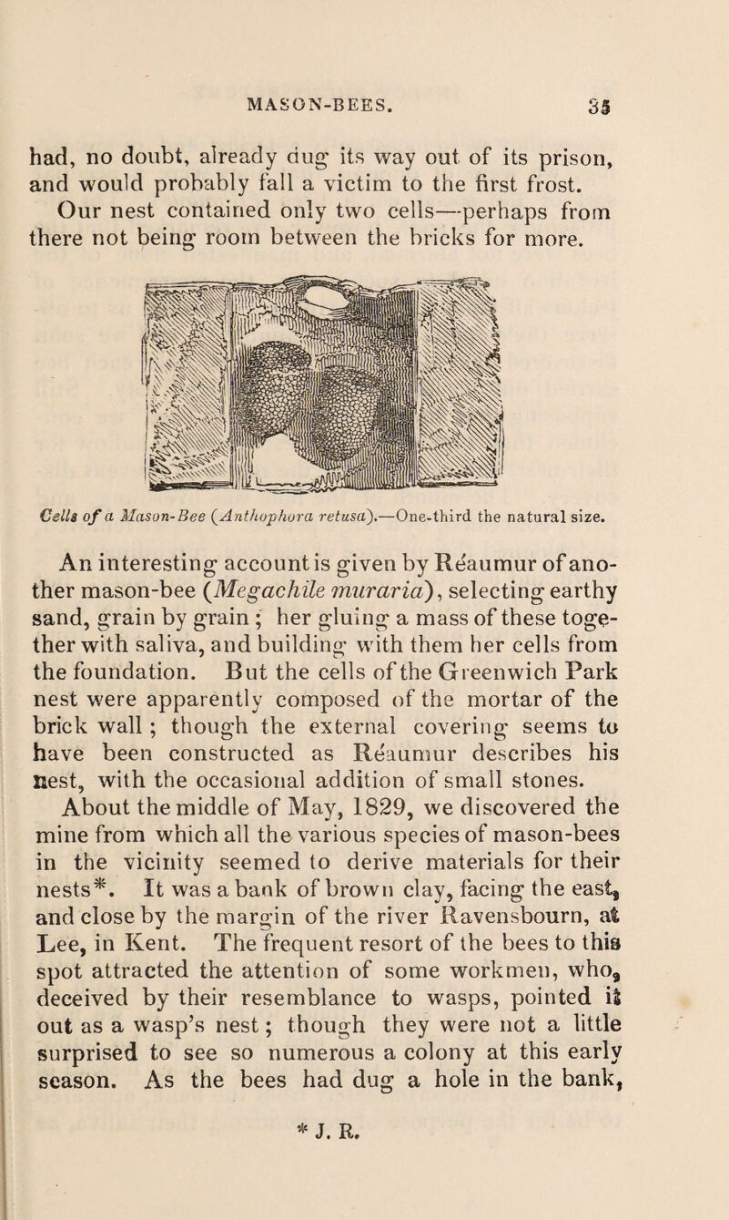had, no doubt, already dug its way out of its prison, and would probably fall a victim to the first frost. Our nest contained only two cells—perhaps from there not being room between the bricks for more. Cells of a Mason-Bee QAnt/iuphura retusa^.—One-third the natural size. An interesting account is given by Reaumur of ano¬ ther mason-bee {Megachile muraria')^ selecting earthy sand, grain by grain ; her gluing a mass of these toge¬ ther with saliva, and building with them her cells from the foundation. But the cells of the Greenwich Park nest were apparently composed of the mortar of the brick wall; though the external covering seems to have been constructed as Reaumur describes his nest, with the occasional addition of small stones. About the middle of May, 1829, we discovered the mine from which all the various species of mason-bees in the vicinity seemed to derive materials for their nests*. It was a bank of brown clay, facing the east, and close by the margin of the river Ravensbourn, at Lee, in Kent. The frequent resort of the bees to this spot attracted the attention of some workmen, who, deceived by their resemblance to wasps, pointed it out as a wasp’s nest; though they were not a little surprised to see so numerous a colony at this early season. As the bees had dug a hole in the bank, * J. R,