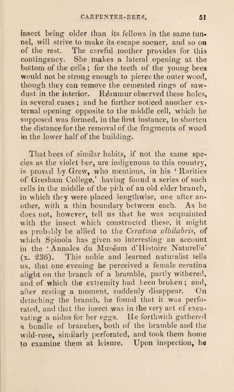 insect being* older than its fellows in the same tun¬ nel, will strive to make its escape sooner, and so on of the rest. The careful mother provides for this contingency. She makes a lateral opening at the bottom of the cells; for the teeth of the young bees would not be strong enough to pierce the outer wood, though they can remove the cemented rings of saw¬ dust in the interior. Rdaumur observed these holes, in several cases ; and he further noticed another ex¬ ternal opening opposite to the middle cell, which he supposed was formed, in the first instance, to shorten the distance for the removal of the fragments of wood ki the lower half of the building. That bees of simdlar habits, if not the same spe¬ cies as the violet bee, are indigenous to this country, is proved by Grew, who m.entions, in his ‘ Rarities of Gresham College,’ having found a series of such cells in the middle of the pith of an old elder branch, in which they were placed lengthwise, one after an¬ other, with a thin boundary between each. As he does not, however, tell us that he was acquainted with the insect which constructed these, it might as probably be allied to the Ceratina albilabris, of which Spinola has given so interesting an account in the ‘Annales du Museum d’Histoire Naturelle’ (x. 236). This noble and learned naturalist tells us, that one evening he perceived a female ceratina alight on the branch of a bramble, partly withered, and of which the extremity had been broken; and, after resting a moment, suddenly disappear. On detaching the branch, he found that it was perfo¬ rated, and that the insect v/as in the very act of exca¬ vating a nidus for her eggs. He forthwith gathered a bundle of branches, both of the bramble and the wdd-rose, similarly perforated, and took them home to examine them at leisure. Upon inspection, he