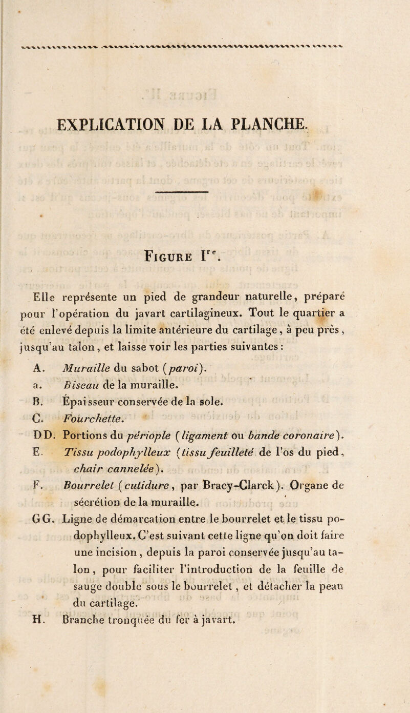 EXPLICATION DE LA PLANCHE. Figure Ve. Elle représente un pied de grandeur naturelle, préparé pour l’opération du javart cartilagineux. Tout le quartier a été enlevé depuis la limite antérieure du cartilage, à peu près , jusqu’au talon, et laisse voir les parties suivantes : A. Muraille du sabot (paroi). a. Biseau de la muraille. B. Épaisseur conservée de la sole. G. Fourchette. DD. Portions du périople (ligament ou bande coronaire). E. Tissu podophylleux (tissufeuilleté de l’os du pied, chair cannelée). F. Bourrelet (cutidure, par Bracy-Clarck). Organe de sécrétion de la muraille. GG. Ligne de démarcation entre le bourrelet et le tissu po- dophylleux. C’est suivant cette ligne qu’on doit faire une incision , depuis la paroi conservée jusqu’au ta¬ lon , pour faciliter l’introduction de la feuille de sauge double sous le bourrelet, et détacher la peau du cartilage. H. Branche tronquée du fer à javart.