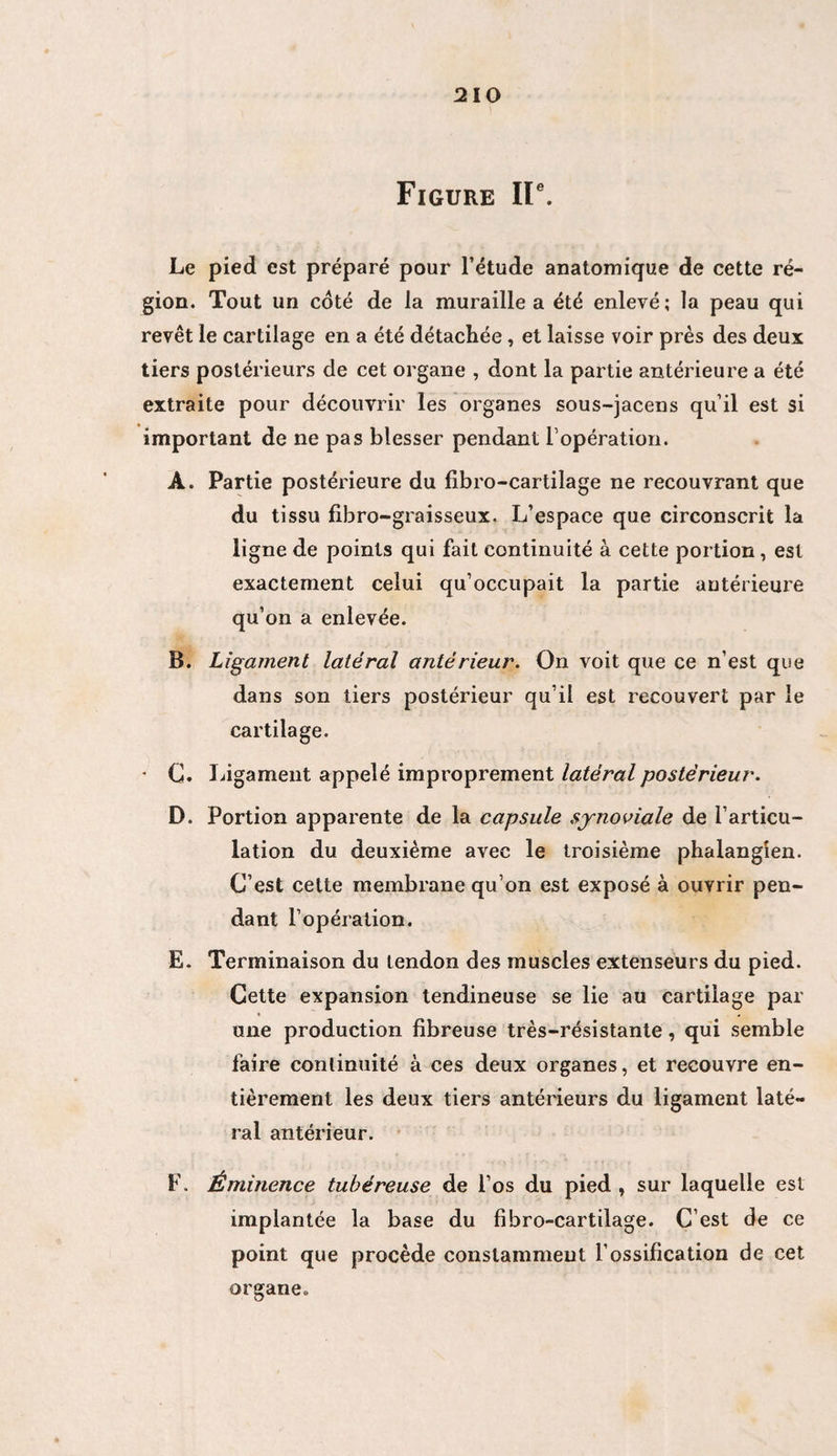 Figure IIe. Le pied est préparé pour l’étude anatomique de cette ré¬ gion. Tout un coté de la muraille a été enlevé ; la peau qui revêt le cartilage en a été détachée , et laisse voir près des deux tiers postérieurs de cet organe , dont la partie antérieure a été extraite pour découvrir les organes sous-jacens qu’il est si important de ne pas blesser pendant l’opération. A. Partie postérieure du fibro-cartilage ne recouvrant que du tissu fibro-graisseux. L’espace que circonscrit la ligne de points qui fait continuité à cette portion, est exactement celui qu’occupait la partie antérieure qu’on a enlevée. B. Ligament latéral antérieur. On voit que ce n’est que dans son tiers postérieur qu’il est recouvert par le cartilage. • G. Ligament appelé improprement latéral postérieur. D. Portion apparente de la capsule synoviale de l’articu¬ lation du deuxième avec le troisième phalangîen. C’est cette membrane qu’on est exposé à ouvrir pen¬ dant l’opération. E. Terminaison du tendon des muscles extenseurs du pied. Cette expansion tendineuse se lie au cartilage par une production fibreuse très-résistante, qui semble faire continuité à ces deux organes, et recouvre en¬ tièrement les deux tiers antérieurs du ligament laté¬ ral antérieur. F. Éminence tubéreuse de l’os du pied , sur laquelle est implantée la base du fibro-cartilage. C’est de ce point que procède constamment l’ossification de cet organe.