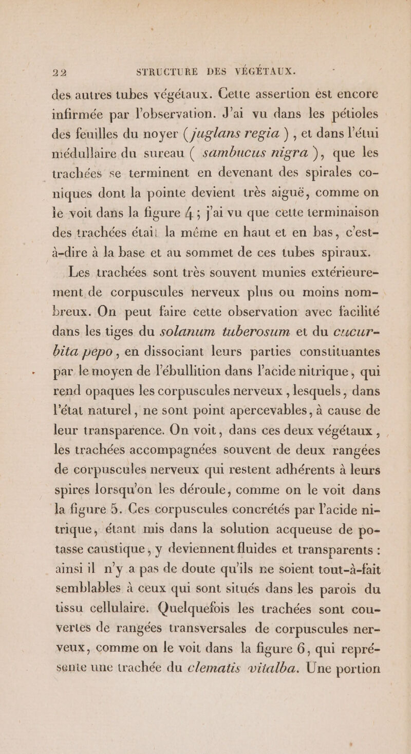 des autres tubes végétaux. Gette assertion ést encore infirmée par l'observation. J'ai vu dans les pétioles des feuilles du noyer (juglans regia ), et dans l’étui médullaire du sureau ( sämbucus nigra ), que les _trachées se terminent en devenant des spirales co- niques dont la pointe devient très aiguë, comme on le voit dans la figure 4 ; j'ai vu que cette terminaison des trachées étaii la même en haut et en bas, c'est- à-dire à la base et au sommet de ces tubes spiraux. Les trachées sont très souvent munies extérieure- ment de corpuscules nerveux plus où moins nom- breux. On peut faire cette observation avec facilité dans les tiges du so/anum tuberosum ei du cucur- bita pépo , en dissociant leurs parties constituantes par le moyen de l’ébullition dans l'acide nitrique, qui rend opaques les corpuscules nerveux , lesquels, dans l'état naturel, ne sont point apercevables, à cause de leur transparence. On voit, dans ces deux végétaux, les trachées accompagnées souvent de deux rangées de corpuscules nerveux qui restent adhérents à leurs spires lorsqu'on les déroule, comme on le voit dans la figure 5. Ces corpuscules concrétés par l'acide ni- trique, étant mis dans la solution acqueuse de po- tasse caustique , y deviennent fluides et transparents : ainsi il n'y à pas de doute qu'ils ne soient tout-à-fait semblables à ceux qui sont situés dans les parois du uüssu cellulaire. Quelqueïfois les trachées sont cou- vertes de rangées transversales de corpuscules ner- veux, comme on le voit dans la figure 6, qui repré- sente une trachée du clematis vitalba. Une portion