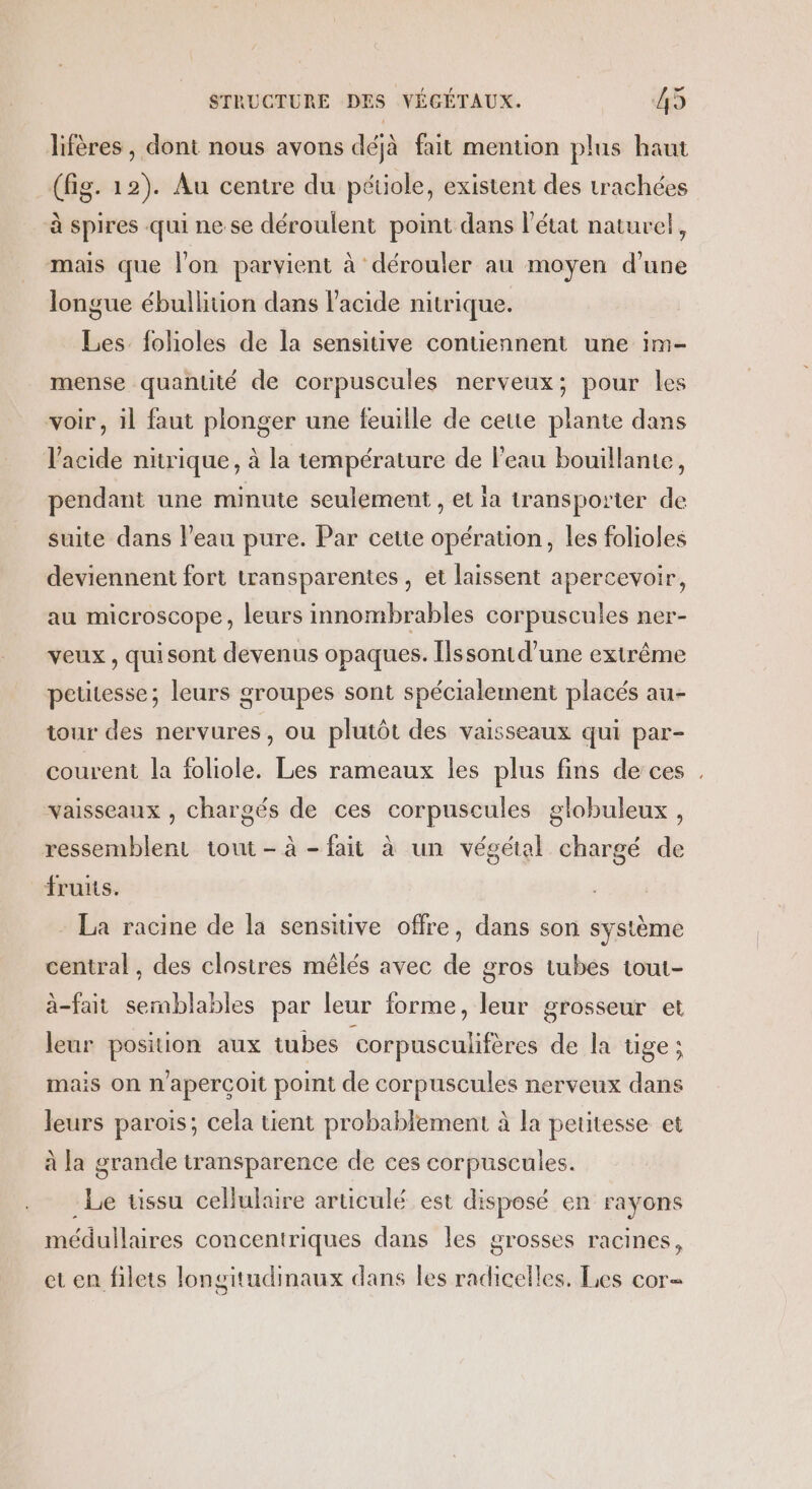 lifères , dont nous avons déjà fait mention plus haut (fig. 12). Au centre du pétiole, existent des trachées à spires qui ne se déroulent point dans l’état naturel, mais que l’on parvient à dérouler au moyen d'une longue ébullition dans l'acide nitrique. Les folioles de la sensitive contiennent une im- mense quantité de corpuscules nerveux; pour les voir, 1l faut plonger une feuille de cette plante dans l'acide nitrique, à la température de l'eau bouillante, pendant une minute seulement , et la transporter de suite dans l'eau pure. Par cette opération, les folioles deviennent fort transparentes , et laissent apercevoir, au microscope, leurs innombrables corpuscules ner- veux , quisont devenus opaques. [ssont d’une extrême petitesse; leurs groupes sont spécialement placés au- tour des nervures, ou plutôt des vaisseaux qui par- courent la foliole. Les rameaux les plus fins de ces . vaisseaux , chargés de ces corpuscules globuleux , ressemblent tout - à - fait à un végétal chargé de fruits. - La racine de la sensitive offre, dans son système central, des closires mêlés avec de gros tubes tout- à-fait semblables par leur forme, leur grosseur et leur position aux tubes corpusculifères de la üge; mais on n'aperçoit point de corpuscules nerveux dans leurs parois; cela tient probablement à la petitesse et à la grande transparence de ces corpuscules. -Le tissu cellulaire articulé est disposé en rayons médullaires concentriques dans les grosses racines, et en filets longitudinaux dans les radicelles. Les cor