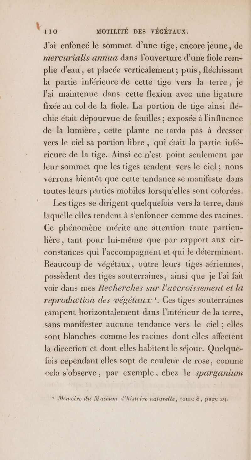 J'ai enfoncé le sommet d’une tige, encore jeune, de mercurialis annua dans l'ouverture d’une fiole rem- plie d’eau, et placée verticalement; puis, fléchissant la parte inférieure de cette tige vers la terre, je lai maintenue dans cette flexion avec une ligature fixée au col de la fiole. La portion de uge ainsi flé- chie était dépourvue de feuilles ; exposée à l'influence de la lumière, cette plante ne tarda pas à dresser vers le ciel sa portion libre , qui était la partie infé- rieure de la tige. Ainsi ce n’est point seulement par leur sommet que les tiges tendent vers le ciel; nous verrons bientôt que cette tendance se manifeste dans toutes leurs parties mobiles lorsqu'elles sont colorées. Les tiges se dirigent quelquelois vers la terre, dans laquelle elles tendent à s'enfoncer comme des racines. Ce phénomène mérite une attention toute particu- lière, tant pour lui-même que par rapport aux cir- constances qui l’accompagnent et qui le déterminent. Beaucoup de végétaux, outre leurs tiges aériennes, possèdent des tiges souterraines, ainsi que je lai fait voir dans mes Recherches sur l'accroissement et la reproduction des végétaux *. Ges tiges souterraines rampent horizontalement dans l'intérieur de la terre, sans manifester aucune tendance vers le ciel ; elles sont blanches comme les racines dont elles affectent la direction et dont elles habitent le séjour. Quelque- fois cependant elles sont de couleur de rose, comme cela s'observe, par exemple, chez le sparganium * Mémoire du Muséum «d’histcire naturelle, tome 8, page 29.