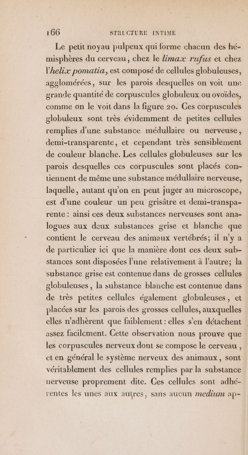 Le petit noyau pulpeux qui forme chacun des hé- misphères du cerveau, chez le Zmax rufus et chez l’helix pomatia, est composé de cellules globuleuses, agglomérées, sur les parois desquelles on voit une grande quantité de corpuscules globuleux ou ovoïdes, comme on le voit dans la figure 20. Ges corpuscules globuleux sont très évidemment de petites celluies remplies d’une substance médullaire ou nerveuse, demi-transparente, et cependant très sensiblement de couleur blanche. Les cellules globuleuses sur les parois desquelles ces corpuscules sont placés con- tiennent de même une substance médullaire nerveuse, laquelle, autant qu'on en peut juger au microscope, est d’une couleur un peu grisâtre et demi-transpa- rente : ainsi ces deux substances nerveuses sont ana- logues aux deux substances grise et blanche que contient le cerveau des animaux vertébrés; il n'y a de particulier ici que la manière dont ces deux sub- stances sont disposées l’une relativement à l'autre; la substance grise est contenue dans de grosses cellules globuleuses , la substance blanche est contenue dans de très petites cellules également globuleuses, et placées sur les parois des grosses cellules, auxquelles elles n’adhèrent que faiblement : elles s'en détachent assez facilement. Cette observation nous prouve que les corpuscules nerveux dont se compose le cerveau , et en général le système nerveux des animaux, sont véritablement des cellules remplies par la substance nerveuse proprement dite. Ges cellules sont adhé- rentes les unes aux autres, sans aucun medium ap-