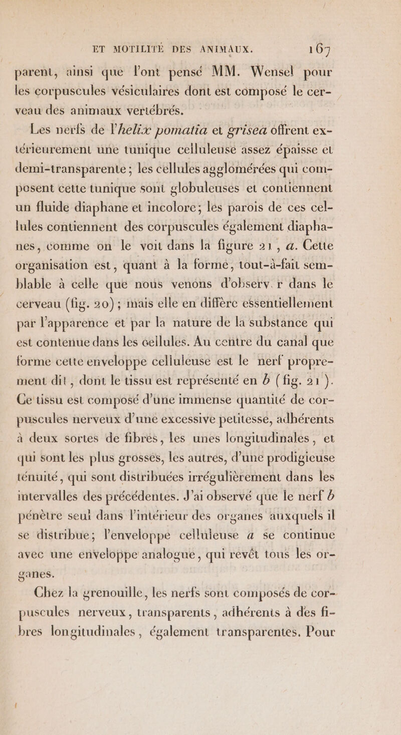 parent, ainsi que l'ont pensé MM. Wensel pour les corpuscules vésiculaires dont est composé le cer- veau dés animaux vertébrés. Les nerfs de l’helix pomatia e grisea offrent ex- térieurement une tunique celluleuse assez épaisse et demi-transparente ; les cellules agglomérées qui com- posent cette tunique sont globuleuses et contiennent un fluide diaphane et incolore; lés parois de ces cel- lules contiennent des corpuscules également diapha- nes, comme on le voit dans la figure 21, a. Ceue organisation est, quant à la forme, tout-à-fait sem- blable à celle que nous venons d'observ r dans le cerveau (fig. 20) ; mais elle en diffère essentiellement par l'apparence et par la nature de la substance qui est contenue dans les cellules. Au centre du canal que forme cetie enveloppe celluleuse est le nerf propre- ment dit, dont le tissu est représenté en à (fig. 51 }. Cetissu est composé d’une immense quantité de cor- puscules nerveux d’une excessive peuitesse, adhérents à deux sortes de fibres, les unes longitudinales, et qui sont les plus grosses, les autres, d’une prodigieuse ténuité, qui sont distribuées irrégulièrement dans les intervalles des précédentes. J'ai observé que Île nerf à pénètre seui dans l’intérieur des organes auxquels il se distribue; l'enveloppe celluieuse 4 se continue avec une enveloppe analogue, qui revêt tous les or- ganes. Chez la grenouille, les nerfs sont composés de cor- puscules nerveux, transparents , adhérenis à des fi- bres longitudinales, également transparentes. Pour