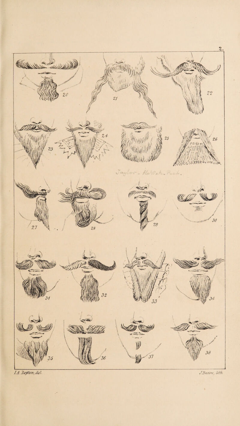 z lA.Tueptxnv^del'. J.Bastf-e, Zilh