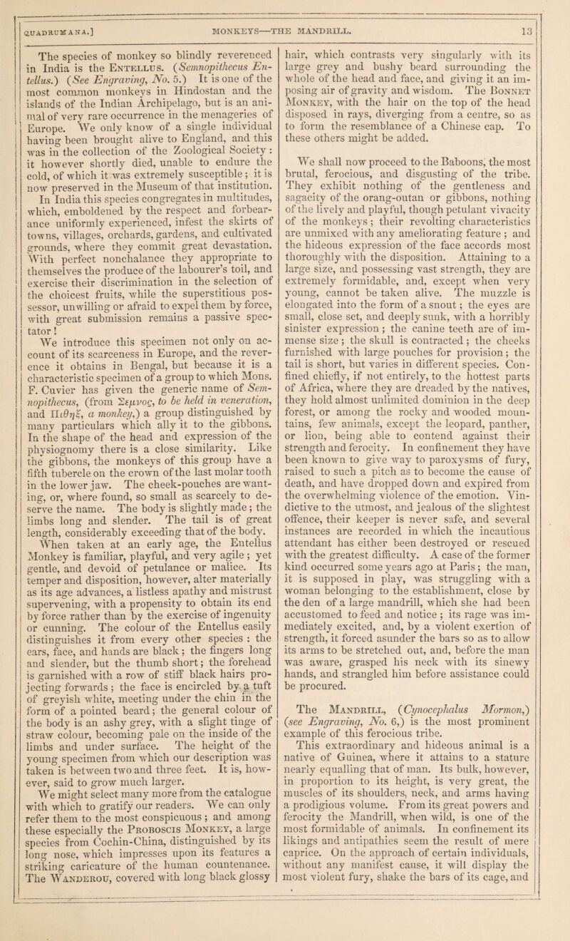 The species of monkey so blindly reverenced in India is the Entellus. (Semnopithecus Eji- most common monkeys in Hindostan and the nval of very rare occurrence in the menageries of Europe. We only know of a single individual having been brought alive to England, and this was in the collection of the Zoological Society : it however shortly died, unable to endure the cold, of which it was extremely susceptible; it is now preserved in the Museum of that institution. In India this species congregates in multitudes, which, emboldened by the respect and forbear¬ ance uniformly experienced, infest the skirts of towns, villages, orchards, gardens, and cultivated grounds, whei’e they commit great devastation. With perfect nonchalance they appropriate to themselves the produce of the labourer’s toil, and exercise their discrimination in the selection of the choicest fruits, while the superstitious pos¬ sessor, unwilling or afraid to expelthem by force, with great submission remains a passive spec¬ tator ! We introduce this specimen not only on ac¬ count of its scarceness in Europe, and the rever¬ ence it obtains in Bengal, but because it is a characteristic specimen of a group to which Mons. F. Cuvier has given the generic name of Sem- nopithecus, (from 'Sepvog, to be held in veneration, and a monkey,') a group distinguished by many particulars which ally it to the gibbons. In the shape of the head and expresdon of the physiognomy there is a close similarity. Like the gibbons, the monkeys of this group have a fifth tubercle on the crown of the last molar tooth in the lower jaw. The cheek-pouches are want¬ ing, or, where found, so small as scarcely to de¬ serve the name. The body is slightly made ; the limbs long and slender. The tail is of great length, considerably exceeding that of the body. When taken at an early age, the Entellus Monkey is familiar, playful, and very agile ; yet gentle, and devoid of petulance or malice. ^ Its temper and disposition, however, alter materially as its age advances, a listless apathy and mistrust supervening, with a propensity to obtain its end by force rather than by the exercise of ingenuity or cunning. The colour of the Entellus easily distinguishes it from every other species : the ears, face, and hands are black; the fingers long and slender, but the thumb short; the forehead is garnished with a row of stiff black hairs pro¬ jecting forwards ; the face is encircled by. |l tuft of greyish white, meeting under the chin iii the form of a pointed beard; the general colour of straw colour, becoming pale on the inside of the limbs and under surface. The height of the young specimen from which our description was taken is between two and three feet. It is, how¬ ever, said to grow much larger. We might select many more from the catalogue with which to gratify our readers. We can only refer them to the most conspicuous ; and among these especially the Proboscis Monkey, a large species from Cochin-China, distinguished by its long nose, which impresses upon its features a striking caricature of the human countenance. The Wanderou, covered with long black glossy hair, which contrasts very singularly with its large grey and bushy beard surrounding the posing air of gravity and wisdom. The Bonnet disposed in rays, diverging from a centre, so as to form the resemblance of a Chinese cap. To these others might be added. We shall now proceed to the Baboons, the most brutal, ferocious, and disgusting of the tribe. They exhibit nothing of the gentleness and sagacity of the orang-outan or gibbons, nothing of the lively and playful, though petulant vivacity of the monkeys ; their revolting characteristics are unmixed with any ameliorating feature ; and the hideous expression of the face accords most thoroughly with the disposition. Attaining to a large size, and possessing vast strength, they are extremely formidable, and, except when very young, cannot be taken alive. The muzzle is elongated into the form of a snout; the eyes are small, close set, and deeply sunk, with a horribly sinister expression; the canine teeth are of im¬ mense size ; the skull is contracted ; the cheeks furnished with large pouches for provision; the tail is short, but varies in different species. Con¬ fined chiefly, if not entirely, to the hottest parts of Africa, where they are dreaded by the natives, they hold almost unlimited dominion in the deep forest, or among the rocky and wooded moun¬ tains, few animals, except the leopard, panther, or lion, being able to contend against their strength and ferocity. In confinement they have been knowm to give way to paroxysms of fury, raised to such a pitch as to become the cause of death, and have dropped down and expired from the overwhelming violence of the emotion. Vin¬ dictive to the utmost, and jealous of the slightest offence, their keeper is never safe, and several instances are recorded in which the incautious attendant has either been destroyed or rescued with the greatest difficulty. A case of the former kind occurred some years ago at Paris ; the man, it is supposed in play, was struggling with a woman belonging to the establishment, close by the den of a large mandrill, which she had been accustomed to feed and notice ; its rage was im¬ mediately excited, and, by a violent exertion of strength, it forced asunder the bars so as to allow its arms to be stretched out, and, before the man was aware, grasped his neck with its sinewy hands, and strangled him before assistance could be procured. The Mandrill, (Cynocephalus Mormon,) example of this ferocious tribe. This extraordinary and hideous animal is a native of Guinea, where it attains to a stature nearly equalling that of man. Its bulk, however, in proportion to its height, is very great, the muscles of its shoulders, neck, and arms having a prodigious volume. From its great powers and ferocity the Mandrill, when wild, is one of the most formidable of animals. In confinement its likings and antipathies seem the result of mei'e caprice. On the approach of certain individuals, without any manifest cause, it will display the most violent fury, shake the bars of its cage, and