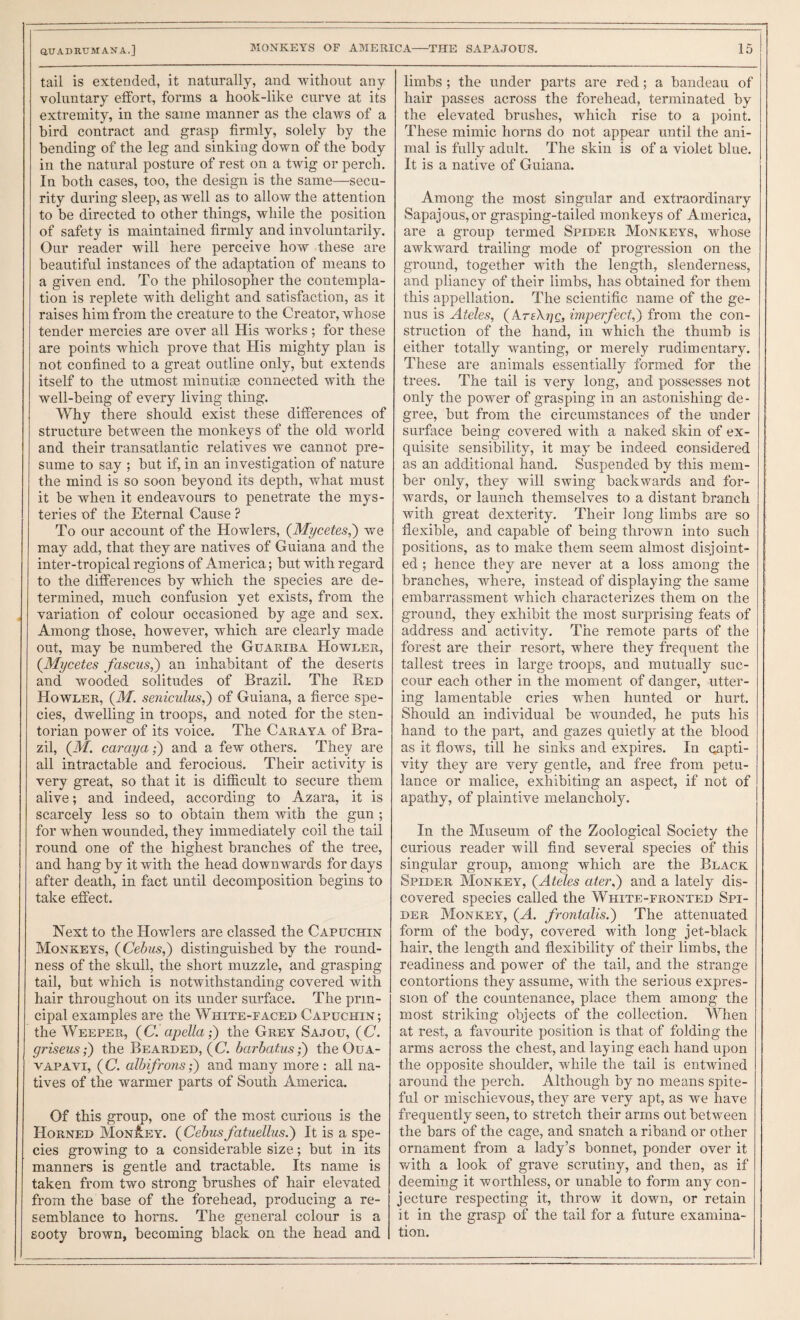 tail is extended, it naturally, and without any voluntary effort, forms a hook-like curve at its extremity, in the same manner as the claws of a bird contract and grasp firmly, solely by the bending of the leg and sinking down of the body in the natural posture of rest on a twig or perch. In both cases, too, the design is the same—secu¬ rity during sleep, as well as to allow the attention to be directed to other things, while the position of safety is maintained firmly and involuntarily. Our reader will here perceive how these are beautiful instances of the adaptation of means to a given end. To the philosopher the contempla¬ tion is replete with delight and satisfaction, as it raises him from the creature to the Creator, whose tender mercies are over all His works; for these are points which prove that His mighty plan is not confined to a great outline only, but extends itself to the utmost minutise connected with the well-being of every living thing. Why there should exist these differences of structure between the monkeys of the old world and their transatlantic relatives we cannot pre¬ sume to say ; hut if, in an investigation of nature the mind is so soon beyond its depth, what must it be when it endeavours to penetrate the mys¬ teries of the Eternal Cause ? To our account of the Howlers, {Mycetes,') we may add, that thej'’ are natives of Guiana and the inter-tropical regions of America; hut with regard to the differences by which the species are de¬ termined, much confusion yet exists, from the variation of colour occasioned by age and sex. Among those, however, which are clearly made out, may he numbered the Guariba Howler, {Mycetes fascus,) an inhabitant of the deserts and wooded solitudes of Brazil. The Red Howler, {M. seniculus,') of Guiana, a fierce spe¬ cies, dwelling in troops, and noted for the sten¬ torian power of its voice. The Caraya of Bra¬ zil, (Af. caraya;) and a few others. They are all intractable and ferocious. Their activity is very great, so that it is difficult to secure them alive; and indeed, according to Azara, it is scarcely less so to obtain them with the gun ; for when wounded, they immediately coil the tail round one of the highest branches of the tree, and hang by it with the head downwards for days after death, in fact until decomposition begins to take effect. Next to the Howlers are classed the Capuchin Monkeys, {Cebus,) distinguished by the round¬ ness of the skull, the short muzzle, and grasping tail, but which is notwithstanding covered with hair throughout on its under surface. The prin¬ cipal examples are the White-faced Capuchin; the Weeper, (G. apella;) the Grey Sajou, (G. griseus;) the Bearded, (G. barbaf.usf) theOuA- vAPAVi, (G. albifrons;) and many more : all na¬ tives of the warmer parts of South America. Of this group, one of the most curious is the Horned Monkey. (Cebiisfatiiellus.') It is a spe¬ cies growing to a considerable size; but in its manners is gentle and tractable. Its name is taken from two strong brushes of hair elevated from the base of the forehead, producing a re¬ semblance to horns. The general colour is a sooty brown, becoming black on the head and limbs ; the under parts are red; a bandeau of hair passes across the forehead, terminated by the elevated brushes, which rise to a point. These mimic horns do not appear until the ani¬ mal is fully adult. The skin is of a violet blue. It is a native of Guiana. Among the most singular and extraordinary Sapajous, or grasping-tailed monkeys of America, are a group termed Spider Monkeys, whose awkward trailing mode of progression on the ground, together with the length, slenderness, and pliancy of their limbs, has obtained for them this appellation. The scientific name of the ge¬ nus is Ateles, (AreXr/c, imperfect,') from the con¬ struction of the hand, in which the thumb is either totally wanting, or merely rudimentary. These are animals essentially formed for the trees. The tail is very long, and possesses not only the power of grasping in an astonishing de¬ gree, but from the circumstances of the under surface being covered with a naked skin of ex¬ quisite sensibility, it may be indeed considered as an additional hand. Suspended by this mem¬ ber only, they will swing backwards and for¬ wards, or launch themselves to a distant branch with great dexterity. Their long limbs are so flexible, and capable of being thrown into such positions, as to make them seem almost disjoint¬ ed ; hence they are never at a loss among the branches, where, instead of displaying the same embarrassment which characterizes them on the ground, they exhibit the most surprising feats of address and activity. The remote parts of the forest are their resort, where they frequent the tallest trees in large troops, and mutually suc¬ cour each other in the moment of danger, utter¬ ing lamentable cries when hunted or hurt. Should an individual be wounded, he puts his hand to the part, and gazes quietly at the blood as it flows, till he sinks and expires. In capti¬ vity they are very gentle, and free from petu¬ lance or malice, exhibiting an aspect, if not of apathy, of plaintive melancholy. In the Museum of the Zoological Society the curious reader will find several species of this singular group, among which are the Black Spider Monkey, (^Ateles ater,) and a lately dis¬ covered species called the White-fronted Spi¬ der Monkey, (A. frontalis.) The attenuated form of the body, covered with long jet-black hair, the length and flexibility of their limbs, the readiness and power of the tail, and the strange contortions they assume, with the serious expres¬ sion of the countenance, place them among the most striking objects of the collection. MTien at rest, a favourite position is that of folding the arms across the chest, and laying each hand upon the opposite shoulder, while the tail is entwined around the perch. Although by no means spite¬ ful or mischievous, they are very apt, as we have frequently seen, to stretch their arms out between the bars of the cage, and snatch a riband or other ornament from a lady’s bonnet, ponder over it with a look of grave scrutiny, and then, as if deeming it worthless, or unable to form any con¬ jecture respecting it, throw it down, or retain it in the grasp of the tail for a future examina¬ tion.