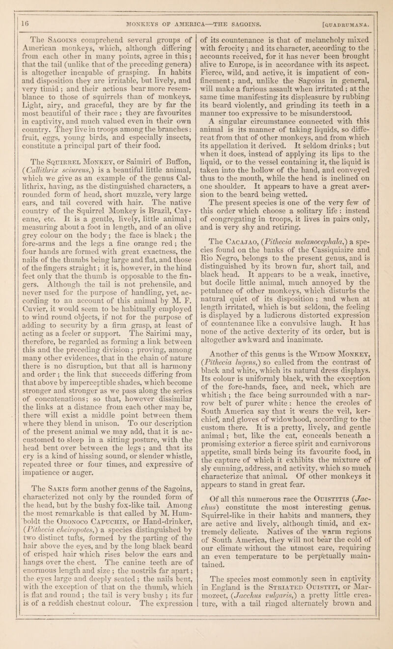 The Sagoins comprehend several groups of American monkeys, which, although differing from each other in many points, agree in this; that the tail (unlike that of the preceding genera) is altogether incapable of grasping. In habits and disposition they are irritable, but lively, and very timid ; and their actions bear more resem¬ blance to those of squirrels than of monkeys. Light, airy, and graceful, they are by far the most beautiful of their race ; they are favourites in captivity, and much valued even in their own country. They live in troops among the branches: fruit, eggs, young birds, and especially insects, constitute a principal part of their food. The Squirrel Monkey, or Saimiri of Buffbn, (Callithrix sciureus,) is a beautiful little animal, which we give as an example of the genus Cal- lithrix, having, as the distinguished characters, a rounded form of head, short muzzle, very large ears, and tail covered with hair. The native country of the Squirrel Monkey is Brazil, Cay¬ enne, etc. It is a gentle, lively, little animal; measuring about a foot in length, and of an olive grey colour on the body; the face is black ; the fore-arms and the legs a fine orange red; the four hands are formed with great exactness, the nails of the thumbs being large and flat, and those of the fingers straight; it is, however, in the hind feet only that the thumb is opposable to the fin¬ gers. Although the tail is not prehensile, and never used for the purpose of handling, yet, ac¬ cording to an account of this animal by M. F. Cuvier, it would seem to be habitually employed to wind round objects, if not for the purpose of adding to security by a firm grasp, at least of acting as a feeler or support. The Sairimi may, therefore, be regarded as forming a link between this and the preceding division ; proving, among many other evidences, that in the chain of nature there is no disruption, but that all is harmony and order ; the link that succeeds differing from that above by imperceptible shades, which become stronger and stronger as we pass along the series of concatenations; so that, however dissimilar the links at a distance from each other may be, there will exist a middle point between them where they blend in unison. To our description of the present animal we may add, that it is ac¬ customed to sleep in a sitting posture, with the head bent over between the legs ; and that its cry is a kind of hissing sound, or slender whistle, repeated three or four times, and expressive of impatience or anger. The Sakis form another genus of the Sagoins, characterized not only by the rounded form of the head, but by the bushy fox-like tail. Among the most remarkable is that called by M. Hum¬ boldt the Oronoco Capuchin, or Hand-drinker, (Plthecia cheiropotes,') a species distinguished by two distinct tufts, formed by the parting of the hair above the eyes, and by the long black beard of crisped hair which rises below the ears and hangs over the chest. The canine teeth are of enormous length and size ; the nostrils far apart; the eyes large and deeply seated ; the nails bent, with the exception of that on the thumb, which is flat and round ; the tail is very bushy ; its fur is of a reddish chestnut colour. The expression of its countenance is that of melancholy mixed with ferocity; and its character, according to the accounts received, for it has never been brought alive to Europe, is in accordance with its aspect. Fierce, wild, and active, it is impatient of con¬ finement ; and, unlike the Sagoins in general, will make a furious assault when irritated; at the same time manifesting its displeasure by rubbing its beard violently, and grinding its teeth in a manner too expressive to be misunderstood. A singular circumstance connected with this animal is its manner of taking liquids, so diffe¬ rent from that of other monkeys, and from which its appellation it derived. It seldom drinks; but when it does, instead of applying its lips to the liquid, or to the vessel containing it, the liquid is taken into the hollow of the hand, and conveyed thus to the mouth, while the head is inclined on one shoulder. It appears to have a great aver¬ sion to the beard being wetted. The present species is one of the very few of this order which choose a solitary life : instead of congregating in troops, it lives in pairs only, and is very shy and retiring. The Cacajao, {Pithecia melanocephala,') a spe¬ cies found on the banks of the Cassiquiaire and Rio Negro, belongs to the present genus, and is distinguished by its brown fur, short tail, and black head. It appears to be a weak, inactive, but docile little animal, much annoyed by the petulance of other monkeys, which disturbs the natural quiet of its disposition ; and when at length irritated, which is but seldom, the feeling is displayed by a ludicrous distorted expression of countenance like a convulsive laugh. It has none of the active dexterity of its order, but is altogether awkward and inanimate. Another of this genus is the Wiuow Monkey, {Pithecia lugens,') so called from the contrast of black and white, which its natural dress displays. Its colour is uniformly black, with the exception of the fore-hands, face, and neck, which are whitish ; the face being surrounded with a nar¬ row belt of pirrer white : hence the creoles of South America say that it wears the veil, ker¬ chief, and gloves of widowhood, according to the custom there. It is a pretty, lively, and gentle animal; but, like the cat, conceals beneath a promising exterior a fierce spirit and carnivorous appetite, small birds being its favourite food, in the capture of which it exhibits the mixture of sly cunning, address, and activity, which so much characterize that animal. Of other monkeys it appears to stand in great fear. Of all this numerous race the Ouistitis (Jac- chus) constitute the most interesting genus. Squirrel-like in their habits and manners, they are active and lively, although timid, and ex¬ tremely delicate. Natives of the warm regions of South America, they will not bear the cold of our climate without the utmost care, requiring an even temperature to be perpetually main¬ tained. The species most commonly seen in captivity in England is the Striated Ouistiti, or Mar- mozeet, {Jacclms vulgaris,') a pretty little crea¬ ture, with a tail ringed alternately brown and