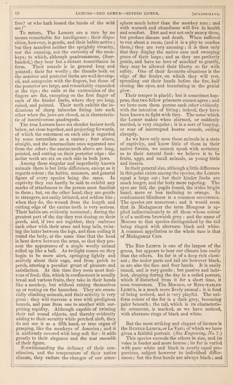 free ? or who hath loosed the hands of the wild ass ?” To return. The Lemurs are a race by no means remarkable for intelligence : their dispo¬ sition, however, is gentle, and their habits active ; hut they manifest neither the sprightly vivacity, nor the cunning, nor the curiosity of the mon¬ keys; to which, although quadrumanous, (four- handed,) they bear but a distant resemblance in form. Their muzzle is in general long and pointed; their fur woolly; the thumbs both on the anterior and posterior limbs are well develop¬ ed, and antagonise with the fingers, but those of the posterior are large, and remarkably expanded at the tips; the nails at the extremities of the fingers are flat, excepting on the first finger of each of the hinder limbs, where they are long, raised, and pointed. Their teeth exhibit the in¬ dications of sharp tubercles fitting into each other when the jaws are closed, as is characteris¬ tic of insectivorous quadrupeds. The true Lemurs have six slender incisor teeth below, set close together, and projecting forwards, of which the outermost on each side is regarded by some naturalists as a canine ; four above, straight, and the intermediate ones separated one from the other; the canine teeth above are long, pointed, and cutting on their posterior edge : the molar teeth are six on each side in both jaws. Among these singular and imperfectly known animals there is but little difference, except as it regards colour; the habits, manners, and general figure of every species being the same. In captivity they can hardly be said to exhibit any marks of attachment to the person most familiar to them; but, on the other hand, they are gentle to strangers, not easily irritated, and seldom bite ; when they do, the wound from the length and cutting edge of the canine teeth is very serious. Their habits are evidently nocturnal; during the greatest part of the day they rest dozing on their perch, and, if two are togethet, they embrace each other with their arms and long tails, twist¬ ing the latter between the legs, and then coiling it round the body, at the same time 'that the head is bent dov/n between the arms, so that they pre¬ sent the appearance of a single wmolly animal rolled up like a ball. As twilight comes on they begin to be more alert, springing lightly and actively about their cage, and from perch to perch, uttering a peculiar grunt of pleasure and satisfaction. At this time they seem most desi¬ rous of food; tliis, which in confinement is usually bread and various fruits, they take in their hands like a monkey, but without raising themselves up or resting on the haunches. They are essen¬ tially climbing animals, and their activity is very great: they will traverse a tree with prodigious bounds, and pass from one to another with sur¬ prising rapidity. Although capable of twisting their tail round objects, and thereby evidently adding to their security while perched aloft, they do not use it as a fifth hand, or true organ of grasping, like the monkeys of America; and it is uniformly covered with long soft fur : it adds greatly to their elegance and the tout ensemble of their figure. Notwithstanding the delicacy of their con¬ stitution, and the temperature of their native climate, they endure the changes of our atmo¬ sphere much better than the monkey race ; and with warmth and cleanliness will live in health and comfort. Dirt and wet not only annoy them, but produce disease and death. When suffered to run about a room, (and it is a pity to confine them,) they are very amusing; it is then only that they display the native ease and sweeping grace of their leaps ; and as they are perfectly gentle, and have no love of mischief to gratify, they may be allowed their liberty so far with safety. One of their favourite situations is the edge of the fender, on which they will rest, spreading out their hands before the fire, half closing the eyes, and luxuriating in the genial glow. Their temper is placid; but it sometimes hap¬ pens, that two fellow prisoners cannot agree; and we have seen them pursue each other evidently with the intention of biting; indeed, they have been known to fight with fury. The noise which the Lemur makes when alarmed, or suddenly startled, is very singular; it is a sort of braying, or roar of interrupted hoarse sounds, ending abruptly. As we have only seen these animals in a state of captivity, and know little of them in their native forests, we cannot speak with certainty as to their natural food: we believe it to be fruits, eggs, and small animals, as young birds and insects. In their general size, although a little difference in this point exists among the species, the Lemurs equal a large cat; but their hinder limbs are much longer, and the body more tapering. The eyes are full, the pupils round, the irides bright hazel, more or less inclining to orange. In confinement blindness is a common occurrence. The species are numerous; and it would seem that in Madagascar the term Mongous is ap¬ plied indiscriminately to all those whose colour is of a uniform brownish grey : and the name of Mococo to that species distinguished by the tail being ringed with alternate black and white. A common appellation to the whole race is that of Madagascar Cats. The Red Lemur is one of the largest of the genus, but appears to bear our climate less easily than the others. Its fur is of a deep rich chest¬ nut ; the under parts and tail are however black, as are also the face and four hands. It is easily tamed, and is very gentle ; but passive and indo¬ lent, sleeping during the day in a coiled posture, which if disturbed from it for a short time, it soon reassumes. The Mococo, or Ring-tailed Lemur, is a much more lively animal; it is fond of being noticed, and is very playful. The uni¬ form colour of the fur is a dark grey, becoming paler beneath ; the tail, which is its characteris¬ tic ornament, is marked, as we have noticed, with alternate rings of black and white. But the most striking and elegant of its race is the Ruffed Lemur, or Le Vari; of which we have givmn a faithful portrait. {See Engraving, No. 7.) This species exceeds the others in size, and its voice is louder and more hoarse ; its fur is varied with pure white and black in nearly equal pro- j portions, subject however to individual difiFer- j ences; but the four hands are always black; and j