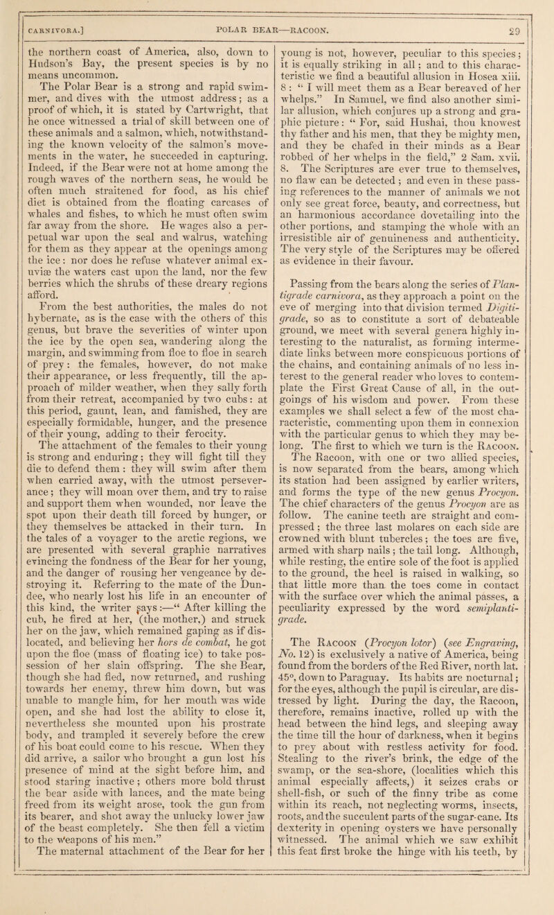 the northern coast of America, also, down to Hudson’s Bay, the present species is hy no means uncommon. The Polar Bear is a strong and rapid swim¬ mer, and dives with the utmost address; as a proof of which, it is stated hy Cartwright, that he once witnessed a trial of skill between one of these animals and a salmon, which, notwithstand¬ ing the known velocity of the salmon’s move¬ ments in the water, he succeeded in capturing. Indeed, if the Bear were not at home among the rough waves of the northern seas, he would be often much straitened for food, as his chief diet is obtained from the floating carcases of whales and fishes, to w'hich he must often swim far away from the shore. He wages also a per¬ petual war upon the seal and walrus, watching for them as they appear at the openings among the ice; nor does he refuse whatever animal ex¬ uviae the waters cast upon the land, nor the few berries which the shrubs of these dreary regions aflbrd. From the best authorities, the males do not hyhernate, as is the case with the others of this genus, hut brave the severities of winter upon the ice by the open sea, wandering along the margin, and swimming from floe to floe in search of prey: the females, however, do not make their appearance, or less frequently, till the ap¬ proach of milder weather, when they sally forth from their retreat, accompanied by two cubs: at this period, gaunt, lean, and famished, they are especially formidable, hunger, and the presence of their young, adding to their ferocity. The attachment of the females to their young is strong and enduring ; they will fight till they die to defend them : they will swim after them when carried away, with the utmost persever¬ ance ; they will moan over them, and try to raise and support them when wounded, nor leave the spot upon their death till forced by hunger, or they themselves be attacked in their turn. In the tales of a voyager to the arctic regions, we are presented with several graphic narratives evincing the fondness of the Bear for her young, and the danger of rousing her vengeance by de¬ stroying it. Referring to the mate of the Dun¬ dee, who nearly lost his life in an encounter of this kind, the writer pys:—“ After killing the cub, he fired at her, (the mother,) and struck her on the jaw, which remained gaping as if dis¬ located, and believing her hors de combat, he got upon the floe (mass of floating ice) to take pos¬ session of her slain off'spring. The she Bear, though she had fled, now returned, and rushing towards her enemy, threw him down, but was unable to mangle him, for her mouth was wide open, and she had lost the ability to close it, nevertheless she mounted upon his prostrate body, and trampled it severely before the crew of his boat could come to his rescue. When they did arrive, a sailor who brought a gun lost his presence of mind at the sight before him, and stood staring inactive ; others more bold thrust the bear aside with lances, and the mate being freed from its weight arose, took the gun from its bearer, and shot away the unlucky lower jaw of the beast completely. She then fell a victim to the Weapons of his men.” The maternal attachment of the Bear for her young is not, however, peculiar to this species; it is equally striking in all; and to this charac¬ teristic we find a beautiful allusion in Hosea xiii. 8 : “ I will meet them as a Bear bereaved of her whelps.” In Samuel, we find also another simi¬ lar allusion, which conjures up a strong and gra¬ phic picture: “ For, said Hushai, thou knowest thy father and his men, that they be mighty men, and they be chafed in their minds as a Bear robbed of her whelps in the field,” 2 Sam. xvii. 8. The Scriptures are ever true to themselves, no flaw can be detected ; and even in these pass¬ ing references to the manner of animals we not only see great force, beauty, and correctness, but an harmonious accordance dovetailing into the other portions, and stamping the whole with an irresistible air of genuineness and authenticity. The very style of the Scriptures maj^ be oflcred as evidence in their favour. Passing from the bears along the series of Plan¬ tigrade carnivora, as they approach a point on the eve of merging into that division termed Pigiti- grade, so as to constitute a sort of debateable ground, we meet with several genera highly in¬ teresting to the naturalist, as forming interme¬ diate links between more conspicuous portions of ' the chains, and containing animals of no less in¬ terest to the general reader who loves to contem¬ plate the First Great Cause of all, in the out¬ goings of his wisdom and power. From these examples we shall select a few of the most cha¬ racteristic, commenting upon them in connexion with the particular genus to which they may be¬ long. The first to which we turn is the Racoon. The Racoon, with one or two allied species, is now separated from the bears, among which its station had been assigned by earlier writers, and forms the type of the new genus Procyon. The chief characters of the genus Procyon are as follow. The canine teeth are straight and com¬ pressed ; the three last molares on each side are crowned with blunt tubercles; the toes are five, armed with sharp nails ; the tail long. Although, while resting, the entire sole of the foot is applied to the ground, the heel is raised in walking, so that little more than, the toes come in contact with the surface over which the animal passes, a peculiarity expressed by the word semiplanti¬ grade. The Racoon (Procyon lotor) (see Engraving, No. 12) is exclusively a native of America, being found from the borders of the Red River, north lat. 45°, down to Paraguay. Its habits are nocturnal; for the eyes, although the pupil is circular, are dis¬ tressed by light. During the day, the Racoon, therefore, remains inactive, rolled up with the head between the hind legs, and sleeping away the time till the hour of darkness, when it begins to prey about with restless activity for food. Stealing to the river’s brink, the edge of the swamp, or the sea-shore, (localities which this animal especially affects,) it seizes crabs or shell-fish, or such of the finny tribe as come within its reach, not neglecting worms, insects, roots, and the succulent parts of the sugar-cane. Its dexterity in opening oysters we have personally witnessed. The animal which we saw exhibit this feat first broke the hinge with his teeth, by