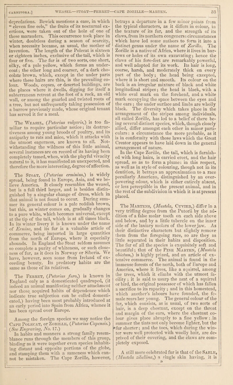 depredations. Bewick mentions a case, in which “ eleven fine eels,” the fruits of its nocturnal ex¬ ertions, were taken out of the hole of one of these marauders. This occurrence took place in winter, doubtless during a season of scarcity, when necessity became, as usual, the mother of invention. The length of the Polecat is sixteen or eighteen inches, exclusive of the tail, which is four or five. The fur is of two sorts, one short, silky, of a pale yellow, which forms an under¬ coat ; the other long and coarser, of a dark cho¬ colate brown, which, except in the under parts where these hairs are thin, is the prevailing co¬ lour. Woods, copses, or deserted buildings, are the places where it dwells, digging for itself a subterranean retreat at the foot of a rock, an old wall, or among the gnarled and twisted roots of a tree, but not unfrequently taking possession of a burrow previously made, whose original tenant has served it for a meal. The Weasel, (Putorius vulgaris,') is too fa¬ miliar to require particular notice; its destruc¬ tiveness among young broods of poultry, and its antipathy to rats and mice, which it attacks with the utmost eagerness, are known to all. Not¬ withstanding the wddness of this little animal, several instances are on record of its having been completely tamed, when, with the playful vivacity natural to it, it has manifested an unexpected, and therefore the more interesting, degree of affection. The Stoat, (Putorius erminius,') is widely spread, being found in Europe, Asia, and we be¬ lieve America. It closely resembles the weasel, but is a full third larger, and is besides distin¬ guished by^ a singular change of dress, which in that animal is not found to occur. During sum¬ mer its general colour is a pale reddish brown, but this, as winter comes on, gradually changes to a pure white, which becomes universal, except at the tip of the tail, which is at all times black. In its winter livery it is known under the name of Ermine, and its fur is a valuable article of commerce, being imported in large quantities from the north of Europe, where it especially abounds. In England the Stoat seldom assumes so complete a purity of whiteness, or such close- . ness of fur, as it does in Norway or Siberia. We have, however, seen some from Ireland of ex¬ ceeding beauty. Its predatory habits are the same as those of its relatives. The Ferret, (Putorius furo,') is known in England only as a domesticated quadruped, (it indeed an animal manifesting neither attachment nor those acquired habits of dependence which indicate true subjection can be called domesti¬ cated,) having been most probably introduced at an early period into Spain from Africa, whence it has been spread over Europe. Among the foreign species we may notice the Cape Polecat, or Zorille, (Putorius Capensis.') (See Engraving, No. 17.) In habits arid manners a strong family resem¬ blance runs through the members of this group, binding as it were together even species inhabit¬ ing distant and opposite portions of the globe, and stamping them with a sameness which can¬ not be mistaken. The Cape Zorille, however. betrays a departure in a few minor points from the typical characters, as it differs in colour, in the texture of its fur, and the strength of its claws, from its northern congeners: circumstances which have led some authors to form it into a distinct genus under the name of Zorilla. The Zorille is a native of Africa, where it lives in bur¬ rows or holes of its own excavating; hence the claws of his fore-feet are remarkably powerful, and well adapted for its work. Its hair is long, coarse, harsh, and moderately thick on every part of the body; the head being excepted, where it is short and smooth. Its colour on the back is an irregular mixture of black and white longitudinal stripes; the head is black, with a white oval mark on the forehead, and a w'hite mark occupying the space between the eyes and the ears ; the under surface and limbs are wholly black. The diversity which takes place in the arrangement of the stripes among individuals, all called Zorille, has led to a belief of there be¬ ing several distinct species, which, though closely allied, differ amongst each other in minor parti¬ culars ; a circumstance the more probable, as it is in conformity with those laws which the Great Creator appears to have laid dowm in the general arrangement of nature. In the Cape Zorille, the tail, which is furnish¬ ed with long hairs, is carried erect, and the hair spread, so as to form a plume: in this respect, as well as in style of colouring, though not in its dentition, it betrays an approximation to a race peculiarly American, distinguished by an over¬ powering odour, which is either entirely absent, or less perceptible in the present animal, and in the rest of the subdivision in which it is at present placed. The Martens, (Mustela, Cuvier,) differ in a very trifling degree from the Putorii by the ad¬ dition of a false molar tooth on each side above and below, and by a little tubercle on the inner side of the laniary molars of the lower jaw. As their distinctive characters but slightly remove them from the foregoing race, so are they as little separated in their habits and disposition. The fur of all the species is exquisitely soft and beautiful; that of the Pine Marten, (Mustela abietum,') is highly prized, and an article of ex¬ tensive commerce. The animal is found in the immense forests of the north, both of Europe and America, where it lives, like a squirrel, among the trees, which it climbs with the utmost fa¬ cility ; it is said to usurp the nest of a squirrel or bird, the original possessor of which has fallen a sacrifice to its rapacity ; and in this homestead, which another’s labours have founded, the fe¬ male rears her young. The general colour of the fur, which consists, as is usual, of two sorts of hair, is a deep chestnut, except on the throat and margin of the ears, where the chestnut co¬ lour gives place abruptly to a fine yellow : in summer the tints not only become lighter, but the ^fur shorter; and the toes, which during the win¬ ter were well protected with woolly hair, are de¬ prived of their covering, and the claws are com¬ pletely exposed. A still more celebrated fur is that of the Sable, (Mustela zihellina,') a single skin having, it is I)