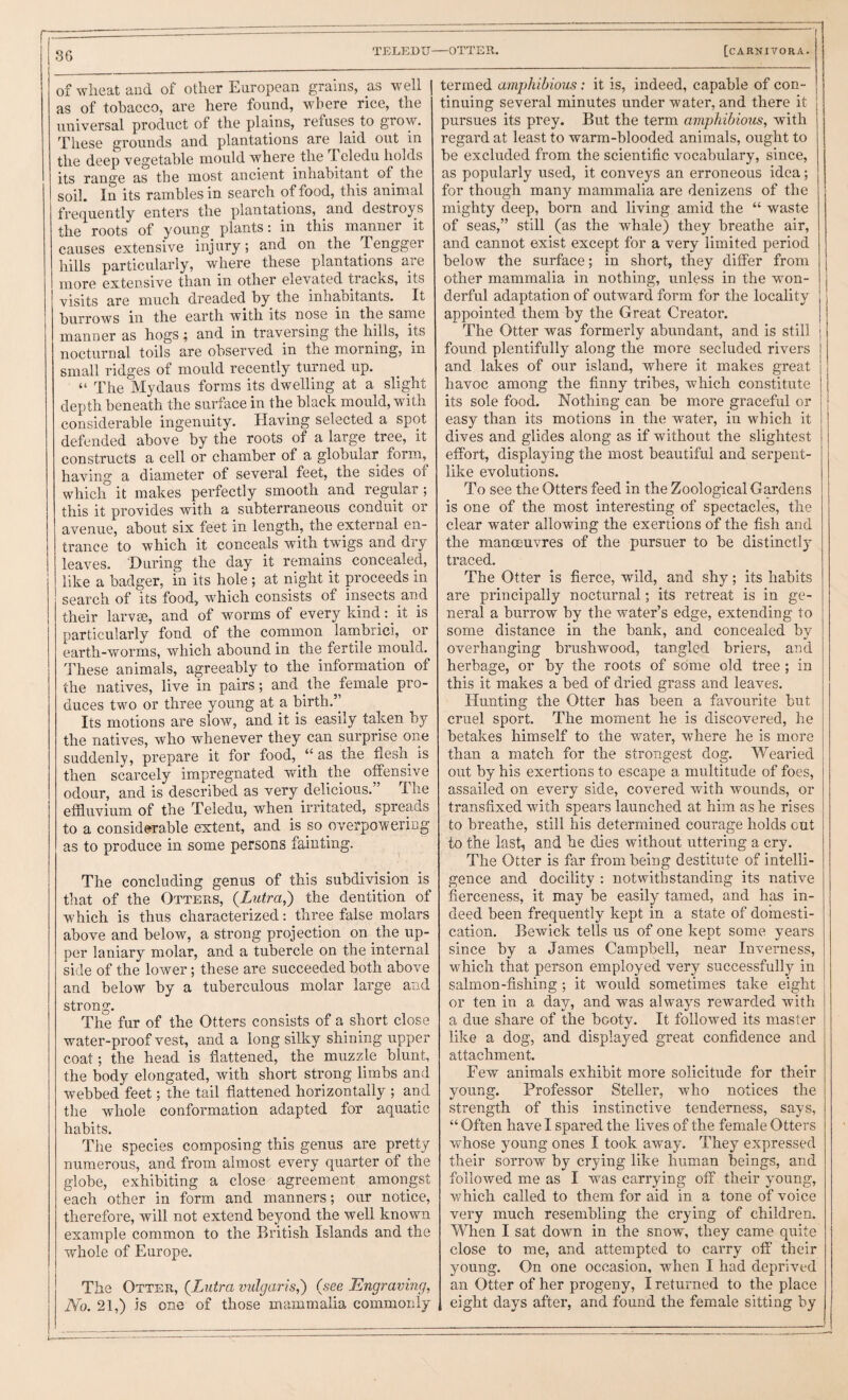 TELEDU of wheat aud of other European grains, as well \ as of tobacco, are here found, where rice, the universal product of the plains, refuses to grow. These grounds and plantations are laid out in the deep vegetable mould where the Teledu holds its range as the most ancient inhabitant of the soil. In its rambles in search of food, this animal fref^uently enters the plantations, and destroys the roots of young plants: in this manner it causes extensive injury; and on the Tengger hills particularly, where these plantations are more extensive than in other elevated tracks, its visits are much dreaded by the inhabitants. It burrows in the earth with its nose in the same manner as hogs; and in traversing the hills, its nocturnal toils are observed in the morning, in small ridges of mould recently turned up. “ The Mydaus forms its dwelling at a slight depth beneath the surface in the black mould, with considerable ingenuity. Having selected a spot defended above by the roots of a large tree, it constructs a cell or chamber of a globular form, having a diameter of several feet, the sides of which it makes perfectly smooth and regular; this it provides with a subterraneous conduit or avenue, about six feet in length, the external en¬ trance to which it conceals with twigs and dry leaves. During the day it remains concealed, like a badger, in its hole; at night it proceeds in search of its food, which consists of insects and their larvcB, and of worms of every kind : it is particularly fond of the common lambrici, or earth-worms, which abound in the fertile mould. These animals, agreeably to the information of the natives, live in pairs; and the ^female pro¬ duces two or three young at a birth.’’ Its motions are slow, and it is easily taken by the natives, who whenever they can surprise one suddenly, prepare it for food, “ as the flesh is then scarcely impregnated with the offensive odour, and is described as very delicious.” The efiluvium of the Teledu, when irritated, spreads to a considerable extent, and is so overpowering as to produce in some persons fainting. The concluding genus of this subdivision is that of the Otters, {Lutra^ the dentition of which is thus characterized: three false molars above and below, a strong projection on the up¬ per laniary molar, and a tubercle on the internal side of the lower; these are succeeded both above and below by a tuberculous molar large and strong. The fur of the Otters consists of a short close water-proof vest, and a long silky shining upper coat; the head is flattened, the muzzle blunt, the body elongated, with short strong limbs and webbed feet; the tail flattened horizontally ; and the whole conformation adapted for aquatic habits. The species composing this genus are pretty numerous, and from almost every quarter of the globe, exhibiting a close agreement amongst each other in form and manners; our notice, therefore, will not extend beyond the well known example common to the British Islands and the whole of Europe. The Otter, {hutra vulgaris,') (see Engraving, No. 21,) is one of those mammalia commonly OTTER. [carnivora. termed amphibious: it is, indeed, capable of con¬ tinuing several minutes under water, and there it I pursues its prey. But the term amphibious, with regard at least to warm-blooded animals, ought to be excluded from the scientific vocabulary, since, as popularly used, it conveys an erroneous idea; for though many mammalia are denizens of the mighty deep, born and living amid the “ waste of seas,” still (as the whale) they breathe air, and cannot exist except for a very limited period below the surface; in short, they differ from other mammalia in nothing, unless in the won¬ derful adaptation of outward form for the locality i appointed them by the Great Creator. i The Otter was formerly abundant, and is still j! found plentifully along the more secluded rivers I and lakes of our island, where it makes great j havoc among the finny tribes, which constitute | its sole food. Nothing can be more graceful or easy than its motions in the water, in which it dives and glides along as if without the slightest effort, displaying the most beautiful and serpent¬ like evolutions. To see the Otters feed in the Zoological Gardens is one of the most interesting of spectacles, the clear water allowing the exertions of the fish and the manoeuvres of the pursuer to be distinctly traced. The Otter is fierce, wild, and shy; its habits are principally nocturnal; its retreat is in ge¬ neral a burrow by the water’s edge, extending to some distance in the bank, and concealed bv overhanging brushwood, tangled briers, and herbage, or by the roots of some old tree ; in this it makes a bed of dried grass and leaves. Hunting the Otter has been a favourite but cruel sport. The moment he is discovered, he betakes himself to the water, where he is more than a match for the strongest dog. Wearied out by his exertions to escape a multitude of foes, assailed on every side, covered with wounds, or transfixed with spears launched at him as he rises to breathe, still his determined courage holds out to the last, and he dies without uttering a cry. The Otter is far from being destitute of intelli¬ gence and docility : notwithstanding its native fierceness, it may be easily tamed, and has in¬ deed been frequently kept in a state of domesti¬ cation. Bewick tells us of one kept some years since by a James Campbell, near Inverness, which that person employed very successfully in salmon-fishing ; it would sometimes take eight or ten in a day, and was always rewarded with a due share of the booty. It followed its master like a dog, and displayed great confidence and attachment. Few animals exhibit more solicitude for their young. Professor Steller, who notices the strength of this instinctive tenderness, says, “ Often have I spared the lives of the female Otters whose young ones I took away. They expressed their sorrow by crying like human beings, and followed me as I was carrying off their young, which called to them for aid in a tone of voice very much resembling the crying of children. When I sat down in the snow, they came quite close to me, and attempted to carry off their young. On one occasion, when I had deprived an Otter of her progeny, I returned to the place eight days after, and found the female sitting by