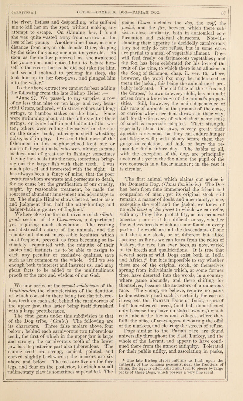 CARNIVORA.] OTTER-DOMESTIC the river, listless and desponding, who suffered me to kill her on the spot, without making any attempt to escape. On skinning her, I found she was quite wasted away from sorrow for the loss of her young. Another time I saw, at some distance from me, an old female Otter, sleeping by the side of a young one about a year old. As soon as the mother perceived us, she awakened the young one, and enticed him to betake him¬ self to the river; but as he did not take the hint, and seemed inclined to prolong his sleep, she took him up in her fore-paws, and plunged him into the water.” To the above extract we cannot forbear adding the following from, the late Bishop Heber “June 27. We passed, to my surprise, a row of no less than nine or ten large and very beau- -tiful Otters, tethered, with straw collars and long strings, to bamboo stakes on the bank. Some were swimming about at the full extent of their strings, or lying half in and half out of the wa¬ ter; others were rolling themselves in the sun on the sandy bank, uttering a shrill whistling noise, as if in play. I Avas told that most of the fishermen in this neighbourhood kept one or more of these animals, who were almost as tame as dogs, and of great use in fishing; sometimes driving the shoals into the nets, sometimes bring¬ ing out the larger fish with their teeth. I was much pleased and interested with the sight. It has always been a fancy of mine, that the poor creatures whom we waste and persecute to death, for no cause but the gratification of our cruelty, might, by reasonable treatment, be made the sources of abundant amusement and advantage to us. The simple Hindoo shows here a better taste and judgment than half the otter-hunting and badger-baiting gentry of England.” We here close the first sub-division of the digiti- grade section of the Carnassiers, a department y'et requiring much elucidation. The retiring and distrustful nature of the animals, and the remote and almost inaccessible localities which most frequent, prevent us from becoming so in¬ timately acquainted with the minutiae of their habits and instincts as to be able to assign to each any peculiar or exclusive qualities, save such as are common to the whole. StiU we see enough both to interest and instruct us, and may glean facts to be added to the multitudinous proofs of the care and wisdom of our God. We now arrive at the second subdivision of the Digitigrades, the characteristics of the dentition of which consist in there being two fla’t tubercu¬ lous teeth on each side, behind the carnivorous of the upper jaw, this latter being itself furnished with a large protuberance. The first genus under this subdivision is that of the Dog tribe, {Canis.) The following are its characters. Three false molars above, four below; behind each carnivorous two tuberculous teeth, the first of which in the upper jaw is large and strong; the carnivorous tooth of the lower jaw has its posterior part also tuberculous. The canine teeth are strong, conical, pointed, and curved slightly backwards; the incisors are six above and below. The toes are five on the fore legs, and four on the posterior, to which a small rudimentary claw is sometimes superadded. The DOG—PARIAH DOG. genus Canis includes the dog, the wolf, the jackal, and the fox, between which there sub¬ sists a close similarity, both in anatomical con¬ formation and external characters. Notwith¬ standing their appetite is decidedly carnivorous, they not only do not refuse, but in some cases are partial to a meal of vegetable aliment. Dogs will feed freely on farinaceous vegetables ; and the fox has been celebrated for his love of the fruit of the vine, to which there is an allusion in the Song of Solomon, chap. ii. ver. 15, where, however, the Avord fox may be understood to mean the jackal, this being the animal most pro¬ bably indicated. The old fable of the “ Fox and the Grapes,” known to every child, has no doubt arisen from a knowledge of the animal’s propen¬ sities. Still, however, the main dependence of this race of animals is the produce of the chase, or carrion which accident throws in their way, and for the discovery of which their acute sense of smell is expressly adapted. Their strength, especially about the jaws, is very great; their appetite is ravenous, but they can endure hunger and fatigue well; with plenty before them they gorge to repletion, and hide or bury the re¬ mainder for a future day. The habits of all, with the exception of the dog, are principally nocturnal; yet in the fox alone the pupil of the eye contracts in a linear manner; in the rest it is circular. The first animal which claims our notice is the Domestic Dog, (Canis familia?-is.) The Dog has been from time immemorial the friend and companion of man; yet its original stock stiU remains a matter of doubt and uncertainty, since, excepting the wolf and the jackal, we know of no wild beast of the forest to which we can refer, with any thing like probabilit}^ as its primeval ancestor ; nor is it less difficult to say, whether the endless breeds which are now found in every part of the Avorld are all the descendants of one and the same stock, or of different but allied species : as far as we can learn from the relics of history, the race has ever been, as now, varied in its breeds and qualifications. It is true that several sorts of wild Dogs exist both in India and Africa ;* but it is impossible to say whether these are of the original stock, or themselves sprung from individuals which, at some former time, have deserted into the woods, in a country where game abounds; and there shifting for themselves, became the ancestors of a numerous race. The young, we belicA^e, require no pains to domesticate ; and such is certainly the case as it respects the Pariah Dogs of India, a sort of half domesticated breed, (and half domesticated only because they have no stated owners,) which roam about the towns and villages, where they fulfil the office of scavengers, devouring the offal of the markets, and clearing the streets of refuse. Dogs similar to the Pariah race are found universally throughout the East, Turkey, and the whole of the Levant, and appear to have conti¬ nued there from the utmost antiquity. Tolerated for their public utility, and associating in packs, * The late Bishop Heber informs us that, upon the authority of the Khausa peasants, near the frontiers of China, the tiger is often killed and torn to pieces by large packs of these Dogs, AA'hich possess a very fine scent.