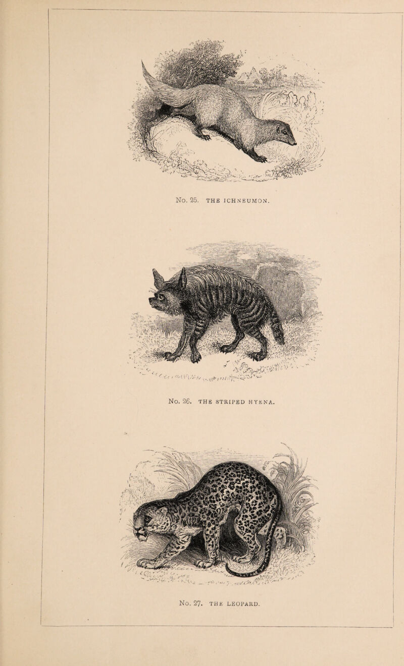 No. 26. THE STRIPED HYENA. No. 27. THE LEOPARD