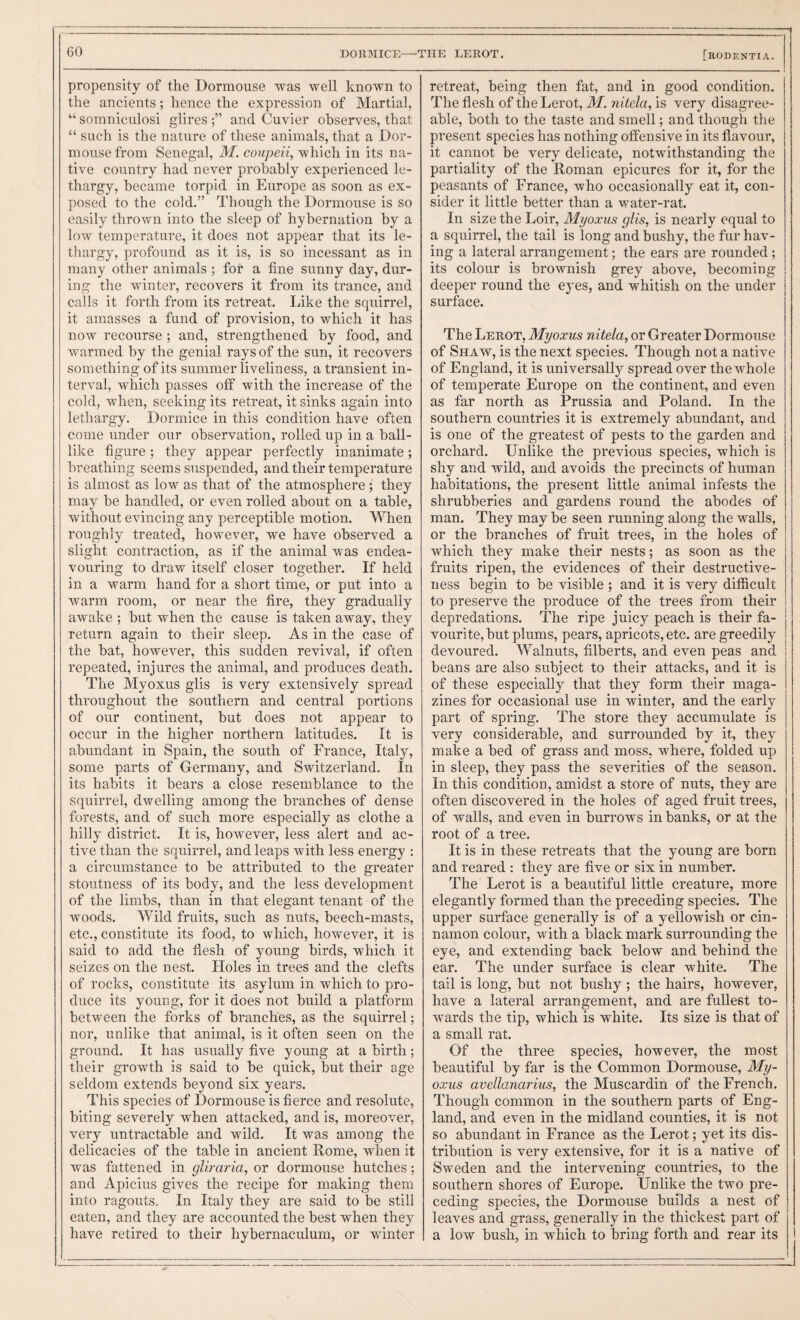 propensity of the Dormouse was well known to the ancients; hence the expression of Martial, “somniculosi glires and Cuvier observes, that “ such is the nature of these animals, that a Dor¬ mouse from Senegal, M. coupeii, which in its na¬ tive country had never probably experienced le¬ thargy, became torpid in Europe as soon as ex¬ posed to the cold.” Though the Dormouse is so easily thrown into the sleep of hybernation by a low temperature, it does not appear that its le¬ thargy, profound as it is, is so incessant as in many other animals ; for a fine sunny day, dur¬ ing the winter, recovers it from its trance, and calls it forth from its retreat. Like the squirrel, it amasses a fund of provision, to which it has now recourse ; and, strengthened by food, and warmed by the genial rays of the sun, it recovers something of its summer liveliness, a transient in¬ terval, which passes off with the increase of the cold, when, seeking its retreat, it sinks again into lethargy. Dormice in this condition have often come under our observation, rolled up in a ball¬ like figure ; they appear perfectly inanimate; breathing seems suspended, and their temperature is almost as low as that of the atmosphere; they may be handled, or even rolled about on a table, without evincing any perceptible motion. When roughly treated, however, we have observed a slight contraction, as if the animal was endea¬ vouring to draw itself closer together. If held in a warm hand for a short time, or put into a warm room, or near the fire, they gradually awake ; but when the cause is taken away, they return again to their sleep. As in the case of the bat, however, this sudden revival, if often repeated, injures the animal, and produces death. The Myoxus glis is very extensively spread throughout the southern and central portions of our continent, but does not appear to occur in the higher northern latitudes. It is abundant in Spain, the south of France, Italy, some parts of Germany, and Switzerland. In its habits it bears a close resemblance to the squirrel, dwelling among the branches of dense forests, and of such more especially as clothe a hilly district. It is, however, less alert and ac¬ tive than the squirrel, and leaps with less energy : a circumstance to be attributed to the greater stoutness of its body, and the less development of the limbs, than in that elegant tenant of the woods. Wild fruits, such as nuts, beech-masts, etc., constitute its food, to which, however, it is said to add the flesh of young birds, which it seizes on the nest. Holes in trees and the clefts of rocks, constitute its asylum in which to pro¬ duce its young, for it does not build a platform between the forks of branches, as the squirrel; nor, unlike that animal, is it often seen on the ground. It has usually five young at a birth; their growth is said to be quick, but their age seldom extends beyond six years. This species of Dormouse is fierce and resolute, biting severely when attacked, and is, moreover, very untractable and wild. It was among the delicacies of the table in ancient Rome, when it was fattened in glwaria, or dormouse hutches; and Apicius gives the recipe for making them into ragouts. In Italy they are said to be still eaten, and they are accounted the best when they have retired to their hybernaculum, or winter retreat, being then fat, and in good condition. The flesh of the Lerot, M. nitela, is very disagree¬ able, both to the taste and smell; and though the present species has nothing offensive in its flavour, it cannot he very delicate, notwithstanding the partiality of the Roman epicures for it, for the peasants of France, who occasionally eat it, con¬ sider it little better than a water-rat. In size the Loir, Myoxus glis, is nearly equal to a squirrel, the tail is long and bushy, the fur hav¬ ing a lateral arrangement; the ears are rounded ; its colour is brownish grey above, becoming deeper round the eyes, and whitish on the under surface. The Lerot, Myoxus nitela, or Greater Dormouse of Shaw, is the next species. Though not a native of England, it is universally spread over the whole of temperate Europe on the continent, and even as far north as Prussia and Poland. In the southern countries it is extremely abundant, and is one of the greatest of pests to the garden and orchard. Unlike the previous species, which is shy and wild, and avoids the precincts of human habitations, the present little animal infests the shrubberies and gardens round the abodes of man. They may be seen running along the walls, or the branches of fruit trees, in the holes of which they make their nests; as soon as the j fruits ripen, the evidences of their destructive¬ ness begin to be visible ; and it is very difficult to preserve the produce of the trees from their i depredations. The ripe juicy peach is their fa- j vourite, but plums, pears, apricots, etc. are greedily j devoured. Walnuts, filberts, and even peas and i beans are also subject to their attacks, and it is of these especially that they form their maga¬ zines for occasional use in winter, and the early part of spring. The store they accumulate is very considerable, and surrounded by it, they make a bed of grass and moss, where, folded up in sleep, they pass the severities of the season. In this condition, amidst a store of nuts, they are often discovered in the holes of aged fruit trees, of walls, and even in burrows in banks, or at the root of a tree. It is in these retreats that the young are born and reared : they are five or six in number. The Lerot is a beautiful little creature, more elegantly formed than the preceding species. The upper surface generally is of a yellowish or cin¬ namon colour, with a black mark surrounding the eye, and extending back below and behind the ear. The under surface is clear white. The tail is long, but not bushy ; the hairs, however, have a lateral arrangement, and are fullest to¬ wards the tip, which is white. Its size is that of a small rat. Of the three species, however, the most beautiful by far is the Common Dormouse, My¬ oxus avellanarius, the Muscardin of the French. Though common in the southern parts of Eng¬ land, and even in the midland counties, it is not so abundant in France as the Lerot; yet its dis¬ tribution is very extensive, for it is a native of Sweden and the intervening countries, to the southern shores of Europe. Unlike the two pre¬ ceding species, the Dormouse builds a nest of leaves and grass, generally in the thickest part of a low bush, in which to bring forth and rear its