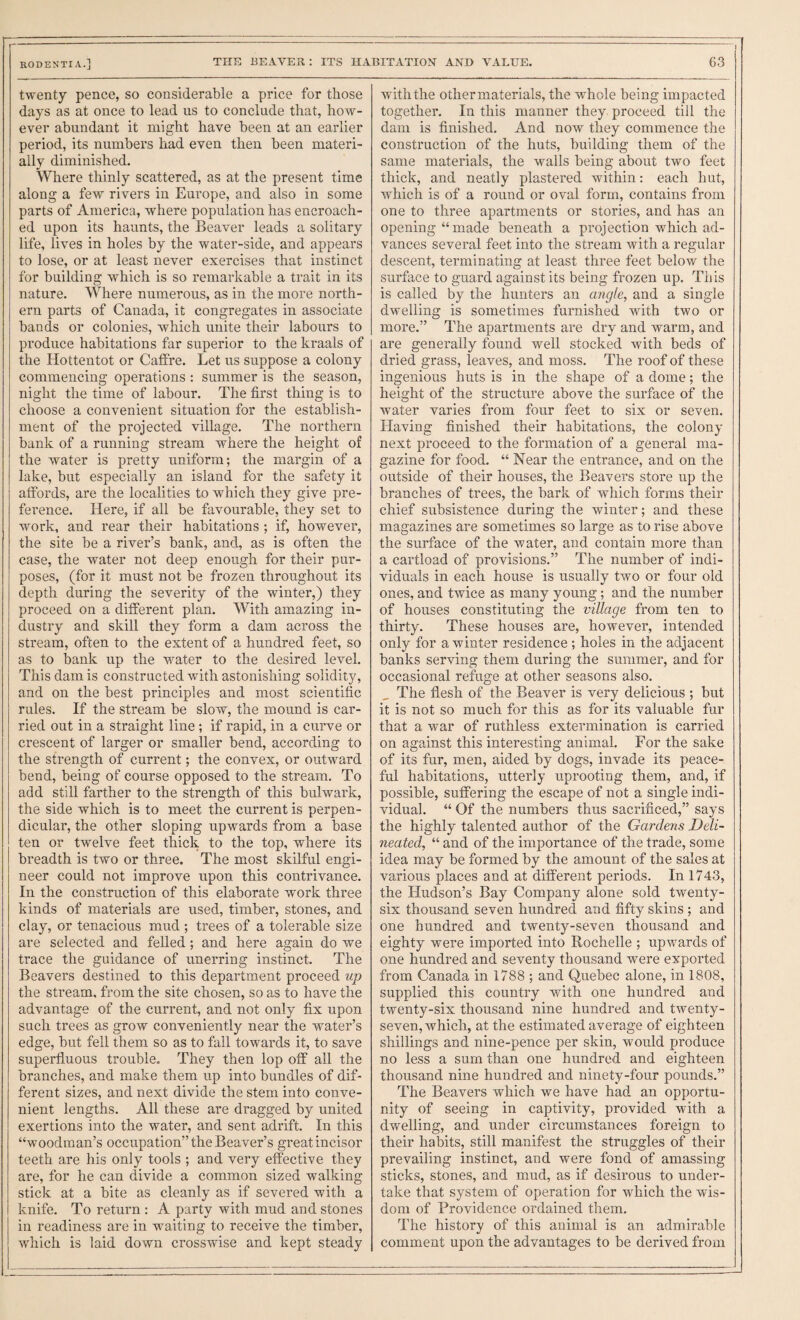 RODENTiA.] the beaveh; its habitation and value. 63 twenty pence, so considerable a price for those days as at once to lead us to conclude that, how¬ ever abundant it might have been at an earlier period, its numbers had even then been materi¬ ally diminished. Where thinly scattered, as at the present time along a few rivers in Europe, and also in some parts of America, where population has encroach¬ ed upon its haunts, the Beaver leads a solitary life, lives in holes by the water-side, and appears to lose, or at least never exercises that instinct for building which is so remarkable a trait in its nature. Where numerous, as in the more north¬ ern parts of Canada, it congregates in associate bands or colonies, which unite their labours to produce habitations far superior to the kraals of the Hottentot or Caffre. Let us suppose a colony commencing operations : summer is the season, night the time of labour. The first thing is to choose a convenient situation for the establish¬ ment of the projected village. The northern bank of a running stream where the height of the water is pretty uniform; the margin of a lake, but especially an island for the safety it affords, are the localities to which they give pre¬ ference. Here, if all be favourable, they set to work, and rear their habitations ; if, however, the site be a river’s bank, and, as is often the case, the water not deep enough for their pur¬ poses, (for it must not be frozen throughout its depth during the severity of the winter,) they proceed on a different plan. With amazing in¬ dustry and skill they form a dam across the stream, often to the extent of a hundred feet, so as to bank up the water to the desired level. This dam is constructed with astonishing solidity, and on the best principles and most scientific rules. If the stream be slow, the mound is car¬ ried out in a straight line; if rapid, in a curve or crescent of larger or smaller bend, according to the strength of current; the convex, or outward bend, being of course opposed to the stream. To add still farther to the strength of this bulwark, the side which is to meet the current is perpen¬ dicular, the other sloping upwards from a base ten or twelve feet thick to the top, where its breadth is two or three. The most skilful engi¬ neer could not improve upon this contrivance. In the construction of this elaborate work three kinds of materials are used, timber, stones, and clay, or tenacious mud ; trees of a tolerable size are selected and felled; and here again do we trace the guidance of unerring instinct. The Beavers destined to this department proceed up the stream, from the site chosen, so as to have the advantage of the current, and not only fix upon such trees as grow conveniently near the water’s edge, but fell them so as to fall towards it, to save superfluous trouble. They then lop off all the branches, and make them up into bundles of dif¬ ferent sizes, and next divide the stem into conve¬ nient lengths. All these are dragged by united exertions into the water, and sent adrift. In this “woodman’s occupation” the Beaver’s great incisor teeth are his only tools ; and very effective they are, for he can divide a common sized walking stick at a bite as cleanly as if severed with a knife. To return : A party with mud and stones in readiness are in waiting to receive the timber, which is laid down crosswise and kept steady with the other materials, the whole being impacted together. In this manner they proceed till the dam is finished. And now they commence the construction of the huts, building them of the same materials, the walls being about two feet thick, and neatly plastered within: each hut, which is of a round or oval form, contains from one to three apartments or stories, and has an opening “made beneath a projection which ad¬ vances several feet into the stream with a regular deseent, terminating at least three feet below the surface to guard against its being frozen up. This is called by the hunters an angle, and a single dwelling is sometimes furnished with two or more.” The apartments are dry and warm, and are generally found well stocked with beds of dried grass, leaves, and moss. The roof of these ingenious huts is in the shape of a dome; the height of the structure above the surface of the water varies from four feet to six or seven. Having finished their habitations, the colony next proceed to the formation of a general ma¬ gazine for food. “ Near the entrance, and on the outside of their houses, the Beavers store up the branches of trees, the bark of which forms their chief subsistenee during the winter; and these magazines are sometimes so large as to rise above the surface of the water, and contain more than a cartload of provisions.” The number of indi¬ viduals in each house is usually two or four old ones, and twice as many young; and the number of houses constituting the village from ten to thirty. These houses are, however, intended only for a winter residence; holes in the adjacent banks serving them during the summer, and for occasional refuge at other seasons also. ^ The flesh of the Beaver is very delicious ; but it is not so much for this as for its valuable fur that a war of ruthless extermination is carried on against this interesting animal. For the sake of its fur, men, aided by dogs, invade its peace¬ ful habitations, utterly uprooting them, and, if possible, suffering the escape of not a single indi¬ vidual. “ Of the numbers thus sacrificed,” says the highly talented author of the Gardens Deli¬ neated, “ and of the importance of the trade, some idea may be formed by the amount of the sales at various places and at different periods. In 1743, the Hudson’s Bay Company alone sold twenty- six thousand seven hundred and fifty skins ; and one hundred and twenty-seven thousand and eighty were imported into Rochelle ; upwards of one hundred and seventy thousand were exported from Canada in 1788 ; and Quebec alone, in 1808, supplied this country with one hundred and twenty-six thousand nine hundred and twenty- seven, which, at the estimated average of eighteen shillings and nine-pence per skin, would produce no less a sum than one hundred and eighteen thousand nine hundred and ninety-four pounds.” The Beavers which we have had an opportu¬ nity of seeing in captivity, provided with a dwelling, and under circumstances foreign to their habits, still manifest the struggles of their prevailing instinct, and were fond of amassing sticks, stones, and mud, as if desirous to under¬ take that system of operation for which the wis¬ dom of Providence ordained them. The history of this animal is an admirable comment upon the advantages to be derived from