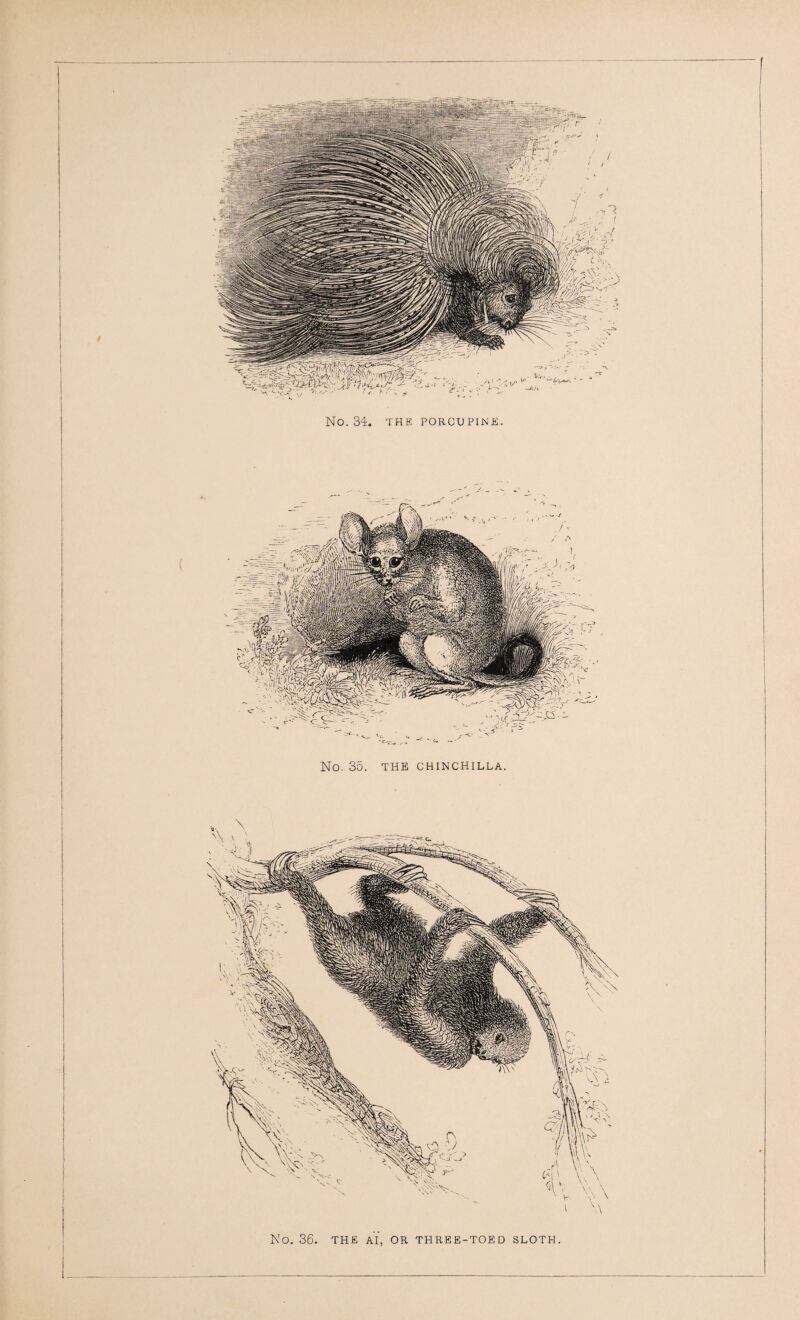 / No. 34. THE PORCUPINE. No. 36. THE AI, OR THREE-TOED SLOTH.