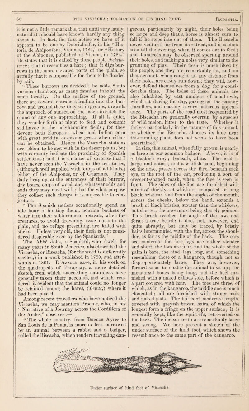 t 66 THE VISCACHA : FORMATION OF ITS HIND FEET. [rODENTXA. I it is not a little remarkable, that until very lately, naturalists should have known hardly any thing about it. In fact, the first notice we have of it appears to be one by Dobrizhotfer, in his “ His- toria de Abiponibus, Viennse, 1784,” or “History of the Abipones, published at Vienna, in 1784.” He states that it is called by these people Nehela- terck; that it resembles a hare ; that it digs bur¬ rows in the more elevated parts of the plain, so artfully that it is impossible for them to be flooded by rain. “ These burrows are divided,” he adds, “ into various chambers, as many families inhabit the same locality. On the surface of the ground, there are several entrances leading into the bur¬ row, and around these they sit in groups, towards the approach of sunset, on. the listen to catch the sound of any one approaching. If all is quiet, they wander forth at night to feed, and commit sad havoc in the neighbouring fields ; for they devour both European wheat and Indian corn with great avidity, despising grass when either can be obtained. Hence the Viscacha stations are seldom to be met with in the desert plains, but with ceitainty indicate the proximity of Spanish settlements ; and it is a matter of surprise that I have never seen the Viscacha in the territories, (although well supplied with crops of all kinds,) either of the Abipones, or of Guaranis. They daily heap up, at the entrances of their burrow, dry bones, chips of wood, and whatever odds and ends they may meet with ; but for what purpose they collect such things it is impossible to con¬ jecture. “ The Spanish settlers occasionally spend, an idle hour in hunting them; pouring buckets of water into their subterranean retreats, when the creatures, to avoid drowning, issue out into the plain, and no refuge presenting, are killed with sticks. Unless very old, their flesh is not consi¬ dered d.espicable even by the Spaniards.” The Abbe Jolis, a Spaniard, who dwelt for many years in South America, also described the Viscacha, or Biscacha, (for the word is differently spelled,) in a work published in 1789, and after¬ wards in 1801. D’Azzora gave, in his work on the quadrupeds of Paraguay, a more detailed sketch, from which succeeding naturalists have generally taken their accounts, and which ren¬ dered it evident that the animal could no longer be retained among the hares, {Lepus,) where it had been placed. Among recent travellers who have noticed the Viscacha, we may mention Proctor, who, in his “ Narrative of a Journey across the Cordillera of the Andes,” observes :— “ The whole country, from Buenos Ayres to San Louis de la Panta, is more or less burrowed by an animal between a rabbit and a badger, called the Biscacha, which renders travelling dan¬ gerous, particularly by night, their holes being so large and deep that a horse is almost sure to fall if he steps into one of them. The Biscacha never ventures far from its retreat, and is seldom seen till the evening, when it comes out to feed ; and hundreds may be observed sporting around their holes, and making a noise very similar to the grunting of pigs. Their flesh is much liked by the people, and they are remarkably fat, and on that aecount, when caught at any distance from their holes, are easily run down; they will, how¬ ever, defend themselves from a dog for a consi¬ derable time. The holes of these animals are also inhabited by vast numbers of small owls, which sit during the day, gazing on the passing travellers, and making a very ludicrous appear¬ ance. The parts of the road most frequented by the Biscacha are generally overrun by a species of wild melon, bitter to the taste. Whether it thrives particularly in the manure of this animal, or whether the Biscacha chooses its hole near this running plant, does not seem to have been ascertained.” In size, this animal, when fully grown, is nearly as large as our common badger. Above, it is of a blackish grey ; beneath, white. The head is large and obtuse, and a whitish band, beginning on the nose, passes across the face, beneath each eye, to the root of the ear, producing a sort of crescent-shaped mask, when the face is seen in front. The sides of the lips are furnished with a tuft of thickly-set whiskers, composed of long black bristles; and from the angles of the mouth, across the cheeks, below the band, extends a brush of black bristles, stouter than the whiskers, but shorter, the lowermost being sharply pointed. This brush reaches the angle of the jaw, and forms a true beard; it does not, however, end quite abruptly, but may be traced, by bristly hairs intermingled with the fur, across the shoul¬ der, as far as the middle of the baek. The ears are moderate, the fore legs are rather slender and short, the toes are four, and the whole of the palm is bare, the hind legs long, and something resembling those of a kangaroo, though not so disproportionately large. They are, however, formed so as to enable the animal to sit up; the metatarsal bones being long, and the heel fur¬ nished with a naked callous sole, before whieh is a part covered wdth hair. The toes are three, of which, as in the kangaroo, the middle one is much elongated; all are furnished with strong nails and naked pads. The tail is of moderate length, covered with greyish brown hairs, of which the longest form a fringe on the upper surface ; it is generally kept, like the squirrel’s, retroverted on the back. The incisor teeth are remarkably large and strong. We here present a sketch of the under surface of the hind foot, which shows the resemblance to the same part of the kangaroo. Under surface of hind foot of Viscacha.