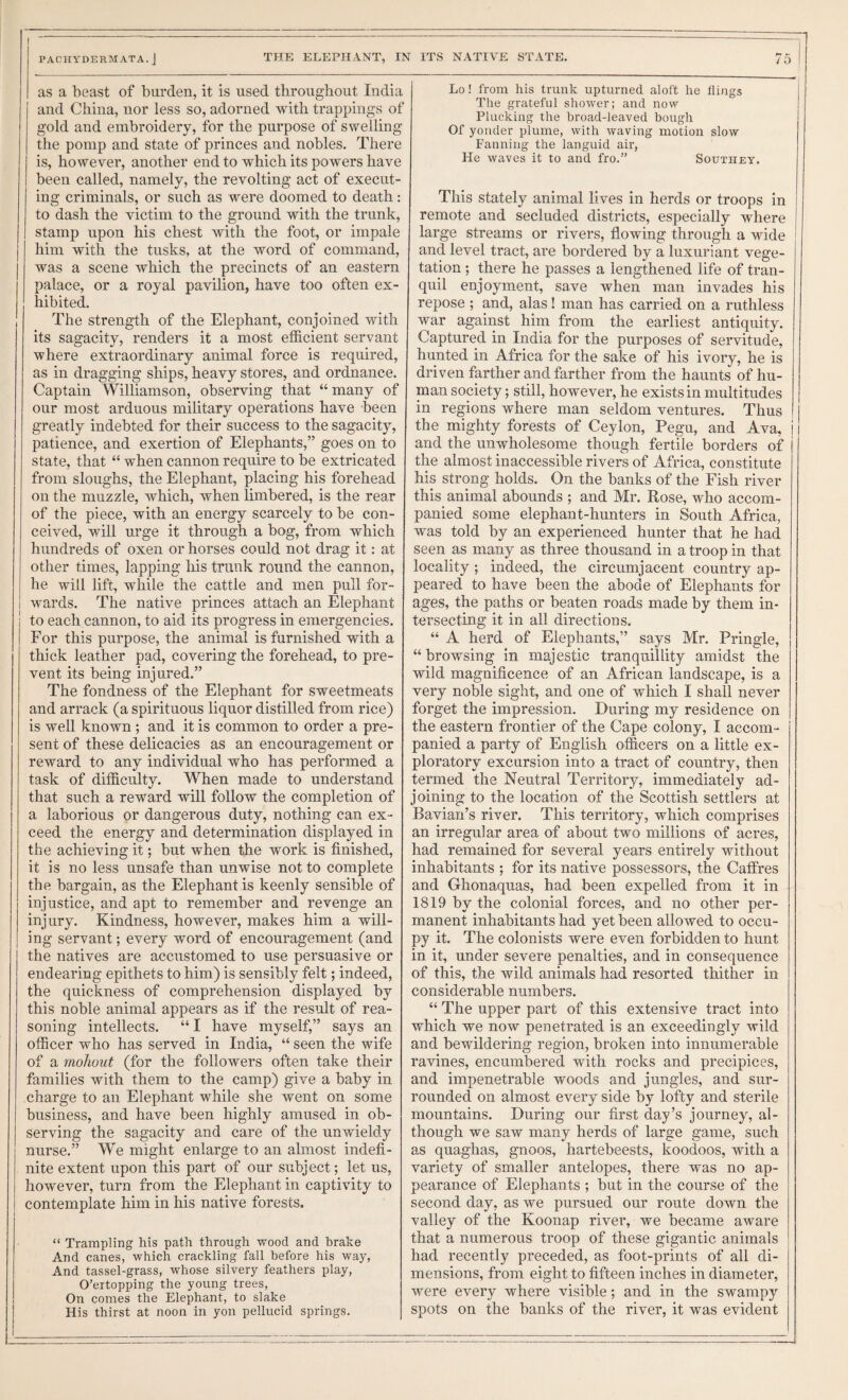 PACHYDERMATA. J THE ELEPHANT, IN ITS NATIVE STATE. as a beast of burden, it is used tbroughout India and China, nor less so, adorned with trappings of gold and embroidery, for the purpose of swelling the pomp and state of princes and nobles. There is, however, another end to which its powers have been called, namely, the revolting act of execut¬ ing criminals, or such as were doomed to death: to dash the victim to the ground with the trunk, stamp upon his chest with the foot, or impale him with the tusks, at the word of command, was a scene which the precincts of an eastern palace, or a royal pavilion, have too often ex¬ hibited. The strength of the Elephant, conjoined with its sagacity, renders it a most efficient servant where extraordinary animal force is required, as in dragging ships, heavy stores, and ordnance. Captain Williamson, observing that “ many of our most arduous military operations have been greatly indebted for their success to the sagacity, patience, and exertion of Elephants,” goes on to state, that “ when cannon require to be extricated from sloughs, the Elephant, placing his forehead on the muzzle, which, when Umbered, is the rear of the piece, with an energy scarcely to be con¬ ceived, will urge it through a bog, from which hundreds of oxen or horses could not drag it: at other times, lapping liis trunk round the cannon, he will lift, while the cattle and men pull for¬ wards. The native princes attach an Elephant to each cannon, to aid its progress in emergencies. For this purpose, the animal is furnished with a thick leather pad, covering the forehead, to pre¬ vent its being injured.” The fondness of the Elephant for sweetmeats and arrack (a spirituous liquor distilled from rice) is well known ; and it is common to order a pre¬ sent of these delicacies as an encouragement or reward to any individual who has performed a task of difficulty. When made to understand that such a reward will follow the completion of a laborious or dangerous duty, nothing can ex¬ ceed the energy and determination displayed in the achieving it; but when the work is finished, it is no less unsafe than unwise not to complete the bargain, as the Elephant is keenly sensible of injustice, and apt to remember and revenge an injury. Kindness, however, makes him a will¬ ing servant; every word of encouragement (and the natives are accustomed to use persuasive or endearing epithets to him) is sensibly felt; indeed, the quickness of comprehension displayed by this noble animal appears as if the result of rea¬ soning intellects. “ I have myself,” says an officer who has served in India, “ seen the wife of a mohout (for the followers often take their families with them to the camp) give a baby in charge to an Elephant while she went on some business, and have been highly amused in ob¬ serving the sagacity and care of the unwieldy nurse.” We might enlarge to an almost indefi¬ nite extent upon this part of our subject; let us, however, turn from the Elephant in captivity to contemplate him in his native forests. “ Trampling his path through wood and brake And canes, which crackling fall before his way, And tassel-grass, whose silvery feathers play, O’ertopping the young trees. On comes the Elephant, to slake His thirst at noon in yon pellucid springs. Lo! from his trunk upturned aloft he flings The grateful shower; and now Plucking the broad-leaved bough Of yonder plume, with waving motion slow Fanning the languid air. He waves it to and fro.” Southey. This stately animal lives in herds or troops in remote and secluded districts, especially where large streams or rivers, flowing through a wide and level tract, are bordered by a luxuriant vege¬ tation ; there he passes a lengthened life of tran¬ quil enjoyment, save when man invades his repose ; and, alas! man has carried on a ruthless war against him from the earliest antiquity. Captured in India for the purposes of servitude, hunted in Africa for the sake of his ivory, he is driven farther and farther from the haunts of hu¬ man society; still, however, he exists in multitudes in regions where man seldom ventures. Thus the mighty forests of Ceylon, Pegu, and Ava, and the unwholesome though fertile borders of the almost inaccessible rivers of Africa, constitute his strong holds. On the banks of the Fish river this animal abounds ; and Mr. Rose, who accom¬ panied some elephant-hunters in South Africa, was told by an experienced hunter that he had seen as many as three thousand in a troop in that locality ; indeed, the circumjacent country ap¬ peared to have been the abode of Elephants for ages, the paths or beaten roads made by them in¬ tersecting it in all directions. “ A herd of Elephants,” says Mr. Pringle, “ browsing in majestic tranquillity amidst the wild magnificence of an African landscape, is a very noble sight, and one of which I shall never forget the impression. During my residence on the eastern frontier of the Cape colony, I accom¬ panied a party of English officers on a little ex¬ ploratory excursion into a tract of country, then termed the Neutral Territory, immediately ad¬ joining to the location of the Scottish settlers at Bavian’s river. This territory, which comprises an irregular area of about two millions of acres, had remained for several years entirely without inhabitants ; for its native possessors, the Caffres and Ghonaquas, had been expelled from it in 1819 by the colonial forces, and no other per¬ manent inhabitants had yet been allowed to occu¬ py it. The colonists were even forbidden to hunt in it, under severe penalties, and in consequence of this, the wild animals had resorted thither in considerable numbers. “ The upper part of this extensive tract into which we now penetrated is an exceedingly wild and bewildering region, broken into innumerable ravines, encumbered with rocks and precipices, and impenetrable woods and jungles, and sur¬ rounded on almost every side by lofty and sterile mountains. During our first day’s journey, al¬ though we saw many herds of large game, such as quaghas, gnoos, hartebeests, koodoos, with a variety of smaller antelopes, there was no ap¬ pearance of Elephants ; but in the course of the second day, as we pursued our route down the valley of the Koonap river, we became aware that a numerous troop of these gigantic animals had recently preceded, as foot-prints of all di¬ mensions, from eight to fifteen inches in diameter, were every where visible; and in the swampy spots on the banks of the river, it was evident
