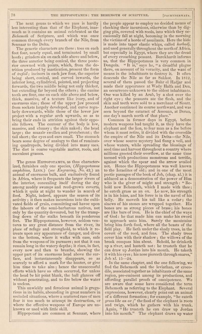 The next genus to which we pass is hardly less interesting than that of the Elephant, inas¬ much as it contains an animal celebrated as the Behemoth of Scripture, and which was once common through every branch of the Nile, from Sennaar to the Delta. The generic characters are these : toes on each foot four, nearly equal, and terminated by small hoofs ; grinders six on each side above and below, the three anterior being conical, the three poste¬ rior crowned with points, which, from the de¬ trition produced by mastication, present the form of trefoil; incisors in each jaw four, the superior being short, conical, and curved inwards, the inferior long, cylindrical, pointed, and projecting forwards, the two middle being not only thicker, but extending far beyond the others ; the canine teeth are four, one on each side above and below, thick, massive, of a texture like ivory, and of enormous size; those of the upper jaw proceed from sockets largely developed, and curve regu¬ larly downwards, while those of the lower jaw project with a regular arch upwards, so as to bring their ends in attrition against their oppo¬ site fellows. The contour of the body is low, massive, and clumsy ; the skin naked; the head large ; the muzzle swollen and protuberant; the tail short; the eyes and ears small. The stomach bears some degree of analogy to that of ruminat¬ ing quadrupeds, being divided into many sacs. The diet is coarse vegetable matter, roots, and succulent grasses. The genus Hippopotamus, as thus character¬ ized, furnishes only one species, {Hippopotamus amphibius, Linn.) {see Engraving, No. 42,) an animal of enormous bulk, and exclusively found in Africa, where it frequents the larger rivers of the interior, concealing itself during the day among muddy swamps and reed-grown coverts, which it quits at night to wander in search of food. Night, indeed, appears the season of its activity ; it then makes incursions into the culti¬ vated fields of grain, committing sad havoc upon the labours of the semi-barbarous natives, not only by the quantity devoured, but by the tramp¬ ling down of the stalks beneath its ponderous feet. The Hippopotamus, however, seldom ven¬ tures to any great distance from the river, its place of refuge and stronghold, to which it re¬ treats upon any appearance of danger, and dives to the bottom, where it walks with ease, safe from the weapons of its pursuers ; not that it can remain long in the watery depths; it rises, in fact, every now and then to breathe, showing the upper part of its enormous head above the sur¬ face, and instantaneously disappears, so as scarcely to afford a mark for the hunter, or give him time to take aim; hence the unsuccessful efforts which have so often occurred, for unless the head be hit point blank, the ball glances off without penetrating, and to fire below the water is useless. This unwieldy and ferocious animal is grega¬ rious in its habits, abounding in great numbers in secluded situations, where a scattered race of men fear it too much to attempt its destruction, or where the effective weapons of Europe are un¬ known or used with little skill. Hippopotami are common at Sennaar, where the people appear to employ no decided means of checking their incursions, otherwise than by dig¬ ging pits, covered with reeds, into which they oc¬ casionally fall at night, becoming in the morning the victims of a horde of assailants. Here the hide is made into taper elastic whips, called horbadj, and used generally throughout the north of Africa, but especially in Egypt, where they are the dread of every crouching peasant. Burckhardt informs us, that the Hippopotamus is very common in Dongola. “ It is,” says he, “ a dreadful plague there, on account of its voracity, and the want of means in the inhabitants to destroy it. It often descends the Nile as far as Sukkot. In 1812, several of them passed the Bahr el Hadjar and made their appearance at Wady Haifa and Den, an occurrence unknown to the oldest inhabitants. One was killed by an Arab, by a shot over the right eye ; the peasants ate the flesh, and the skin and teeth were sold to a merchant of Sioutt. Another continued its course northward, and was seen beyond the cataract of Assouan, at Derau, one day’s march north of that place.” Common in former days in Egypt, before modern weapons had taught it, as they have the elephant and the lion, to fear man as a foe before whom it must retire, it divided with the crocodile the empire of the Nile and its Delta—the Nile, over whose source mystery had flung a veil, and whose waters, while spreading the blessings of seed time and harvest throughout a country where millions greeted their overflow, at the same time | teemed with productions monstrous and terrific, against which the spear and the arrow availed not. Hence the Hippopotamus was w^ell known to the Israelites of old; and in one of the most poetic passages of the book of Job, (chap, xl.) it is adduced as a demonstration of the power of Him who is the giver of might and strength: “ Be¬ hold now Behemoth, which I made with thee; he eateth grass as an ox. Lo now, his strength is in his loins, and his force is in the navel of his belly. He moveth his tail like a cedar; the sinews of his stones are wrapped together. His bones are as strong pieces of brass; his bones are like bars of iron. He is the chief of the ways of God: he that made him can make his sword to approach unto him. Surely the mountains bring him forth food, where all the beasts of the field play. He lieth under the shady trees, in the covert of the reed, and fens. The shady trees cover him with their shadow ; the willows of the brook compass him about. Behold, he drinketh up a river, and hasteth not: he trusteth that he can draw up Jordan into his mouth. He taketh it with his eyes; his nose pierceth through snares,” Job xl. 15—24. In the same chapter, and the one following, we find the Behemoth and the leviathan, or croco¬ dile, associated together as inhabitants of the same region, pre-eminent among its productions, and affording parallel proofs of omnipotence. We ^ are aware that some have considered the term i Behemoth as referring to the Elephant. Several i expressions, however, clearly point out an animal ; of a different formation ; for example, “ he eateth grass like an oxthe food of the elephant is roots ! and twigs, which he gathers with his trunk, i Again, “ He trusteth he can draw up Jordan into his mouth.’' The elephant draws up water I