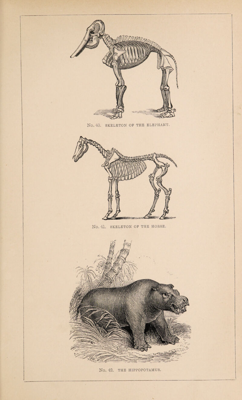 No. 40. SKELETON OP THE ELEPHANT. No. 41. SKELETON OF THE HOESE. No. 42. THE HIPPOPOTAMUS