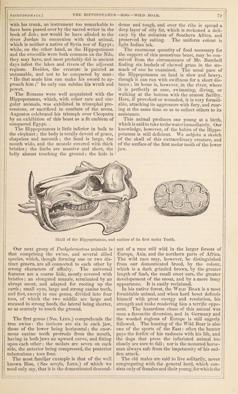 with his trunk, an instrument too remarkable to have been passed over by the sacred writer in the book of Job ; nor would he have alluded to the river Jordan in connexion wdth that animal, which is neither a native of Syria nor of Egypt; while, on the other hand, as the Hippopotamus and the crocodile w^ere both common on the Nile, they may have, and most probably did in ancient days infest the lakes and rivers of the adjacent regions. Besides, the creature is painted as untamable, and not to be conquered b^' man: “ He that made him can make his sword to ap¬ proach him he only can subdue his wrath and pow'er. The Romans were well acquainted with the Hippopotamus, which, with other rare and sin¬ gular animals, was exhibited in triumphal pro¬ cessions, or sacrificed in combats of the arena. Augustus celebrated his triumph over Cleopatra by an exhibition of this beast as a fit emblem of conquered Egypt. . The Hippopotamus is little inferior in bulk to the elephant; the body is totally devoid of grace, shapeless and uncouth ; the head is large, the mouth wide, and the muzzle covered wfith thick bristles ; the limbs are massive and short, the belly almost touching the ground; the hide is dense and tough, and over the ribs is spread a deep layer of oily fat, which is reckoned a deli¬ cacy by the colonists of Southern Africa, and preserved by salting. The uniform colour is light Indian ink. The enormous quantity of food necessary for the support of this monstrous beast, may be con¬ ceived from the circumstance of Mr. Burchell finding six bushels of chewed grass in the sto¬ mach of one he examined. The usual pace of the Hippopotamus on land is slow and heavy, though it can run with swiftness for a short dis¬ tance ; its home is, however, in the river, where it is perfectly at ease, swimming, diving, or walking at the bottom with the utmost facility. Here, if provoked or wounded, it is very formid¬ able, attacking its aggressors with fury, and roar¬ ing at the same time so as to collect others to its assistance. This animal produces one young at a birth, which is said to take tothe water immediately. Our knowledge, however, of the habits of the Hippo¬ potamus is still deficient. We subjoin a sketch of the skull of this extraordinary creature, and of the surface of the first molar tooth of the lower jaw. Skull of the Hippopotamus, and surface of its first molar Tooth. Our next group of Pachydermatous animals is that comprising the swine, and several allied species, which, though forming one or two dis¬ tinct genera, are all connected to each other by strong characters of affinity. The universal features are a coarse hide, mostly covered with bristles ; an elongated muzzle, terminated by an abrupt snout, and adapted for rooting up the earth ; small eyes, large and strong canine teeth, and feet, except in one genus, divided into four toes, of which the two middle are large and encased in strong hoofs, the lateral being shorter, -SO as scarcely to touch the ground. The first genus {Sus, Linn.) comprehends the true swine: the incisors are six in each jaw, those of the lower being horizontal; the enor¬ mous canine teeth protrude from the mouth, having in both jaws an upward curve, and fitting upon each other; the molars are seven on each side, the anterior being compressed, the posterior tuberculous ; toes four. The most famiUar example is that of the well known Hog, {Sus scrofa, Linn.) of which we need only say, that it is the domesticated descend¬ ant of a race still wild in the larger forests of Europe, Asia, and the northern parts of Africa. The wild race may, however, be distinguished from our domesticated breed, by the colour, which is a dark grizzled brown, by the greater length of limb, the small erect ears, the greater developement of the snout, and by a more bony appearance. It is easily reclaimed. In his native forest, the Wild Boar is a most formidable animal, and when hard beset defends himself with great energy and resolution, his strength and tusks rendering him a terrific oppo¬ nent. The hazardous chase of this animal was once a favouiite diversion, and in Germany and the wooded regions of Europe is still eagerly followed. The hunting of the Wild Boar is also one of the sports of the East: often the hunter pays the forfeit of his rashness with his life, and the dogs that press the infuriated animal too closely are sure to fall; nor is the mounted horse¬ man always safe from the impetuosity of his sud¬ den attack. The old males are said to live solitarily, never congregating with the general herd, which con¬ sists only of females and their young, for which the