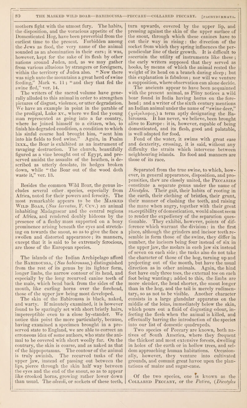 mothers fight with the utmost fury. The habits, tlie disposition, and the voracious appetite of the Domesticated Hog, have been proverbial from the earliest time to the present. Forbidden among the Jews as food, the very name of the animal sounded as an abomination in their ears; it was, however, kept for the sake of its flesh by other nations around Judea, and, as we may gather from various allusions by strangers or foreigners, within the territory of Judea also. “ Now there was nigh unto the mountains a great herd of swine feeding,” Mark v. 11 ; “and they that fed the swine fled,” ver. 14. The writers of the sacred volume have gene¬ rally alluded to this animal in order to strengthen pictures of disgust, violence, or utter degradation. We have an example in point in the parable of the prodigal, Lnke xv., where we find the young man represented as going into a far country, where he joined himself to a citizen, who, to finish his degraded condition, a condition to which his sinful course had brought him, “sent him into his fields to feed swine.” Again, in Psalm Ixxx., the Boar is exhibited as an instrument of ravaging destruction. The church, beautifully figured as a vine brought out of Egypt, and pre¬ served amidst the assaults of the heathen, is de¬ scribed as utterly desolate, its hedges broken down, while “ the Boar out of the wood doth waste it,” ver. 13. Besides the common Wild Boar, the genus in¬ cludes several other, species, especially from Africa, noted for their powers and ferocity. The most remarkable appears to be the Masked Wild Boar, {Sus larvaius, F. Cuv.) an animal inhabiting Aladagascar and the central regions of Africa, and rendered doubly hideous by the presence of a fleshy mass supported on a bony prominence arising beneath the eyes and stretch¬ ing on towards the snout, so as to give the face a swollen and distorted appearance; its manners, except that it is said to be extremely ferocious, are those of the European species. The islands of the Indian Archipelago afford the Babiroussa, {Sus babiroussa,') distinguished from the rest of its genus by its lighter form, longer limbs, the narrow contour of its head, and especially by the long recurved canine teeth of the male, which bend back from the sides of the mouth, like curling horns over the forehead, those of the upper jaw being most developed. The skin of the Babiroussa is black, naked, and warty. If minutely examined, it is however found to be sparingly set with short bristly hairs, imperceptible even to a close by-stander. We notice this point the more particularly, because, having examined a specimen brought in a pre¬ served state to England, we are able to correct an erroneous idea of some authors, who state the ani¬ mal to be covered wdth short woolly fur. On the contrary, the skin is coarse, and as naked as that of the hippopotamus. The contour of the animal is truly swinish. The recurved tusks of the upper jaw, instead of passing out between the lips, pierce through the skin half way between the eyes and the end of the snout, so as to appear like crooked horns, growing rather low^er down than usual. The alveoli, or sockets of these teeth. turn upwards, covered by the upper lip, and pressing against the skin of the upper surface of the snout, through which these canines have to cut their way in rising : the direction of the socket from which they spring influences the per¬ pendicular line of their growth. It is difficult to ascertain the utility of instruments like these ; the early writers supposed that they served as hooks, by means of which the animal rested the weight of its head on a branch during sleep ; but this explanation is fabulous ; nor will we venture a supposition, wdiere observation can alone decide. The ancients appear to have been acquainted with the present animal, as Pliny notices a wild boar found in India having horns on the fore¬ head ; and a writer of the sixth century mentions an Indian animal under the name of “ swine deer,” (yoTpeXa^oc,) a term aptly designating the Ba¬ biroussa. It has never, we believe, been brought alive to Europe: it is, however, capable of being domesticated, and its flesh, good and palatable, is well adapted for food. Fond of the water, it swims with great ease and dexterity, crossing, it is said, without any difficulty the straits which intervene between neighbouring islands. Its food and manners are those of its race. Separated from the true swine, to which, how¬ ever, in general appearance, disposition, and pro¬ pensities, thev are closely united, the Peccaries constitute a separate genus under the name of Dicotyles. Their gait, their habits of rooting in the earth, their clothing of bristles, their grunt, their manner of clashing the teeth, and raising the mane when angry, together with their great suoceptibility of domestication, would almost seem to render the expediency of the separation ques¬ tionable. They exhibit, however, points of dif¬ ference which warrant the division: in the first place, although the grinders and incisor teeth re¬ semble in form those of the swine, they differ in number, the incisors being four instead of six in the upper jaw, the molars in each jaw six instead of seven on each side; the tusks also do not take the character of those of the hog, turning up and projecting out of the mouth, but have the usual direction as in other animals. Again, the hind feet have only three toes, the external toe on each foot being wanting; added to this, the limbs are more slender, the head shorter, the snout longer than in the hog, and the tail is merely rudimen¬ tary, so as not to be visible. Another character consists in a large glandular apparatus on the middle of the loins, immediately below the skin, which pours out a fluid of disgusting odour, in¬ fecting the flesh when the animal is killed, and effectually barring the introduction of the species into our list of domestic quadrupeds. Two species of Peccary are known, both na¬ tives of South America, where they frequent the thickest and most extensive forests, dwelling in holes of the earth or in hollow trees, and sel¬ dom approaching human habitations. Occasion¬ ally, however, they venture into cultivated grounds, and commit great havoc upon the plan¬ tations of maize and sugar-cane. Of the two species, one Ts known as the Collared Peccary, or the Fatira, {Dicotyles