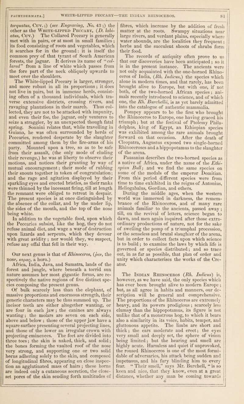 torquatus, Cuv.;) {see Engraving, No. 43 ;) the other as the White-lipped Peccary, (_D. labi- atus, Cuv.) The Collared Peccary is generally met with in pairs, or at most in small families; its food consisting of roots and vegetables, which it searches for in the ground: it is itself the common prey of that tyrant of South American forests, the jaguar. It derives its name of col¬ lared” from a line of white which passes from the fore part of the neck obliquely upwards to meet over the shoulders. The White-lipped Peccary is larger, stronger, and more robust in all its proportions ; it does not live in pairs, but in immense herds, consist¬ ing often of a thousand individuals, which tra¬ verse extensive districts, crossing rivers, and ravaging plantations in their march. Thus col¬ lected, they are not to be attacked with impunity, and even their foe, the jaguar, only ventures to seize a straggler, by an unexpected though fatal spring. Sonnini relates that, while travelling in Guiana, he was often surrounded by herds of Peccaries, rendered desperate by the slaughter committed among them by the fire-arms of his party. Mounted upon a tree, so as to be safe from their assault, (the only mode of eluding their revenge,) he was at liberty to observe their motions, and notices their grunting by way of mutual encouragement; their mode of rubbing their snouts together in token of congratulation; and the rage and agitation displayed by their sparkling eyes and erected bristles, as their ranks were thinned by the incessant firing, till at length the remnant were obliged to retreat in despair. The present species is at once distinguished by the absence of the collar, and by the under lip, the sides of the mouth, and the top of the nose being white. In addition to the vegetable food, upon which the Peccaries subsist, like the hog, they do not refuse animal diet, and wage a war of destruction upon lizards and serpents, which they devour with great avidity ; nor would they, we suspect, refuse any offal that fell in their way. Our next genus is that of Rhinoceros, {piv, the nose, KEpag, a horn.) Africa, India, Java, and Sumatra, lands of the forest and jungle, where beneath a torrid sun nature assumes her most gigantic forms, are re¬ spectively the native regions of five distinct spe¬ cies composing the present genus. Of bulk scarcely less than the elephant, of massive proportions and enormous strength, their generic characters may be thus summed up. The incisor teeth are either altogether wanting, or are four in each jaw ; the canines are always wanting; the molars are seven on each side, above and below ; those of the upper jaw have a square surface presenting several projecting lines, and those of the lower an irregular crown with projecting eminences. The feet are divided into three toes; the skin is naked, thick, and solid; the bones forming the vaulted roof of the nose very strong, and supporting one or two solid horns adhering solely to the skin, and composed of longitudinal fibres, appearing on close inspec¬ tion an agglutinated mass of hairs ; these horns are indeed only a cutaneous secretion, the close- set pores of the skin sending forth multitudes of fibres, which increase by the addition of fresh matter at the roots. Swampy situations near large rivers, and verdant plains, especially where water abounds, are the localities they frequent; herbs and the succulent shoots of shrubs form their food. The records of antiquity often prove to us that our discoveries have been anticipated ; so it is in the present instance. The ancients were not only acquainted with the one-horned Rhino¬ ceros of India, {Rh. Indicus,') the species which alone in modern times, and that rarely, has been brought alive to Europe, but with one, if not both, of the two-horned African species ; ani¬ mals recently introduced to science, and of which one, the Rh. Burchellii, is as yet barely admitted into the catalogue of authentic mammalia. Pompey appears to be the first who brought the Rhinoceros to Europe, one having graced his triumph; but at the festival of Ptolemy Phila- delphus, king of Egypt, an Ethiopian species was exhibited among the rare animals brought forward on that occasion. After the death of Cleopatra, Augustus exposed two single-horned Rhinoceroses and a hippopotamus to the slaughter of the arena. Pausanias describes the two-horned species as a native of Africa, under the name of the Ethi¬ opian Bull; and we find the same species on some of the medals of the emperor Domitian. From this period different species were from time to time exhibited in the reigns of Antonius, Heliogabalus, Gordian, and others. During the middle ages, when the western world was immersed in darkness, the remem¬ brance of the Rhinoceros, and of many rare animals familiar to the ancients, passed away ; till, on the revival of letters, science began to dawn, and men again inquired after those extra¬ ordinary productions of nature, not for the sake of swelling the pomp of a triumphal procession, or the senseless and brutal slaughter of the arena, but in order to collect facts upon which science is to build ; to examine the laws by which life is governed or species distributed; and so trace out, in as far as possible, that plan of order and unity which characterises the works of the Cre¬ ator. The Indian Rhinoceros {Rh. Indicus) is, however, as we have said, the only species which has ever been brought alive to modern Europe ; but, as all agree in habits and manners, our de- j scription will be general and comprehensive. The proportions of the Rhinoceros are extremely i heavy, and its powers prodigious ; scarcely less I clumsy than the hippopotamus, its figure is not unlike that of a monstrous hog, to which it bears i also a similarity in its voice, habits, temper, and gluttonous appetite. The limbs are short and thick; the ears moderate and erect; the eyes very small and deeply set, the sphere of vision being limited; but the hearing and smell are highly acute. Harmless and quiet if unprovoked, the roused Rhinoceros is one of the most formi¬ dable of adversaries, his attack being sudden and impetuous, and his fury blinding him to every fear. “ Their smell,” says Mr. Burchell, “ is so keen and nice, that they know, even at a great distance, whether any man be coming towards t