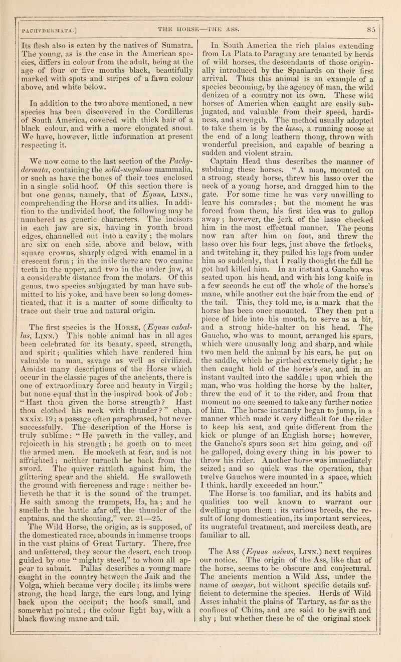 ! Its flesh also is eaten by the natives of Sumatra. I The young, as is the case in the American spe- ! cies, differs in colour from the adult, being at the age of four or five months black, beautifully i marked with spots and stripes of a fawn colour above, and white below. In addition to the two above mentioned, a new species has been discovered in the Cordilleras of South America, covered with thick hair of a black colour, and with a more elongated snout. We have, however, little information at present I respecting it. We now come to the last section of the Pachy- dermata, containing the solid-ungulous mammalia, or such as have the bones of their toes enclosed in a single solid hoof. Of this section there is but one genus, namely, that of Equus, Linn., comprehending the Horse and its allies. In addi¬ tion to the undivided hoof, the following may be numbered as generic characters. The incisors in each jaw are six, having in youth broad edges, channelled out into a cavity ; the molars are six on each side, above and below, with square crowns, sharply edged with enamel in a crescent form ; in the male there are two canine teeth in the upper, and two in the under jaw, at a considerable distance from the molars. Of this genus, two species subjugated by man have sub¬ mitted to his yoke, and have been so long domes¬ ticated, that it is a matter of some difficulty to trace out their true and natural origin. The first species is the Horse, {Equus cabal- lus, Linn.) This noble animal has in all ages been celebrated for its beauty, speed, strength, and spirit; qualities which have rendered him valuable to man, savage as well as civilized. Amidst many descriptions of the Horse which occur in the classic pages of the ancients, there is one of extraordinary force and beauty in Virgil; but none equal that in the inspired book of Job : “ Hast thou given the horse strength ? Hast thou clothed his neck with thunder ? ” chap, xxxix. 19; a passage often paraphrased, but never successfully. The description of the Horse is truly sublime: “ He paweth in the valley, and rejoiceth in his strength; he goeth on to meet the armed men. He mocketh at fear, and is not affrighted ; neither turneth he back from the sword. The quiver rattleth against him, the I glittering spear and the shield. He swalloweth j the ground with fierceness and rage : neither be- ! lieveth he that it is the sound of the trumpet. ! He saith among the trumpets, Ha, ha: and he smelleth the battle afar off, the thunder of the captains, and the shouting,” ver. 21—25. The Wild Horse, the origin, as is supposed, of the domesticated race, abounds in immense troops in the vast plains of Great Tartary. There, free and unfettered, they scour the desert, each troop guided by one “ mighty steed,” to whom all ap¬ pear to submit. Pallas describes a young mare caught in the country between the Jaik and the Volga, which became very docile; its limbs were strong, the head large, the ears long, and lying back upon the occiput; the hoofs small, and somewhat pointed; the colour light bay, with a black flowing mane and tail. In South America the rich plains extending from La Plata to Paraguay are tenanted by herds of wild horses, the descendants of those origin¬ ally introduced by the Spaniards on their first arrival. Thus this animal is an example of a species becoming, by the agency of man, the wild denizen of a country not its own. These wild horses of America when caught are easily sub¬ jugated, and valuable from their speed, hardi¬ ness, and strength. The method usually adopted to take them is by the lasso, a running noose at the end of a long leathern thong, thrown with wonderful precision, and capable of bearing a sudden and violent strain. Captain Head thus describes the manner of subduing these horses. “ A man, mounted on a strong, steady horse, threw his lasso over the neck of a young horse, and dragged him to the gate. For some time he was very unwilling to leave his comrades; but the moment he was forced from them, his first idea was to gallop away; however, the jerk of the lasso checked him in the most effectual manner. The peons now ran after him on foot, and threw the lasso over his four legs, just above the fetlocks, and twitching it, they pulled his legs from under him so suddenly, that I really thought the fall he got had killed him. In an instant a Gaucho was seated upon his head, and with his long knife in a few seconds he cut off the whole of the horse’s mane, while another cut the hair from the end of the tail. This, they told me, is a mark that the horse has been once mounted. They then put a piece of hide into his mouth, to serve as a bit, and a strong hide-halter on his head. The Gaucho, who was to mount, arranged his spurs, wfiiich were unusually long and sharp, and while two men held the animal by his ears, he put on the saddle, which he girthed extremely tight; he then caught hold of the horse’s ear, and in an instant vaulted into the saddle; upon which the man, who was holding the horse by the halter, threw the end of it to the rider, and from that moment no one seemed to take any further notice of him. The horse instantly began to jump, in a manner which made it very difficult for the rider to keep his seat, and quite different from the kick or plunge of an English horse; however, the Gaucho’s spurs soon set him going, and off he galloped, doing every thing in his power to throw his rider. Another horse was immediately seized; and so quick was the operation, that twelve Gauchos were mounted in a space, which I think, hardly exceeded an hour.” The Horse is too familiar, and its habits and qualities too well known to warrant our dwelling upon them : its various breeds, the re¬ sult of long domestication, its important services, its ungrateful treatment, and merciless death, are familiar to all. The Ass {Equus asinus, Linn.) next requires our notice. The origin of the Ass, like that of the horse, seems to be obscure and conjectural. The ancients mention a Wild Ass, under the name of onager, but without specific details suf¬ ficient to determine the species. Herds of Wild Asses inhabit the plains of Tartary, as far as the confines of China, and are said to be swift and shy ; but whether these be of the original stock