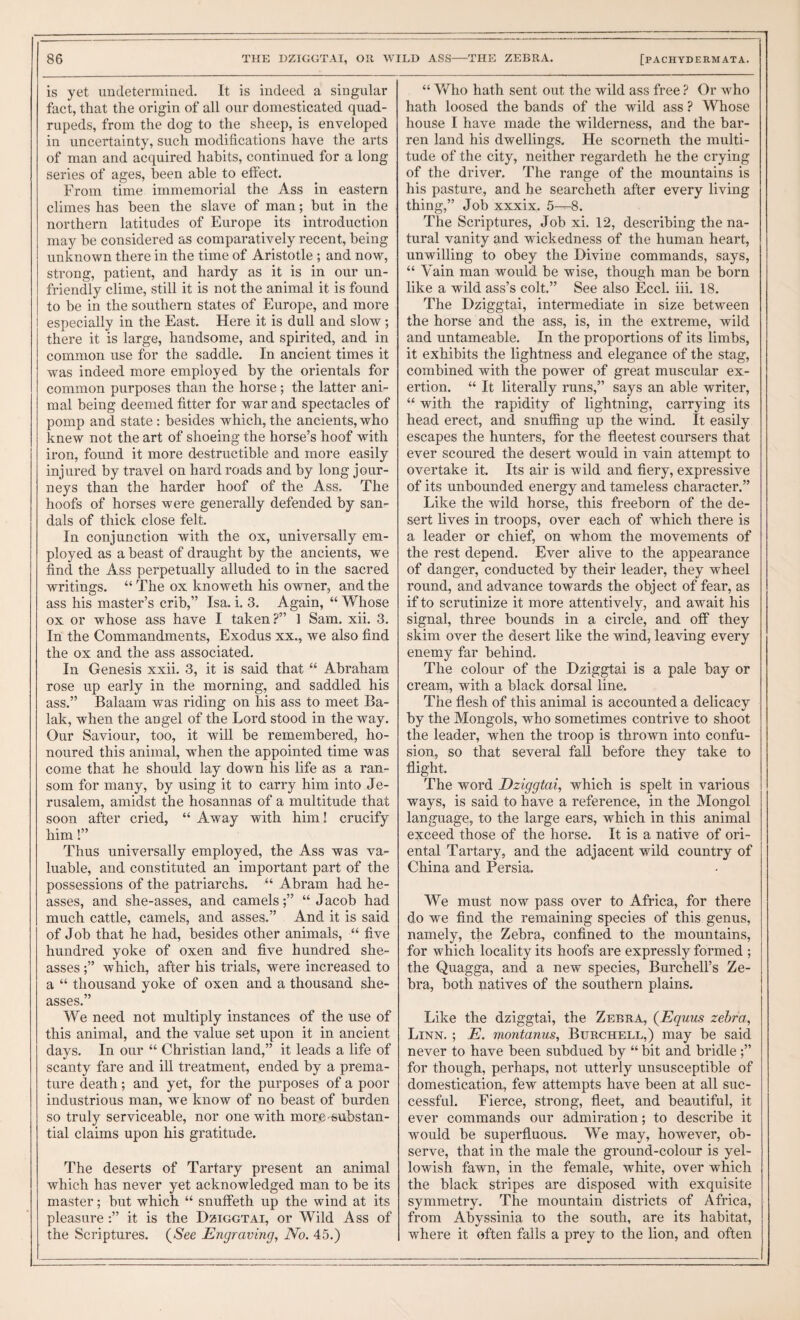 is yet undetermined. It is indeed a singular fact, that the origin of all our domesticated quad¬ rupeds, from the dog to the sheep, is enveloped in uncertainty, such modifications have the arts of man and acquired habits, continued for a long series of ages, been able to effect. From time immemorial the Ass in eastern climes has been the slave of man; hut in the northern latitudes of Europe its introduction may be considered as comparatively recent, being unknown there in the time of Aristotle ; and now, strong, patient, and hardy as it is in our un¬ friendly clime, still it is not the animal it is found to he in the southern states of Europe, and more especially in the East. Here it is dull and slow; there it is large, handsome, and spirited, and in common use for the saddle. In ancient times it was indeed more employed by the orientals for common purposes than the horse; the latter ani¬ mal being deemed fitter for war and spectacles of pomp and state: besides which, the ancients, who knew not the art of shoeing the horse’s hoof with iron, found it more destructible and more easily injured by travel on hard roads and by long jour¬ neys than the harder hoof of the Ass. The hoofs of horses were generally defended by san¬ dals of thick close felt. In conjunction with the ox, universally em¬ ployed as a beast of draught by the ancients, we find the Ass perpetually alluded to in the sacred writings. “ The ox knoweth his owner, and the ass his master’s crib,” Isa. i. 3. Again, “ Whose ox or whose ass have I taken ?” 1 Sam. xii. 3. In the Commandments, Exodus xx., we also find the ox and the ass associated. In Genesis xxii. 3, it is said that “ Abraham rose up early in the morning, and saddled his ass.” Balaam was riding on his ass to meet Ba- lak, when the angel of the Lord stood in the way. Our Saviour, too, it will be remembered, ho¬ noured this animal, when the appointed time was come that he should lay down his life as a ran¬ som for many, by using it to carry him into Je¬ rusalem, amidst the hosannas of a multitude that soon after cried, “ Away with him! crucify him!” Thus universally employed, the Ass was va¬ luable, and constituted an important part of the possessions of the patriarchs. “ Abram had he- asses, and she-asses, and camels;” “Jacob had much cattle, camels, and asses.” And it is said of Job that he had, besides other animals, “ five hundred yoke of oxen and five hundred she- asses which, after his trials, were increased to a “ thousand yoke of oxen and a thousand she- asses.” We need not multiply instances of the use of this animal, and the value set upon it in ancient days. In our “ Christian land,” it leads a life of scanty fare and ill treatment, ended by a prema¬ ture death; and yet, for the purposes of a poor industrious man, we know of no beast of burden so truly serviceable, nor one with more-substan¬ tial claims upon his gratitude. The deserts of Tartary present an animal which has never yet acknowledged man to be its master; but which “ snulfeth up the wind at its pleasure it is the Dziggtai, or Wild Ass of the Scriptures. (^See Engraving, No. 45.) “ V/ho hath sent out the wild ass free ? Or who hath loosed the bands of the wild ass ? Whose house I have made the wilderness, and the bar¬ ren land his dwellings. He scorneth the multi¬ tude of the city, neither regardeth he the crying of the driver. The range of the mountains is his pasture, and he searcheth after every living thing,” Job xxxix. 5—8. The Scriptures, Job xi. 12, describing the na¬ tural vanity and wickedness of the human heart, unwilling to obey the Divine commands, says, “ Vain man would be wise, though man be born like a wild ass’s colt.” See also Eccl. hi. 18. The Dziggtai, intermediate in size between the horse and the ass, is, in the extreme, wild and untameable. In the proportions of its limbs, it exhibits the lightness and elegance of the stag, combined with the power of great muscular ex¬ ertion. “ It literally runs,” says an able writer, “ with the rapidity of lightning, carrying its head erect, and snuffing up the wind. It easily escapes the hunters, for the fleetest coursers that ever scoured the desert would in vain attempt to overtake it. Its air is wild and fiery, expressive of its unbounded energy and tameless character.” Like the wild horse, this freeborn of the de¬ sert fives in troops, over each of which there is a leader or chief, on whom the movements of the rest depend. Ever alive to the appearance of danger, conducted by their leader, they wheel round, and advance towards the object of fear, as if to scrutinize it more attentively, and await his signal, three bounds in a circle, and off they skim over the desert like the wind, leaving every enemy far behind. The colour of the Dziggtai is a pale bay or cream, with a black dorsal line. The flesh of this animal is accounted a delicacy by the Mongols, who sometimes contrive to shoot the leader, when the troop is thrown into confu¬ sion, so that several fall before they take to flight. The word Dziggtai, which is spelt in various ways, is said to have a reference, in the Mongol language, to the large ears, which in this animal exceed those of the horse. It is a native of ori¬ ental Tartary, and the adjacent wild country of China and Persia. We must now pass over to Africa, for there do we find the remaining species of this genus, namely, the Zebra, confined to the mountains, for which locality its hoofs are expressly formed ; the Quagga, and a new species, Burchell’s Ze¬ bra, both natives of the southern plains. Like the dziggtai, the Zebra, (Equus zebra, Linn. ; E. montanus, Burchell,) may be said never to have been subdued by “ bit and bridle for though, perhaps, not utterly unsusceptible of domestication, few attempts have been at all suc¬ cessful. Fierce, strong, fleet, and beautiful, it ever commands our admiration; to describe it would be superfluous. We may, however, ob¬ serve, that in the male the ground-colour is yel¬ lowish fawn, in the female, white, over which the black stripes are disposed with exquisite symmetry. The mountain districts of Africa, from Abyssinia to the south, are its habitat, where it often falls a prey to the lion, and often