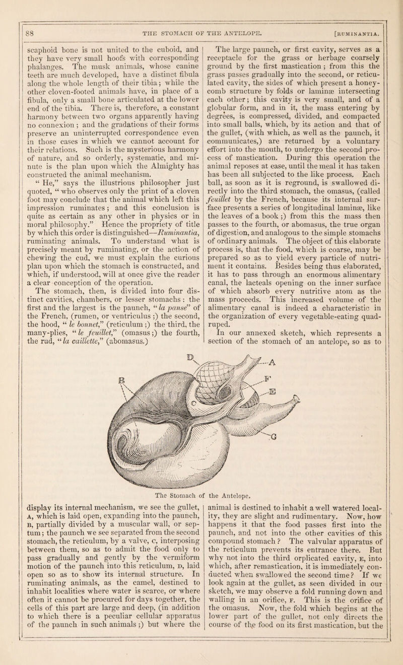 scaphoid bone is not united to the cuboid, and they have very small hoofs with corresponding phalanges. The musk animals, whose canine teeth are much developed, have a distinct fibula along the whole length of their tibia; while the other cloven-footed animals have, in place of a fibula, only a small bone articulated at the lower end of the tibia. There is, therefore, a constant harmony between two organs apparently having no connexion ; and the gradations of their forms preserve an uninterrupted correspondence even in those cases in which we cannot account for their relations. Such is the mysterious harmony of nature, and so orderly, systematic, and mi¬ nute is the plan upon which the Almighty has constructed the animal mechanism. “ He,” says the illustrious philosopher just quoted, “ who observes only the print of a cloven foot may conclude that the animal which left this impression ruminates; and this conclusion is quite as certain as any other in physics or in moral philosophy.” Hence the propriety of title by which this order is distinguished—Ruminaiitia, ruminating animals. To understand what is precisely meant by ruminating, or the action of chewing the cud, we must explain the curious plan upon which the stomach is constructed, and which, if understood, will at once give the reader a clear conception of the operation. The stomach, then, is divided into four dis¬ tinct cavities, chambers, or lesser stomachs : the first and the largest is the paunch, “ la panse” of the French, (rumen, or ventriculus ;) the second, the hood, “ le bonnet” (reticulum ;) the third, the many-plies, “ le Jeuillet,” (omasus;) the fourth, the rud, “ la caillette,” (abomasus.) The large paunch, or first cavity, serves as a receptacle for the grass or herbage coarsely ground by the first mastication ; from this the grass passes gradually into the second, or reticu¬ lated cavity, the sides of which present a honey¬ comb structui’e by folds or laminae intersecting each other; this cavity is very small, and of a globular form, and in it, the mass entering by degrees, is compressed^ divided, and compacted into small balls, which, by its action and that of the gullet, (with which, as well as the paunch, it communicates,) are returned by a voluntary effort into the mouth, to undergo the second pro¬ cess of mastication. During this operation the animal reposes at ease, until the meal it has taken has been all subjected to the like process. Each ball, as soon as it is reground, is swallowed di¬ rectly into the third stomach, the omasus, (called feuillet by the French, because its internal sur¬ face presents a series of longitudinal laminae, like the leaves of a book ;) from this the mass then passes to the fourth, or abomasus, the true organ of digestion, and analogous to the simple stomachs of ordinary animals. The object of this elaborate process is, that the food, which is coarse, may be prepared so as to yield every particle of nutri¬ ment it contains. Besides being thus elaborated, it has to pass through an enormous alimentary canal, the lacteals opening on the inner surface of which absorb every nutritive atom as the mass proceeds. This increased volume of the alimentary canal is indeed a characteristic in the organization of every vegetable-eating quad¬ ruped. In our annexed sketch, which represents a section of the stomach of an antelope, so as to The Stomach of the Antelope. display its internal mechanism, we see the gullet, A, which is laid open, expanding into the paunch, B, partially divided by a muscular wall, or sep¬ tum; the paunch we see separated from the second stomach, the reticulum, by a valve, c, interposing between them, so as to admit the food only to pass gradually and gently by the vermiform motion of the paunch into this reticulum, d, laid open so as to show its internal structure. In ruminating animals, as the camel, destined to inhabit localities where water is scarce, or where often it cannot be procured for days together, the cells of this part are large and deep, (in addition to which there is a peculiar cellular apparatus of the paunch in such animals ;) but where the animal is destined to inhabit a well watered local¬ ity, they are slight and rudimentary. Now, how happens it that the food passes first into the paunch, and not into the other cavities of this compound stomach ? The valvular apparatus of the reticulum prevents its entrance there. But why not into the third orplicated cavity, e, into which, after remastication, it is immediately con¬ ducted when swallowed the second time ? If we look again at the gullet, as seen divided in our sketch, we may observe a fold running down and walling in an orifice, f. This is the orifice of the omasus. Now, the fold which begins at the lower part of the gullet, not only directs the course of th,e food on its first mastication, but the