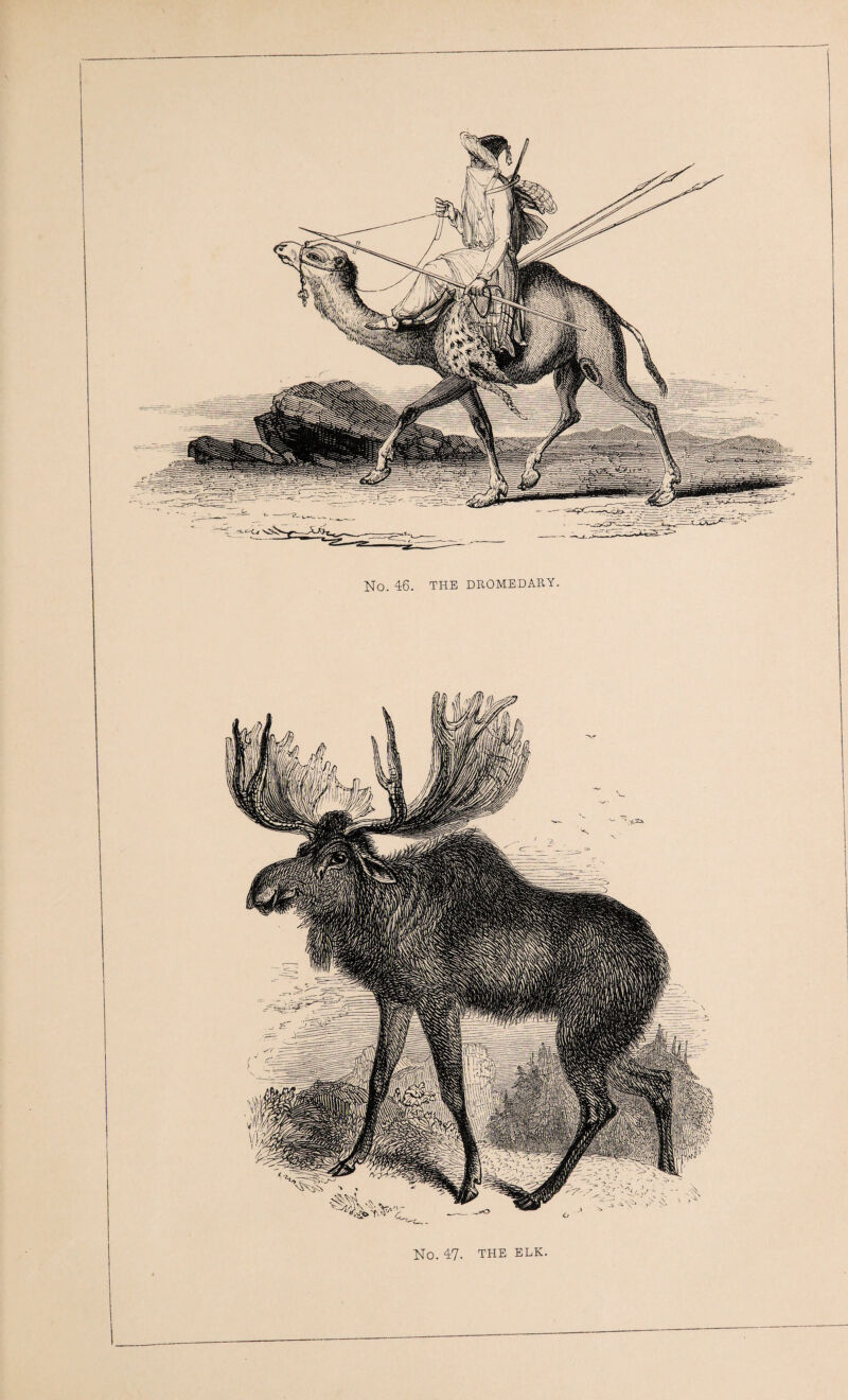 No. 47 THE ELK