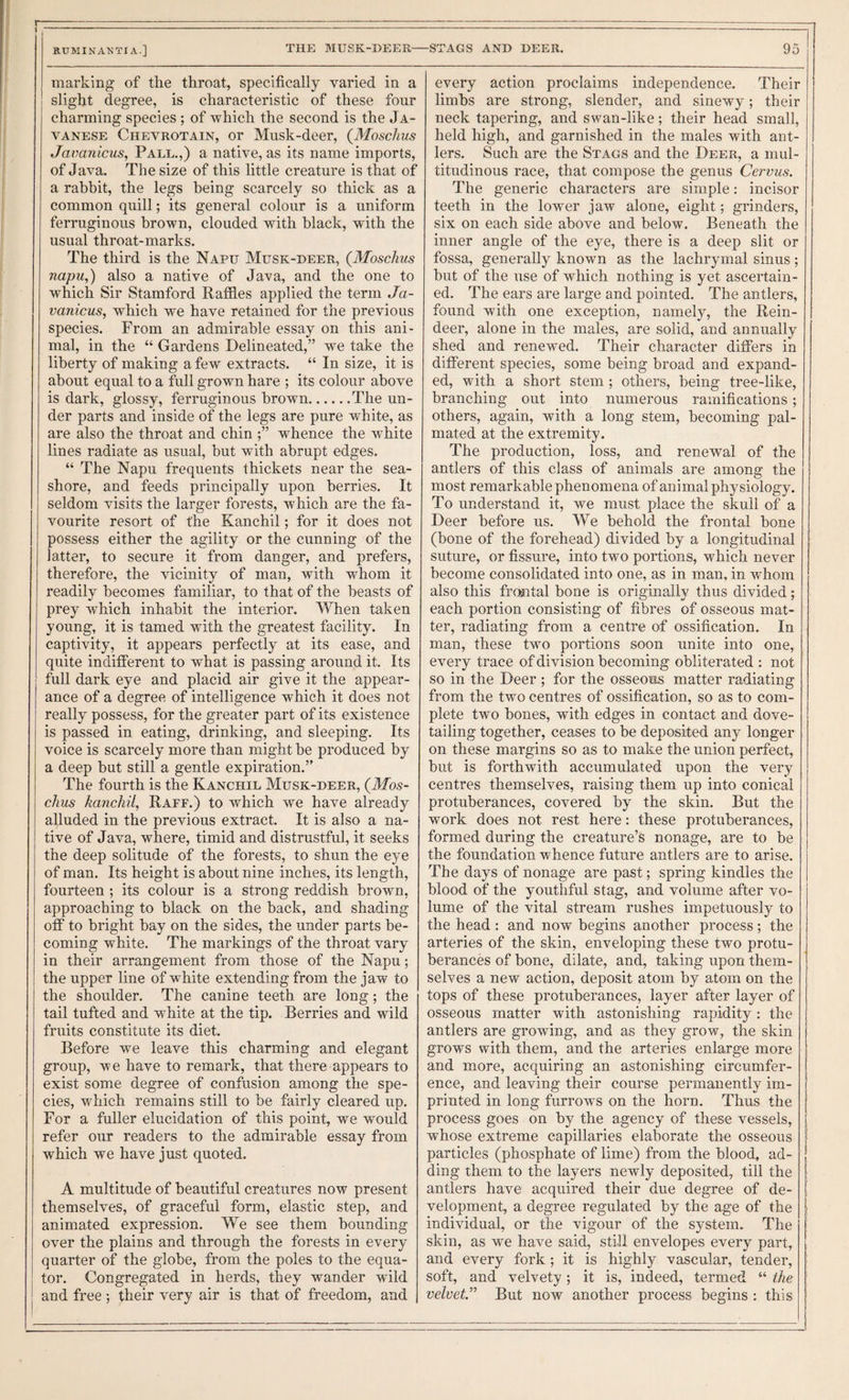 marking of the throat, specifically varied in a slight degree, is characteristic of these four charming species ; of which the second is the Ja¬ vanese Chevrotain, or Musk-deer, {Moschus Javanicus, Pall.,) a native, as its name imports, of Java. The size of this little creature is that of a rabbit, the legs being scarcely so thick as a common quill; its general colour is a uniform ferruginous brown, clouded with black, with the usual throat-marks. The third is the Napu Musk-deer, (Moschus napu,) also a native of Java, and the one to which Sir Stamford Rafiles applied the term Ja¬ vanicus, which we have retained for the previous species. From an admirable essay on this ani¬ mal, in the “ Gardens Delineated,” we take the liberty of making a few extracts. “ In size, it is about equal to a full grown hare ; its colour above is dark, glossy, ferruginous brown.The un¬ der parts and inside of the legs are pure white, as are also the throat and chin whence the white lines radiate as usual, but with abrupt edges, “ The Napu frequents thickets near the sea¬ shore, and feeds principally upon berries. It seldom visits the larger forests, which are the fa¬ vourite resort of the Kanchil; for it does not possess either the agility or the cunning of the latter, to secure it from danger, and prefers, therefore, the vicinity of man, with whom it readily becomes familiar, to that of the beasts of prey which inhabit the interior. When taken young, it is tamed with the greatest facility. In captivity, it appears perfectly at its ease, and quite indifferent to what is passing around it. Its full dark eye and placid air give it the appear¬ ance of a degree of intelligence which it does not really possess, for the greater part of its existence is passed in eating, drinking, and sleeping. Its voice is scarcely more than might he produced by a deep hut still a gentle expiration.” The fourth is the Kanchil Musk-deer, {Mos¬ chus kanchil, Raff.) to which we have already alluded in the previous extract. It is also a na¬ tive of Java, where, timid and distrustful, it seeks the deep solitude of the forests, to shun the eye of man. Its height is about nine inches, its length, fourteen ; its colour is a strong reddish brown, approaching to black on the back, and shading off to bright hay on the sides, the under parts be¬ coming white. The markings of the throat vary in their arrangement from those of the Napu; the upper line of white extending from the jaw to the shoulder. The canine teeth are long; the tail tufted and white at the tip. Berries and wild fruits constitute its diet. Before we leave this charming and elegant group, we have to remark, that there appears to exist some degree of confusion among the spe¬ cies, which remains still to he fairly cleared up. For a fuller elucidation of this point, we would refer our readers to the admirable essay from which we have just quoted. A multitude of beautiful creatures now present themselves, of graceful form, elastic step, and animated expression. We see them hounding over the plains and through the forests in every quarter of the globe, from the poles to the equa¬ tor. Congregated in herds, they wander wild and free ; their very air is that of freedom, and every action proclaims independence. Their limbs are strong, slender, and sinewy; their neck tapering, and swan-like; their head small, held high, and garnished in the males with ant¬ lers. Such are the Stags and the Deer, a mul¬ titudinous race, that compose the genus Cervus. The generic characters are simple: incisor teeth in the lower jaw alone, eight; grinders, six on each side above and below. Beneath the inner angle of the eye, there is a deep slit or fossa, generally known as the lachrymal sinus; hut of the use of which nothing is yet ascertain¬ ed. The ears are large and pointed. The antlers, found with one exception, namely, the Rein¬ deer, alone in the males, are solid, and annually shed and renewed. Their character differs in different species, some being broad and expand¬ ed, with a short stem; others, being tree-like, branching out into numerous ramifications; others, again, with a long stem, becoming pal- mated at the extremity. The production, loss, and renewal of the antlers of this class of animals are among the most remarkable phenomena of animal physiology. To understand it, we must place the skull of a Deer before us. We behold the frontal bone (bone of the forehead) divided by a longitudinal suture, or fissure, into two portions, which never become consolidated into one, as in man, in whom also this frontal bone is originally thus divided; each portion consisting of fibres of osseous mat¬ ter, radiating from a centre of ossification. In man, these two portions soon unite into one, every trace of division becoming obliterated : not so in the Deer ; for the osseous matter radiating from the two centres of ossification, so as to com¬ plete two hones, with edges in contact and dove¬ tailing together, ceases to be deposited any longer on these margins so as to make the union perfect, but is forthwith accumulated upon the very centres themselves, raising them up into conical protuberances, covered by the skin. But the work does not rest here: these protuberances, formed during the creature’s nonage, are to be the foundation whence future antlers are to arise. The days of nonage are past; spring kindles the blood of the youthful stag, and volume after vo¬ lume of the vital stream rushes impetuously to the head : and now begins another process ; the arteries of the skin, enveloping these two protu¬ berances of hone, dilate, and, taking upon them¬ selves a new action, deposit atom by atom on the tops of these protuberances, layer after layer of osseous matter with astonishing rapidity: the antlers are growing, and as they grow, the skin grows with them, and the arteries enlarge more and more, acquiring an astonishing circumfer¬ ence, and leaving their course permanently im¬ printed in long furrows on the horn. Thus the process goes on by the agency of these vessels, whose extreme capillaries elaborate the osseous j particles (phosphate of lime) from the blood, ad- ding them to the layers newly deposited, till the [ antlers have acquired their due degree of de¬ velopment, a degree regulated by the age of the individual, or the vigour of the system. The skin, as we have said, still envelopes every part, and every fork; it is highly vascular, tender, soft, and velvety; it is, indeed, termed “ the velvet.” But now another process begins ; this