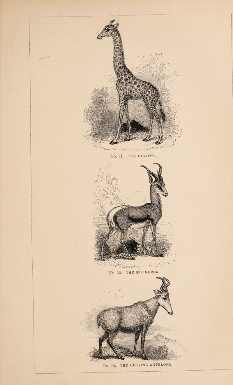 No. 61. THE GIRAFFE. No. 52. THE SPRINGBOK. No. 53. THE CERVINE ANTELOPE.