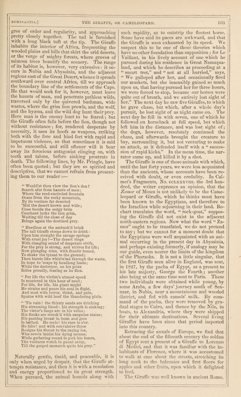 gree of order and regularity, and approaching pretty closely together. The tail is furnished with a long black tuft at the tip. The Giraffe inhabits the interior of Africa, frequenting the wooded plains and hills that skirt the arid deserts, or the verge of mighty forests, where groves of mimosa trees^ beautify the scenery. The range of its habitat is, however, very extensive: it oc¬ curs in Nubia and Abyssinia, and the adjacent regions east of the Great Desert, whence it spreads southward over central Africa, till we approach the boundary line of the settlements of the Cape. He that would seek for it, however, must leave the haunts of man, and penetrate pathless wilds, traversed only by the quivered bushman, wide wastes, where the grim lion prowls, and the wolf, and the hyaena, and the wild dog hunt their prey. Here man is the enemy least to be feared ; but the Giraffe often falls before the lion, though not without resistance ; for, rendered desperate by necessity, it uses its hoofs as weapons, striking both with the fore and hind feet with rapid and impetuous violence, so that sometimes it is said to be successful, and still oftener will it bear away its ferocious antagonist clinging on, with teeth and talons, before sinking prostrate in death. The following lines, by Mr. Pringle, have often been quoted; but they are so spirited and descriptive, that we cannot refrain from present¬ ing them to our reader ;— “ Would’st thou view the lion’s den ? Search afar from haunts of men ; Where the reed-encircled fountain Oozes from the rocky mountain, By its verdure far descried ’Mid the desert brown and wide; Close beside the sedgy brim Couchant lurks the lion grim, Waiting till the close of day Brings again the destined prey. “ Heedless at the ambush’d brink The tall Giraffe stoops down to drink: Upon him straight the savage springs With cruel joy!—The desert rings With clanging sound of desperate strife, For the prey is strong, and strives for life; Now plunging tries, with frantic bound, To shake the tyrant to the ground ; Then bursts like whirlwind through the W'aste, In hope to ’scape by headlong haste; While the destroyer, on his prize Rides proudly, tearing as he flies. “ For life the victim’s utmost speed Is mustered in this hour of need; For life, for life, his giant might He strains and pours his soul in flight. And mad with terror, thirst, and pain. Spurns with wild hoof the thundering plain. “ ’Tis vain ! the thirsty sands are drinking His streaming blood : his strength is sinking; The victor’s fangs are in his veins; His flanks are streak’d with sanguine stains; His panting breast in foam and gore Is bathed. He reels! his race is o’er. He falis! and with convulsive throe Resigns his throat to the raging foe, Who revels ’midst his dying moans; While gathering round to pick his bones, The vultures watch in gaunt array. Till the gorged monarch quits his prey.” Naturally g^entle, timid, and peaceable, it is only when urged by despair, that the Giraffe at¬ tempts resistance, and then it is with a resolution and energy proportioned to its great strength. When pursued, the animal bounds along with such rapidity, as to outstrip the fleetest horse. Some have said its paces are awkward, and that the Giraffe is soon exhausted by its speed. We suspect this to be one of those theories which have no other foundation than supposition ; for Le Vaillant, in his lively account of one which he pursued during his residence in Great Namaqua- land, and which he describes as proceeding at a “ smart trot,” and “ not at all hurried,” says, “ We galloped after her, and occasionally fired our muskets, but she insensibly gained so much upon us, that having pursued her for three hours, we were forced to stop, because our horses were quite out of breath, and we entirely lost sight of her.” The next day he saw five Giraffes, to which he gave chase, but which, after a whole day’s pursuit, he lost sight of as night came on. The next day he fell in with seven, one of which he followed on horseback at full speed, but which left him in the distance, and was lost sight of; the dogs, however, resolutely continued the chase, and afterwards brought the creature to bay, surrounding it, but not venturing to make an attack, as it defended itself with a “ succes¬ sion of rapid kicks.” In the mean time, the nar¬ rator came up, and killed it by a shot. The Giraffe is one of those animals with which, until the last forty years, we were less acquainted than the ancients, whose accounts have been re¬ ceived with doubt, or even credulity^. In Cal- met’s Fragments, No. cclxxxviii. the 3rd hun¬ dred, the writer expresses an opinion, that the Zamor of Moses is not unlikely to be the Came- leopard or Giraffe, which he thinks must have been known to the Egyptians, and therefore to the Israelites while sojourning in their land. Bo- chart translates the word, “ rock-goat,” suppos¬ ing the Giraffe did not exist in the adjacent north-eastern regions. Now what the word “ Za¬ mor” ought to be translated, we do not pretend to say; but we cannot for a moment doubt that the Egyptians were well acquainted with an ani¬ mal occurring in the present day in Abyssinia, and perhaps existing formerly, if analogy may be our guide, even nearer the limits of the kingdom of the Pharaohs. It is not a little singular, that the first Giraffe seen alive in England, was sent, in 1827, by the pacha of Egypt, as a present to his late majesty, George the Fourth; another also being at the same time sent to Paris, These two individuals were obtained while young, by some Arabs, a few days’ journey south of Sen- naar, in Nubia, near a mountainous and wooded district, and fed with camels’ milk. By com¬ mand of the pacha, they were removed by gra¬ dual stages to Cairo, and thence by the Nile, in boats, to Alexandria, where they were shipped for their ultimate destinations. Several living Giraffes have been since that period imported into this country. Retracing the annals of Europe, we find that about the end of the fifteenth century the soldan of Egypt sent a present of a Giraffe to Lorenzo di Medici, and that it was familiar with the in¬ habitants of Florence, where it was accustomed to walk at ease about the streets, stretching its long neck to the balconies and first floors for apples and other fruits, upon which it delighted to feed. The Giraffe was well known in ancient Rome,