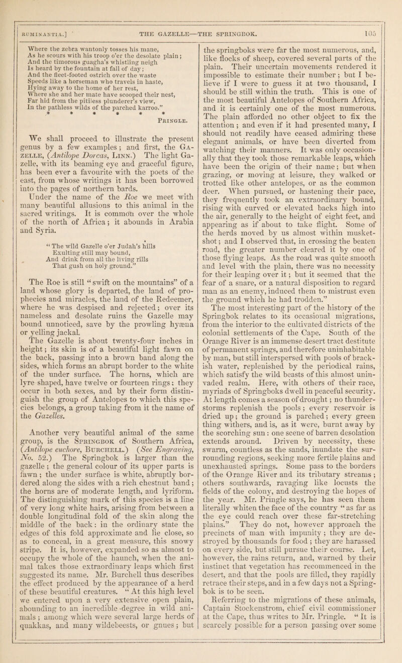 Where the zebra wantonly tosses his mane, As he scours with his troop o’er the desolate plain ; And the timorous guagha’s whistling neigh Is heard by the fountain at fall of day; And the fleet-footed ostrich over the waste Speeds like a horseman who travels in haste, Hying away to the home of her rest, Where she and her mate have scooped their nest, Far hid from the pitiless plunderer’s view. In the pathless wilds of the parched karroo.” * * Hk * * * Pringle. We shall proceed to illustrate the present genus by a few examples ; and first, the Ga¬ zelle, {Antilope Dorcas, Linn.) The light Ga¬ zelle, with its beaming eye and graceful figure, has been ever a favourite with the poets of the east, from whose writings it has been borrowed into the pages of northern bards. Under the name of the Roe we meet with many beautiful allusions to this animal in the sacred writings. It is common over the whole of the north of Africa; it abounds in Arabia and Syria. “ The wild Gazelle o’er Judah’s hills Exulting still may bound. And drink from all the living rills That gush on holy ground.” The Roe is still “ swift on the mountains” of a land whose glory is departed, the land of pro¬ phecies and miracles, the land of the Redeemer, where he was despised and rejected; over its nameless and desolate ruins the Gazelle may bound unnoticed, save by the prowling hyuma or yelling jackal. The Gazelle is about twenty-four inches in height; its skin is of a beautiful light fawn on the back, passing into a brown band along the sides, which forms an abrupt border to the white of the under surface. The horns, which are lyre shaped, have twelve or fourteen rings; they occur in both sexes, and by their form distin¬ guish the group of Antelopes to which this spe¬ cies belongs, a group taking from it the name of the Gazelles, Another very beautiful animal of the same group, is the Springbok of Southern Africa, {Antilope euchore, Burchell.) {See Engraving, No. 52.) The Springbok is larger than the gazeUe ; the general colour of its upper parts is fawn ; the under surface is white, abruptly bor¬ dered along the sides with a rich chestnut band; the horns are of moderate length, and iyriform. The distinguishing mark of this species is a line of very long white hairs, arising from between a double longitudinal fold of the skin along the middle of the back: in the ordinary state the edges of this fold approximate and lie close, so as to conceal, in a great measure, this snowy stripe. It is, however, expanded so as almost to occupy the whole of the haunch, when the ani¬ mal takes those extraordinary leaps which first suggested its name. Mr. Burchell thus describes the effect produced by the appearance of a herd of these beautifu] creatures. “ At this high level we entered upon a very extensive open plain, abounding to an incredible 'degree in wild ani¬ mals ; among which were several large herds of quakkas, and many wildebeests, or gnues ; but the springboks were far the most numerous, and, like flocks of sheep, covered several parts of the plain. Their uncertain movements rendered it impossible to estimate their number; but I be¬ lieve if I were to guess it at two thousand, I should be still within the truth. This is one of the most beautiful Antelopes of Southern Africa, and it is certainly one of the most numerous. The plain afforded no other object to fix the attention ; and even if it had presented many, I should not readily have ceased admiring these elegant animals, or have been diverted from watching their manners. It was only occasion¬ ally that they took those remarkable leaps, which have been the origin of their name; but when grazing, or moving at leisure, they walked or trotted like other antelopes, or as the common deer. When pursued, or hastening their pace, they frequently took an extraordinary bound, rising with curved or elevated backs high into the air, generally to the height of eight feet, and appearing as if about to take flight. Some of the herds moved by us almost within musket- shot ; and I observed that, in crossing the beaten road, the greater number cleared it by one of those flying leaps. As the road was quite smooth and level with the plain, there was no necessity for their leaping over it; but it seemed that the fear of a snare, or a natural disposition to regard man as an enemy, induced them to mistrust even the ground which he had trodden.” The most interesting part of the history of the Springbok relates to its occasional migrations, from the interior to the cultivated districts of the colonial settlements of the Cape. South of the Orange River is an immense desert tract destitute of permanent springs, and therefore uninhabitable by man, but still interspersed with pools of brack¬ ish water, replenished by the periodical rains, which satisfy the wild beasts of this almost unin¬ vaded realm. Here, with others of their race, myriads of Springboks dwell in peaceful security. At length comes a season of drought; no thunder¬ storms replenish the pools ; every reservoir is dried up; the ground is parched; every green thing withers, and is, as it were, burnt away by the scorching sun: one scene of barren desolation extends around. Driven by necessity, these swarm, countless as the sands, inundate the sur¬ rounding regions, seeking more fertile plains and unexhausted springs. Some pass to the borders of the Orange River and its tributary streams ; others southwards, ravaging like locusts the fields of the colony, and destroying the hopes of the year. Mr. Pringle says, he has seen them literally whiten the face of the country “ as far as the eye could reach over these far-stretching plains.” They do not, however approach the precincts of man with impunity ; they are de¬ stroyed by thousands for food ; they are harassed on every side, but still pursue their course. Let, however, the rains return, and, warned by their instinct that vegetation has recommenced in the desert, and that the pools are filled, they rapidly retrace their steps, and in a few days not a Spring¬ bok is to be seen. Referring to the migrations of these animals. Captain Stockenstrom, chief civil commissioner at the Cape, thus writes to Mr. Pringle. “ It is scarcely possible for a person passing over some