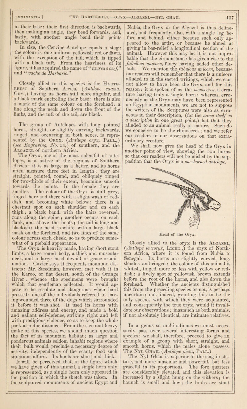 at their base; their first direction is backwards, then making an angle, they bend forwards, and, lastly, with another angle bend their points backwards. In size, the Cervine Antelope equals a stag; the colour is one uniform yellowish red or fawn, with the exception of the tail, which is tipped with a black tuft. From the heaviness of its figure, it has acquired the name of “ taureau cerf^^ and “ vache de Barbaric’’ Closely allied to this species is the Harte- BEEST of Southern Africa, {Antilope caama, Cuv.,) having its horns still more angular, and a black mark encircling their base; there is also a mark of the same colour on the forehead: a line along the neck and down the front of the limbs, and the tuft of the tail, are black. The group of Antelopes with long pointed horns, straight, or slightly curving backwards, ringed, and occurring in both sexes, is repre¬ sented by the Oryx, {Antilope oryx, Pall.,) {see Engraving, No. 54,) of southern, and the Algazel of northern Africa. The Oryx, one of the most splendid of ante¬ lopes, is a native of the regions of Southern Africa: it is as large as a heifer, and its horns often measure three feet in length; they are straight, pointed, round, and obliquely ringed for two-thirds of their extent, becoming smooth towards the points. In the female they are smaller. The colour of the Oryx is dull grey, tinged here and there with a slight wash of red¬ dish, and becoming white below; there is a chestnut spot on each shoulder and on each thigh; a black band, with the hairs reversed, runs along the spine ; another occurs on each flank, and above the hoofs ; the tail is long and blackish; the head is white, with a large black mask on the forehead, and two lines of the same colour across each cheek, so as to produce some¬ what of a piebald appearance. The Oryx is heavily made, having short stout limbs, a large round body, a thick and muscular neck, and a large head devoid of grace or ani¬ mation. Cuvier says it frequents mountain dis¬ tricts ; Mr. Steedman, however, met with it in the Karoo, or flat desert, south of the Orange River; whence the specimens were brought which that gentleman collected. It would ap¬ pear to be resolute and dangerous when hard pressed; one of the individuals referred to hav¬ ing wounded three of the dogs which surrounded it before it was shot. It used its horns with amazing address and energy, and made a bold and gallant self-defence, striking right and left with prodigious violence, so as to keep the whole pack at a due distance. From the size and heavy make of this species, we should much question the fact of its mountain habitat; as large and ponderous animals seldom inhabit regions where their bulk would preclude a necessary degree of activity, independently of the scanty food such situations afford. Its hoofs are short and thick. It will be perceived that, in the figure which we have given of this animal, a single horn only is represented, as a single horn only appeared in the position in which the sketch was taken. In the sculptured monuments of ancient Egypt and Nubia, the Oryx or the Algazel is thus deline¬ ated, and frequently, also, with a single leg be¬ fore and behind, either because such only ap¬ peared to the artist, or because he aimed at giving in bas-relief a longitudinal section of the animal. However this may be, it is not impro¬ bable that the circumstance has given rise to the fabulous unicorn, fancy having added other de¬ tails, We mention the fabulous un icorn, because our readers will remember that there is a unicorn alluded to in the sacred writings, which we can¬ not aUow to have been the Oryx, and for this reason : it is spoken of as the monoceros, a crea¬ ture having truly a single horn ; whereas, erro¬ neously as the Oryx may have been represented on Egyptian monuments, we are not to suppose the writers of the Scriptures were also as erro¬ neous in their description, (for the name itself is a description in one great point,) but that they alluded to an animal really in nature. Such do we conceive to be the rhinoceros; and we refer our readers to our observations on that extra¬ ordinary creature. We shall now give the head of the Oryx in another point of view, showing the two horns, so that our readers will not be misled by the sup¬ position that the Oryx is a one-horned antelope. Closely allied to the oryx is the Algazel, {Antilope leucoryx. Light.,) the oryx of North¬ ern Africa, where it is found from Nubia to Senegal. Its horns are slightly curved, long, slender, and ringed ; the colour of this animal is whitish, tinged more or less with yellow or red¬ dish ; a lively spot of yellowish brown extends before the root of the horns, and also down the forehead. Whether the ancients distinguished this from the preceding species or not, is perhaps uncertain; nor, indeed, granting this to be the only species with which they were acquainted, and consequently the true oryx, would it invali¬ date our observations ; inasmuch as both animals, if not absolutely identical, are intimate relatives. In a genus so multitudinous we must neces¬ sarily pass over several interesting forms and species: we shall, therefore, proceed to give an example of a group with short, straight, and smooth horns, which the males alone possess. The Nyl Ghau, {Antilope picta, Pall.) The Nyl Ghau is superior to the stag in sta¬ ture, and more muscular and powerful, but less graceful in its proportions. The fore quarters are considerably elevated, and this elevation is increased by a slight hump on the withers; the haunch is small and low ; the limbs are stout