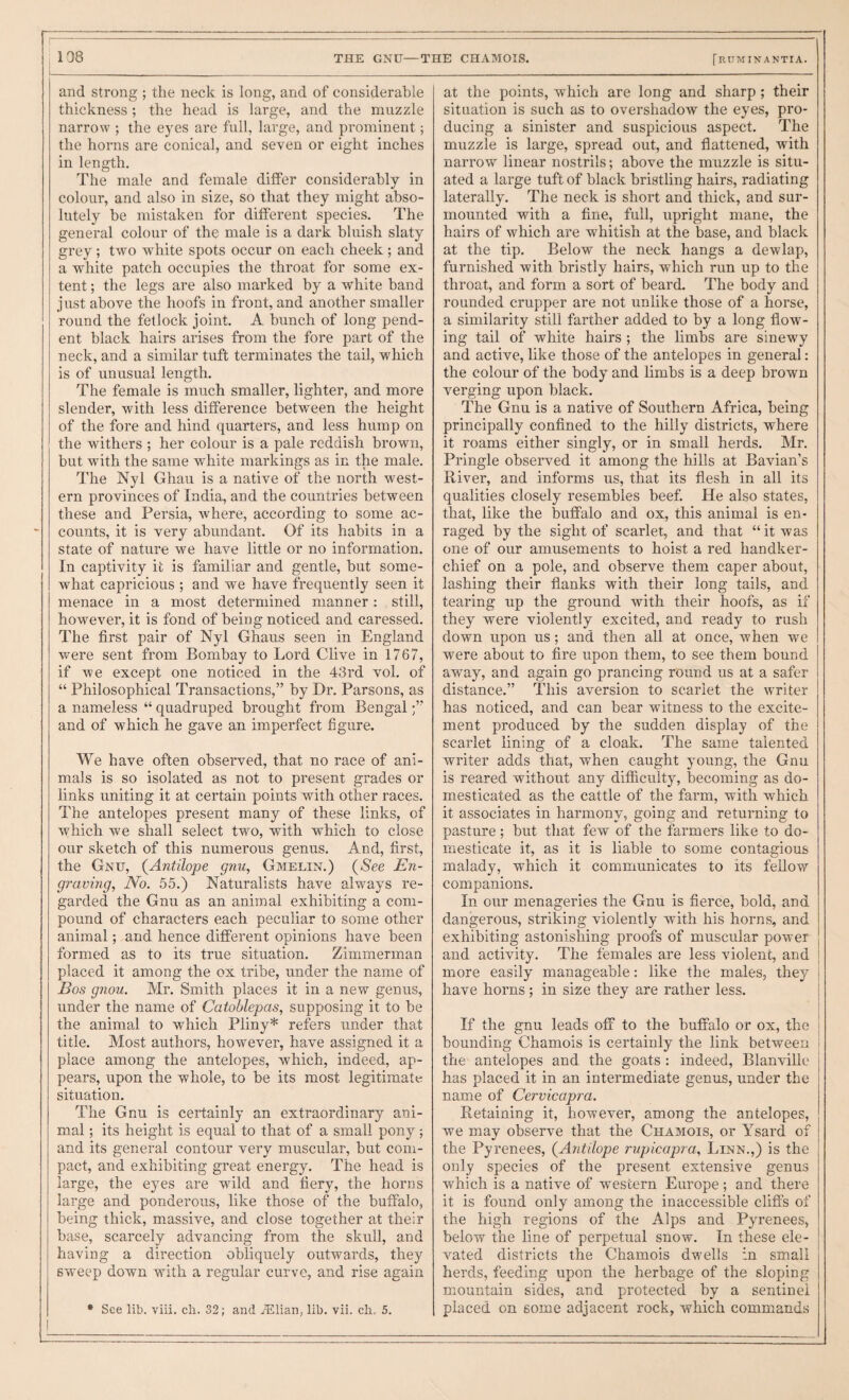 138 THE GNU—THE CHAMOIS. and strong ; the neck is long, and of considerable thickness ; the head is large, and the muzzle narrow ; the eyes are full, large, and prominent; the horns are conical, and seven or eight inches in length. The male and female differ considerably in colour, and also in size, so that they might abso¬ lutely be mistaken for different species. The general colour of the male is a dark bluish slaty grey; two white spots occur on each cheek; and a white patch occupies the throat for some ex¬ tent ; the legs are also marked by a white band just above the hoofs in front, and another smaller round the fetlock joint. A bunch of long pend¬ ent black hairs arises from the fore part of the neck, and a similar tuft terminates the tail, which is of unusual length. The female is much smaller, lighter, and more slender, with less difference between the height of the fore and hind quarters, and less hump on the withers ; her colour is a pale reddish brown, but with the same white markings as in the male. The Nyl Ghau is a native of the north west¬ ern provinces of India, and the countries between these and Persia, where, according to some ac¬ counts, it is very abundant. Of its habits in a state of nature we have little or no information. In captivity it is familiar and gentle, but some¬ what capricious ; and we have frequently seen it menace in a most determined manner: still, however, it is fond of being noticed and caressed. The first pair of Nyl Ghaus seen in England were sent from Bombay to Lord Clive in 1767, if we except one noticed in the 43rd vol. of “ Philosophical Transactions,” by Dr. Parsons, as a nameless “ quadruped brought from Bengal and of which he gave an imperfect figure. We have often observed, that no race of ani¬ mals is so isolated as not to present grades or links uniting it at certain points with other races. The antelopes present many of these links, of which we shall select two, with which to close our sketch of this numerous genus. And, first, the Gnu, {Antilope gnu, Gmelin.) {See En¬ graving, JVo. 55.) Naturalists have always re¬ garded the Gnu as an animal exhibiting a com¬ pound of characters each peculiar to some other animal; and hence different opinions have been formed as to its true situation. Zimmerman placed it among the ox tribe, under the name of Bos gnou. Mr. Smith places it in a new genus, under the name of Catoblepas, supposing it to be the animal to which Pliny* refers under that title. Most authors, however, have assigned it a place among the antelopes, which, indeed, ap¬ pears, upon the whole, to be its most legitimate situation. The Gnu is certainly an extraordinary ani¬ mal ; its height is equal to that of a small pony; and its general contour very muscular, but com¬ pact, and exhibiting great energy. The head is large, the eyes are wild and fiery, the horns large and ponderous, like those of the buffalo, being thick, massive, and close together at their base, scarcely advancing from the skull, and having a direction obliquely outwards, they sweep down with a regular curve, and rise again • See lib. viii. ch. 32; and iElian, lib. vii. ch, 5. [ritminantia. at the points, which are long and sharp; their situation is such as to overshadow the eyes, pro¬ ducing a sinister and suspicious aspect. The muzzle is large, spread out, and flattened, with narrow linear nostrils; above the muzzle is situ¬ ated a large tuft of black bristhng hairs, radiating laterally. The neck is short and thick, and sur¬ mounted with a fine, full, upright mane, the hairs of which are whitish at the base, and black at the tip. Below the neck hangs a dewlap, furnished with bristly hairs, which run up to the throat, and form a sort of beard. The body and rounded crupper are not unlike those of a horse, a similarity still farther added to by a long flow¬ ing tail of white hairs ; the limbs are sinewy and active, like those of the antelopes in general: the colour of the body and limbs is a deep brown verging upon black. The Gnu is a native of Southern Africa, being principally confined to the hilly districts, where it roams either singly, or in small herds. Mr. Pringle observed it among the hills at Bavian’s River, and informs us, that its flesh in all its qualities closely resembles beef. He also states, that, like the buffalo and ox, this animal is en¬ raged by the sight of scarlet, and that “ it was one of our amusements to hoist a red handker¬ chief on a pole, and observe them caper about, lashing their flanks with their long tails, and tearing up the ground with their hoofs, as if they were violently excited, and ready to rush down upon us; and then all at once, when we were about to fire upon them, to see them bound away, and again go prancing round us at a safer distance.” This aversion to scarlet the writer has noticed, and can bear witness to the excite¬ ment produced by the sudden display of the scarlet lining of a cloak. The same talented writer adds that, when caught young, the Gnu is reared without any difficulty, becoming as do¬ mesticated as the cattle of the farm, with which it associates in harmony, going and returning to pasture; but that few of the farmers like to do¬ mesticate it, as it is liable to some contagious malady, which it communicates to its feUow companions. In our menageries the Gnu is fierce, bold, and dangerous, striking violently with his horns, and exhibiting astonishing proofs of muscular power and activity. The females are less violent, and more easily manageable: like the males, they have horns ; in size they are rather less. If the gnu leads off to the buffalo or ox, the bounding Chamois is certainly the link between the antelopes and the goats : indeed, Blanville has placed it in an intermediate genus, under the name of Cervicapra. Retaining it, however, among the antelopes, we may observe that the Chamois, or Ysard of the Pyrenees, {Antilope rupicapra, Linn.,) is the only species of the present extensive genus which is a native of western Europe; and there it is found only among the inaccessible cliffs of the high regions of the Alps and Pyrenees, below the line of perpetual snow. In these ele¬ vated districts the Chamois dwells in small herds, feeding upon the herbage of the sloping mountain sides, and protected by a sentinel placed on some adjacent rock, which commands