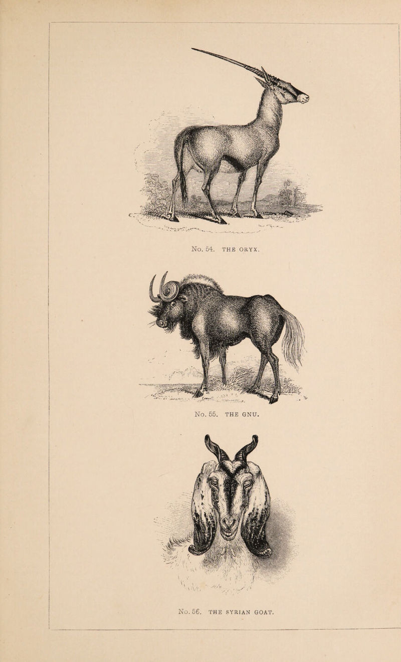 No. 54. THE ORYX. No. 55. THE GNU. No. 56. THE SYRIAN GOAT