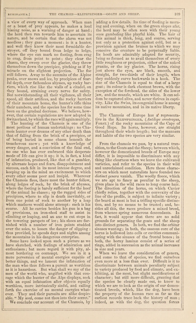 a view of every way of approach. When man or a beast of prey appears, he makes a loud hissing noise, as a warning of danger at hand ; the herd then run towards him to ascertain its nature, and be certain that the alarm was not needless ; they gaze a moment: is it a hunter, and well they know their most formidable de¬ stroyer, otf they bound from ledge to ledge, where the eye can mark no footing, from crag to crag, from point to point; they clear the chasm, they sweep over the glacier, they throw themselves down the precipice, pitching as if by miracle on the slightest projection. The foe still follows. Away to the summits of the Alpine peaks, over snows and ice, by precipices of fear¬ ful depth, over fathomless abysses, up rocky bar¬ riers, which rise like the walls of a citadel, on they bound, straining every nerve for safety. But notwithstanding all their vigilance, all their speed, all their artifices, and the rocky barriers of their mountain home, the hunter’s rifle thins their numbers, and the species has for some time been on the gradual decrease. We believe, how¬ ever, that certain regulations are now adopted in Switzerland, by which the race will again multiply. The hunting of the Chamois is one of the most perilous of human undertakings: no Cha- j mois hunter ever dreams of any other death than ! that of falling from the brink of a precipice, or of being buried in some chasm beneath the treacherous snow; yet with a knov/ledge of every danger, and a conviction of the fatal end, no one who has ever embraced this desperate mode of life can give it up; it is, in fact, a kind of infatuation, produced, like that of a gambler, ; by alternate hopes and fears, disappointment and I success, each felt in its most intense degree, and I keeping up in the mind an excitement to which every other seems poor and insipid. Wherever the Chamois flees, there must the hunter follow, along ledges of rock, by the brink of abysses, where the footing is barely sufficient for the hoof of the animal he chases; up the rugged sides of precipices, where to slip is death inevitably, or from one point of rock to another by a leap which madness would alone attempt: such is his course. All he carries besides his gun is a bag of provisions, an iron-shod staff to assist in climbing or leaping, and an axe to cut steps in the towering parapets of ice ; his shoes are fur¬ nished with a number of iron points studded over the soles, to lessen the danger of slipping : thus provided, he spends days and nights among the mountains in his dangerous enterprize. Some have looked upon such a picture as we have sketched, with feelings of admiration and enthusiasm; but more regard it with pity, al¬ most bordering on contempt. We see in it a mere perversion of mental energies capable of better things, and we lament the infatuation of the man who thus follows a pursuit as worthless as it is hazardous. But what shall we say of the men of the world who, ungifted with that cou¬ rage which the hunter of the Alps displays, seek with an equal infatuation after objects equally worthless, more intrinsically sinful, and calling forth the exercise of no mental energies what¬ ever. They and their pursuits are alike despic¬ able. “ My soul, come not thou into their secret.” We conclude our account of the Chamois, by adding a few details. Its time of feeding is morn¬ ing and evening, when on the green slopes afar, the herd may be often seen with their young ones gamboling like playful kids. The hair of this animal is thick, long, and coarse, serving not only as a protection against cold, but as a provision against the bruises to which we may conceive the creature to be perpetually liable. Its hoofs are admirably adapted for security, being so formed as to avail themselves of every little roughness or projection, either of the naked granite, or the icy glacier. The horns, rising just above the eyes, are black, smooth, and straight, for two-thirds of their length, when they suddenly curve backwards in a hook. The size of the Chamois is equal to that of a large goat; its colour is dark chestnut brown, with the exception of the forehead, the sides of the lower jaw, and the muzzle, which are white. It can sel¬ dom be captured alive, and never thrives in capti¬ vity. Like the Swiss, its congenial home is among its native mountains, and in its native liberty. The Chamois of Europe has a' representa¬ tive in the Klipspringer, {Antilope oreotragus, Forst.) of the rocky mountains of the Cape of Good Hope. Its horns, however, are straight throughout their whole length; but the manners and habits of the two species are very similar. From the chamois we pass, by a natural tran¬ sition, to the Goats and the Sheep; between which, however the domesticated breeds of Europe may differ, it is impossible to discriminate with any thing like clearness when we leave the cultivated varieties, and refer to the species in their wild and unreclaimed condition. Here those charac¬ ters on which most naturalists have founded two distinct genera vanish. The woolly fleece, which we are apt to fancy as peculiar to the sheep, gives place in the wild races to long coarse hair. The direction of the horns, on which Cuvier chiefly relies, together with the convexity of the line of the profile, is subject to infinite variety ; the beard at most is but a trifling specific distinc¬ tion, and by no means to be trusted; and, be¬ sides all this, the races produce a mixed breed, from whence spring numerous descendants. In fact, it would appear that there are no solid grounds for separating the goats and the sheep into distinct genera. In both, we find the orbitar sinuses wanting; in both, the osseous core of the horns is hollowed into cells or cavities communi¬ cating with the sinuses of the frontal bones ; in both, the horny laminae consist of a series of rings, added in succession as the animal increases in size and years. When we leave the consideration of genera, and come to that of species, we find ourselves even more at a loss than ever. Difficult is it to discriminate between animals peculiarly subject to variety produced by food and climate, and ex¬ hibiting, at the most, but slight modifications of character; but still more difficult, granting that the species be clearly made out, to know to which we are to look as the origin of our domes¬ ticated breeds, which, like the dog, have been the property of the human race as far as the earliest records trace back the history of man ; indeed, as with the dog, the question forces
