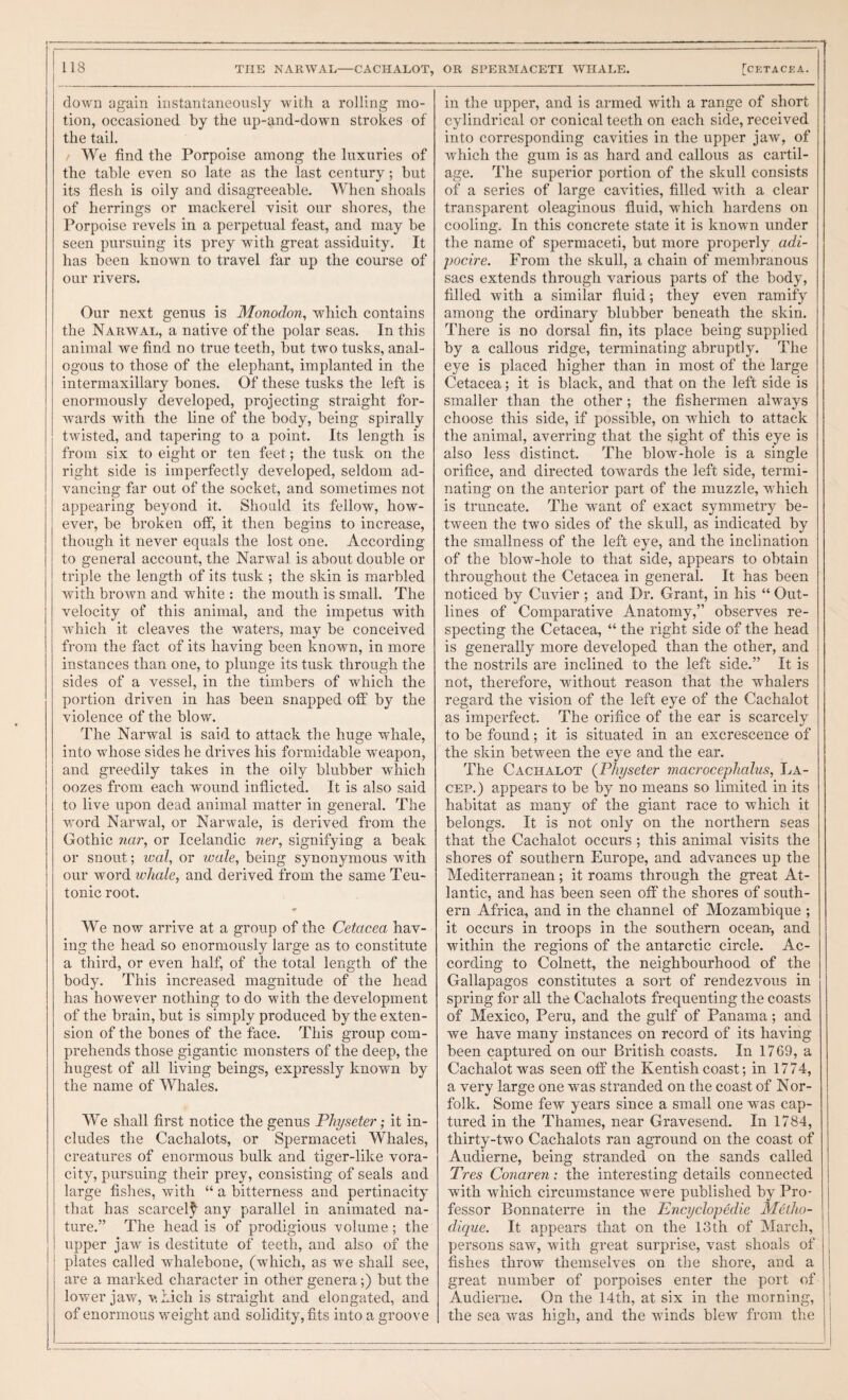 down again instantaneously with a rolling mo¬ tion, occasioned by the up-and-down strokes of the tail. / We find the Porpoise among the luxuries of the table even so late as the last century; but its flesh is oily and disagreeable. AVhen shoals of herrings or mackerel visit our shores, the Porpoise revels in a perpetual feast, and may be seen pursuing its prey with great assiduity. It has been known to travel far up the course of our rivers. Our next genus is Monodon, which contains the Narwal, a native of the polar seas. In this animal we find no true teeth, but two tusks, anal¬ ogous to those of the elephant, implanted in the intermaxillary bones. Of these tusks the left is enormously developed, projecting straight for¬ wards with the line of the body, being spirally twisted, and tapering to a point. Its length is from six to eight or ten feet; the tusk on the right side is imperfectly developed, seldom ad¬ vancing far out of the socket, and sometimes not appearing beyond it. Should its fellow, how¬ ever, be broken off, it then begins to increase, though it never equals the lost one. According to general account, the Narwal is about double or triple the length of its tusk ; the skin is marbled with brown and white : the mouth is small. The velocity of this animal, and the impetus with which it cleaves the waters, may be conceived from the fact of its having been known, in more instances than one, to plunge its tusk through the sides of a vessel, in the timbers of which the portion driven in has been snapped off by the violence of the blow. The Narwal is said to attack the huge whale, into whose sides he drives his formidable weapon, and greedily takes in the oily blubber which oozes from each wound inflicted. It is also said to live upon dead animal matter in general. The word Narwal, or Narwale, is derived from the Gothic nar, or Icelandic ner, signifying a beak or snout; ival, or wale, being synonymous with our word whale, and derived from the same Teu¬ tonic root. We now arrive at a group of the Cetacea hav¬ ing the head so enormously large as to constitute a third, or even half, of the total length of the body. This increased magnitude of the head has however nothing to do with the development of the brain, but is simply produced by the exten¬ sion of the bones of the face. This group com¬ prehends those gigantic monsters of the deep, the hugest of all living beings, expressly known by the name of Whales. We shall first notice the genus Physeter; it in¬ cludes the Cachalots, or Spermaceti Whales, creatures of enormous bulk and tiger-like vora¬ city, pursuing their prey, consisting of seals and large fishes, with “ a bitterness and pertinacity that has scarce!^ any parallel in animated na¬ ture.” The head is of prodigious volume; the upper jaw is destitute of teeth, and also of the plates called whalebone, (which, as we shall see, are a marked character in other genera;) but the lower jaw, v. kich is straight and elongated, and of enormous weight and solidity, fits into a groove in the upper, and is armed with a range of short cylindrical or conical teeth on each side, received into corresponding cavities in the upper jaw, of which the gum is as hard and callous as cartil¬ age. The superior portion of the skull consists of a series of large cavities, filled with a clear transparent oleaginous fluid, which hardens on cooling. In this concrete state it is known under the name of spermaceti, but more properly adi- pocire. From the skull, a chain of membranous sacs extends through various parts of the body, filled with a similar fluid; they even ramify among the ordinary blubber beneath the skin. There is no dorsal fin, its place being supplied by a callous ridge, terminating abruptly. The eye is placed higher than in most of the large Cetacea; it is black, and that on the left side is smaller than the other ; the fishermen always choose this side, if possible, on which to attack the animal, averring that the sight of this eye is also less distinct. The blow-hole is a single orifice, and directed towards the left side, termi¬ nating on the anterior part of the muzzle, which is truncate. The want of exact symmetry be¬ tween the two sides of the skull, as indicated by the smallness of the left eye, and the inclination of the blow-hole to that side, appears to obtain throughout the Cetacea in general. It has been noticed by Cuvier ; and Dr. Grant, in his “ Out¬ lines of Comparative Anatomy,” observes re¬ specting the Cetacea, “ the right side of the head is generally more developed than the other, and the nostrils are inclined to the left side.” It is not, therefore, without reason that the whalers regard the vision of the left eye of the Cachalot as imperfect. The orifice of the ear is scarcely to be found; it is situated in an excrescence of the skin between the eye and the ear. The Cachalot {Physeter macrocephalus. La- cep.) appears to be by no means so limited in its habitat as many of the giant race to which it belongs. It is not only on the northern seas that the Cachalot occurs ; this animal visits the shores of southern Europe, and advances up the Mediterranean; it roams through the great At¬ lantic, and has been seen off the shores of south¬ ern Africa, and in the channel of Mozambique ; it occurs in troops in the southern ocean, and within the regions of the antarctic circle. Ac¬ cording to Colnett, the neighbourhood of the Gallapagos constitutes a sort of rendezvous in spring for all the Cachalots frequenting the coasts of Mexico, Peru, and the gulf of Panama; and we have many instances on record of its having been captured on our British coasts. In 1769, a Cachalot was seen oti the Kentish coast; in 1774, a very large one was stranded on the coast of Nor¬ folk. Some few years since a small one was cap¬ tured in the Thames, near Gravesend. In 1784, thirty-two Cachalots ran aground on the coast of Audierne, being stranded on the sands called Tres Conaren: the interesting details connected with which circumstance were published by Pro¬ fessor Bonnaterre in the Encyclopedie Melho- dique. It appears that on the 13th of March, persons saw, with great surprise, vast shoals of fishes throw themselves on the shore, and a great number of porpoises enter the port of Audierne. On the 14th, at six in the morning, the sea was high, and the winds blew from the