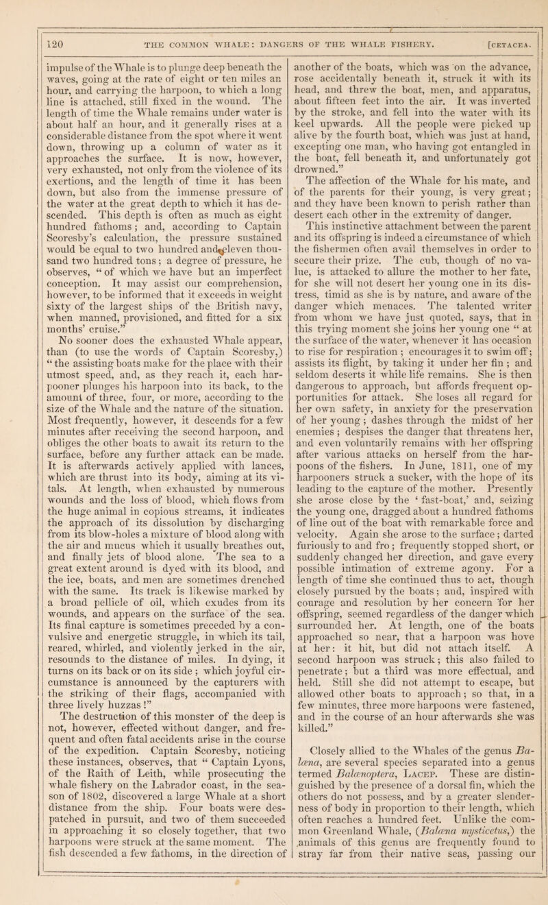 impulse of the Whale is to plunge deep beneath the waves, going at the rate of eight or ten miles an hour, and carrying the harpoon, to which a long line is attached, still fixed in the wound. The length of time the Whale remains under water is about half an hour, and it generally rises at a considerable distance from the spot where it went down, throwing up a column of w^ater as it approaches the surface. It is now, however, very exhausted, not only from the violence of its exertions, and the length of time it has been down, but also from the immense pressure of the water at the great depth to which it has de¬ scended. This depth is often as much as eight hundred fathoms; and, according to Captain Scoresby’s calculation, the pressure sustained would be equal to two hundred and^^leven thou¬ sand two hundred tons ; a degree of pressure, he observes, “ of which we have but an imperfect conception. It may assist our comprehension, however, to be informed that it exceeds in weight sixty of the largest ships of the British navy, when manned, provisioned, and fitted for a six months’ cruise.” No sooner does the exhausted Whale appear, than (to use the words of Captain Scoresby,) “ the assisting boats make for the place with their utmost speed, and, as they reach it, each har- pooner plunges his harpoon into its back, to the amount of three, four, or more, according to the size of the Whale and the nature of the situation. Most frequently, however, it descends for a few minutes after receiving the second harpoon, and obliges the other boats to await its return to the surface, before any further attack can be made. It is afterwards actively applied with lances, which are thrust into its body, aiming at its vi¬ tals. At length, when exhausted by numerous wounds and the loss of blood, which flows from the huge animal in copious streams, it indicates the approach of its dissolution by discharging from its blow-holes a mixture of blood along with the air and mucus which it usually breathes out, and finally jets of blood alone. The sea to a great extent around is dyed with its blood, and the ice, boats, and men are sometimes drenched with the same. Its track is likewise marked by a broad pellicle of oil, which exudes from its wounds, and appears on the surface of the sea. Its final capture is sometimes preceded by a con¬ vulsive and energetic struggle, in which its tail, reared, whirled, and violently jerked in the air, resounds to the distance of miles. In dying, it turns on its back or on its side ; which joyful cir¬ cumstance is announced by the capturers with the striking of their flags, accompanied with three lively huzzas!” The destruction of this monster of the deep is not, however, effected without danger, and fre¬ quent and often fatal accidents arise in the course of the expedition. Captain Scoresby, noticing these instances, observes, that “ Captain Lyons, of the Raith of Leith, while prosecuting the whale fishery on the Labrador coast, in the sea¬ son of 1802, discovered a large Whale at a short I distance from the ship. Four boats were des- I patched in pursuit, and two of them succeeded in approaching it so closely together, that two harpoons were struck at the same moment. The fish descended a few fathoms, in the direction of another of the boats, which was on the advance, rose accidentally beneath it, struck it with its head, and threw the boat, men, and apparatus, about fifteen feet into the air. It was inverted by the stroke, and fell into the water with its keel upwards. All the people were picked up alive by the fourth boat, which was just at hand, excepting one man, who having got entangled in the boat, fell beneath it, and unfortunately got drowned.” The affection of the Whale for his mate, and of the parents for their young, is very great; and they have been known to perish rather than | desert each other in the extremity of danger. This instinctive attachment between the parent and its offspring is indeed a circumstance of which the fishermen often avail themselves in order to secure their prize. The cub, though of no va¬ lue, is attacked to allure the mother to her fate, for she will not desert her young one in its dis¬ tress, timid as she is by nature, and aware of the danger which menaces. The talented writer from whom we have just quoted, says, that in this trying moment she joins her young one “ at the surface of the water, whenever it has occasion to rise for respiration ; encourages it to swim off; assists its flight, by taking it under her fin ; and seldom deserts it while life remains. She is then dangerous to approach, but affords frequent op¬ portunities for attack. She loses all regard for her own safety, in anxiety for the preservation of her young ; dashes through the midst of her enemies ; despises the danger that threatens her, and even voluntarily remains with her offspring after various attacks on herself from the har¬ poons of the fishers. In June, 1811, one of my harpooners struck a sucker, with the hope of its leading to the capture of the mother. Presently she arose close by the ‘ fast-boat,’ and, seizing the young one, dragged about a hundred fathoms of line out of the boat with remarkable force and velocity. Again she arose to the surface; darted furiously to and fro ; frequently stopped short, or suddenly changed her direction, and gave every possible intimation of extreme agony. For a length of time she continued thus to act, though closely pursued by the boats ; and, inspired with courage and resolution by her concern 'for her offspring, seemed regardless of the danger which . surrounded her. At length, one of the boats approached so near, that a harpoon was hove at her: it hit, but did not attach itself. A second harpoon was struck; this also failed to penetrate; but a third was more effectual, and held. Still she did not attempt to escape, but allowed other boats to approach; so that, in a few minutes, three more harpoons were fastened, and in the course of an hour afterwards she was killed.” Closely allied to the Whales of the genus Ba- lana, are several species separated into a genus termed Balccnoptera, Lacep. These are distin¬ guished by the presence of a dorsal fin, which the others do not possess, and by a greater slender¬ ness of body in proportion to their length, which often reaches a hundred feet. Unlike the com¬ mon Greenland Whale, {Balcrna mysticehis,') the .animals of this genus are frequently found to stray far from their native seas, passing our