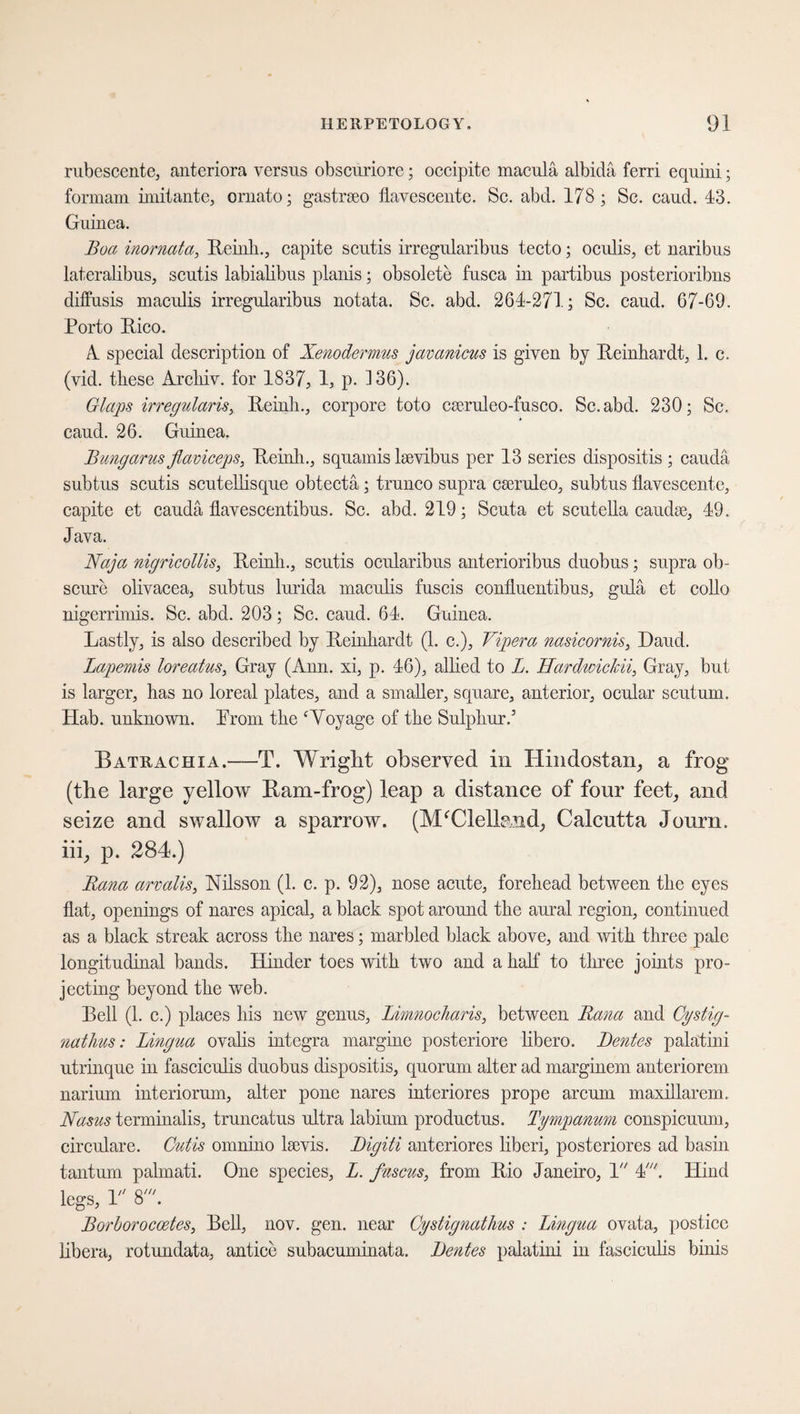 rubescente, anteriora versus obscuriore; occipite macula albida ferri equiui; formam imitante, ornato; gastrseo flavesceute. Sc. abd. 178; Sc. caud. 43. Gidnea. Boa inornata, Reinh., capite scutis irregularibus tecto; oculis, et uaribus lateralibus, scutis labialibus planis; obsolete fusca in partibus posterioribns diffusis maculis irregularibus notata. Sc. abd. 264-271; Sc. caud. 67-69. Porto Eico. A. special description of Xenodermus javanicus is given by Reinhardt, 1. c. (vid. these Archiv, for 1837, 1, p. ] 36). Claps irregularis, Reinh., corpore toto ceeruleo-fusco. Sc. abd. 230; Sc. caud. 26. Guinea. Bungarus fiaviceps, Reinh., squamis lsevibus per 1.3 series dispositis ; cauda subtus scutis scutelhsque obtectä; trunco supra cairuleo, subtus flavescente, capite et cauda flavescentibus. Sc. abd. 219; Scuta et scutella caudse, 49. Java. Naja nigricollis, Reinh., scutis ocularibus anterioribus duobus; supra ob¬ scure olivacea, subtus lurida maculis fuscis confluentibus, gula et collo nigerrmiis. Sc. abd. 203; Sc. caud. 64. Guinea. Lastly, is also described by Reinhardt (1. c.), Vipera nasicornis, Daud. Lapemis loreatus, Gray (Ann. si, p. 46), allied to L. HardioicJcii, Gray, but is larger, has no loreal plates, and a smaller, square, anterior, ocular scutum. Hab. unknown. Prom the ‘Voyage of the Sulphur.5 Batrachxa.—T. Wright observed in Hindostan, a frog (the large yellow Ram-frog) leap a distance of four feet, and seize and swallow a sparrow. (McClelland, Calcutta Journ. iii, p. 284.) Rana arvalis, Nilsson (1. c. p. 92), nose acute, forehead between the eyes flat, openings of nares apical, a black spot around the aural region, continued as a black streak across the nares; marbled black above, and with three pale longitudinal bands. Hinder toes with two and a half to three joints pro¬ jecting beyond the web. Rell (1. c.) places his new genus, LimiocJiaris, between Rana and Cystig- ?iathus: Lingua ovalis integra margine posteriore libero. Rentes palatini utrinque in fasciculis duobus dispositis, quorum alter ad marginem anteriorem narium interiorum, alter pone nares interiores prope arcum maxillarcm. Nasus terminalis, truncatus ultra labium productus. Tympanum conspicuum, circulare. Cutis omnino lsevis. Rigiti anteriores liberi, posteriores ad basin tantum palmati. One species, L. fuscus, from Rio Janeiro, 1 4t. Hind legs, V S'. Borborocoetes, Bell, nov. gen. near Cystignathus : Lingua ovata, posticc libera, rotundata, antice subacuininata. Rentes palatini in fasciculis binis